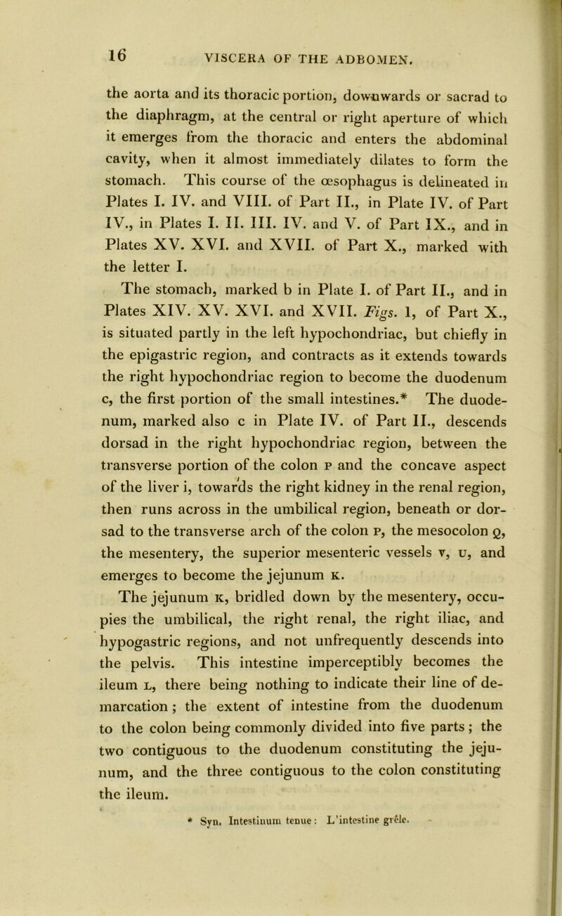 the aorta and its thoracic portion, downwards or sacrad to the diaphragm, at the central or right aperture of which it emerges from the thoracic and enters the abdominal cavity, when it almost immediately dilates to form the stomach. This course of the oesophagus is delineated in Plates I. IV. and VIII. of Part II., in Plate IV. of Part IV., in Plates I. II. III. IV. and V. of Part IX., and in Plates XV. XVI. and XVII. of Part X., marked with the letter I. The stomach, marked b in Plate I. of Part II., and in Plates XIV. XV. XVI. and XVII. Figs. 1, of Part X., is situated partly in the left hypochondriac, but chiefly in the epigastric region, and contracts as it extends towards the right hypochondriac region to become the duodenum c, the first portion of the small intestines.* The duode- num, marked also c in Plate IV. of Part II., descends dorsad in the right hypochondriac region, between the transverse portion of the colon p and the concave aspect of the liver i, towards the right kidney in the renal region, then runs across in the umbilical region, beneath or dor- sad to the transverse arch of the colon p, the mesocolon q, the mesentery, the superior mesenteric vessels v, u, and emerges to become the jejunum k. The jejunum k, bridled down by the mesentery, occu- pies the umbilical, the right renal, the right iliac, and hypogastric regions, and not unfrequently descends into the pelvis. This intestine imperceptibly becomes the ileum l, there being nothing to indicate their line of de- marcation ; the extent of intestine from the duodenum to the colon being commonly divided into five parts; the two contiguous to the duodenum constituting the jeju- num, and the three contiguous to the colon constituting the ileum. * Syn, Intestinum tenue: L’intestine grfle- *