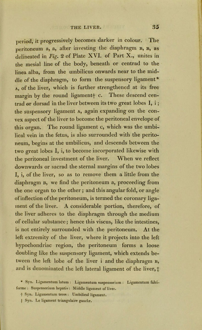 period, it progressively becomes darker in colour. The peritoneum a, a, after investing the diaphragm b, b, as delineated in Fig. 2 of Plate XVI. of Part X., unites in the mesial line of the body, beneath or centrad to the linea alba, from the umbilicus onwards near to the mid- dle of the diaphragm, to form the suspensory ligament* a, of the liver, which is further strengthened at its free margin by the round ligamentf c. These descend cen- trad or dorsad in the liver between its two great lobes I, i; the suspensory ligament a, again expanding on the con- vex aspect of the liver to become the peritoneal envelope of this organ. The round ligament c, which was the umbi- lical vein in the fetus, is also surrounded with the perito- neum, begins at the umbilicus, and descends between the two great lobes I, i, to become incorporated likewise with the peritoneal investment of the liver. When we reflect downwards or sacrad the sternal margins of the two lobes I, i, of the liver, so as to remove them a little from the diaphragm b, we find the peritoneum a, proceeding from the one organ to the other; and this angular fold, or angle of inflection of the peritoneum, is termed the coronary liga- ment of the liver. A considerable portion, therefore, of the liver adheres to the diaphragm through the medium of cellular substance; hence this viscus, like the intestines, is not entirely surrounded with the peritoneum. At the left extremity of the liver, where it projects into the left hypochondriac region, the peritoneum forms a loose doubling like the suspensory ligament, which extends be- tween the left lobe of the liver i and the diaphragm b, and is denominated the left lateral ligament of the liver, f * Syn. Ligamentum latum : Ligamentum suspensorium : Ligamcntum falci- forme : Suspensorium hepatis : Middle ligament of liver. 1 Syn. Ligamentum teres : Umbilical ligament. t Syn. Le ligament triangulaire gaucbe.