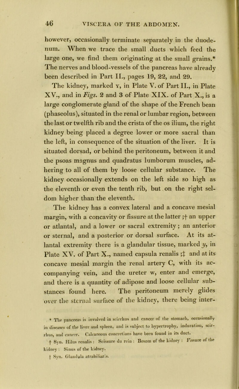 however, occasionally terminate separately in the duode- num. When we trace the small ducts which feed the large one, we find them originating at the small grains.* The nerves and blood-vessels of the pancreas have already been described in Part II., pages 19, 22, and 29. The kidney, marked y, in Plate V. of Part II., in Plate XV., and in Figs. 2 and 3 of Plate XIX. of Part X., is a large conglomerate gland of the shape of the French bean (phaseolus), situated in the renal or lumbar region, between the last or twelfth rib and the crista of the os ilium, the right kidney being placed a degree lower or more sacral than the left, in consequence of the situation of the liver. It is situated dorsad, or behind the peritoneum, between it and the psoas magnus and quadratus lumborum muscles, ad- hering to all of them by loose cellular substance. The kidney occasionally extends on the left side so high as the eleventh or even the tenth rib, but on the right sel- dom higher than the eleventh. The kidney has a convex lateral and a concave mesial margin, with a concavity or fissure at the latter ;f an upper or atlantal, and a lower or sacral extremity; an anterior or sternal, and a posterior or dorsal surface. At its at- lantal extremity there is a glandular tissue, marked y, in Plate XV. of Part X-? named capsula renalis ;X an^ at its concave mesial margin the renal artery C, with its ac- companying vein, and the ureter w, enter and emerge, and there is a quantity of adipose and loose cellular sub- stances found here. The peritoneum merely glides over the sternal surface of the kidney, there being inter- * The pancreas is involved in scirrhus and cancer of the stomach, occasionally in diseases of the liver and spleen, and is subject to hypertrophy, induration, scir- rhus, and cancer. Calcareous concretions have been found in its duct. f Syn. Hilus renalis : Scissure du rein : Bosom of the kidney : Fissure ol the kidney : Sinus of the kidney. | Syn. Glandula atrabiliaris.