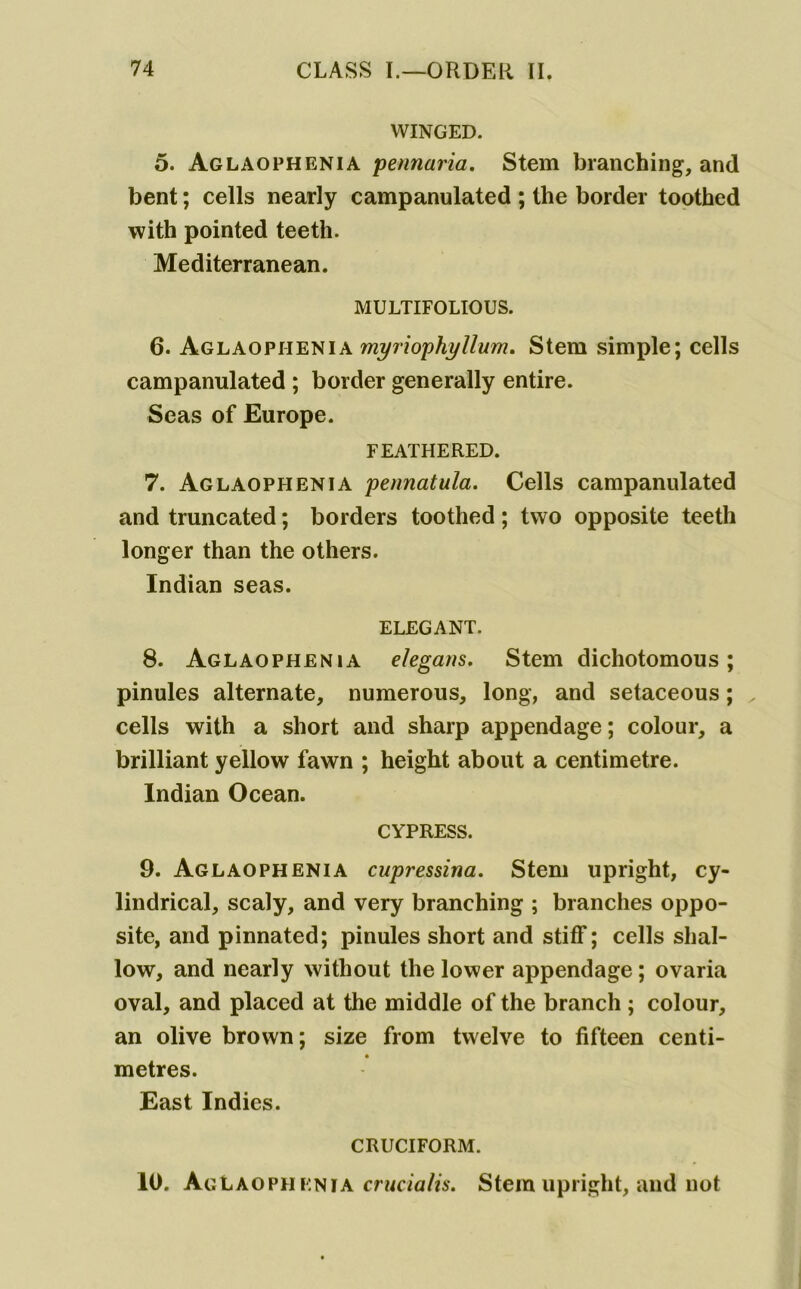 WINGED. 5. Aglaophenia pennaria. Stem branching, and bent; cells nearly campanulated ; the border toothed with pointed teeth. Mediterranean. MULTIFOLIOUS. 6. Aglaophenia myriophyllum. Stem simple; cells campanulated ; border generally entire. Seas of Europe. feathered. 7. Aglaophenia peunatula. Cells campanulated and truncated; borders toothed; two opposite teeth longer than the others. Indian seas. ELEGANT. 8. Aglaophenia elegans. Stem dichotomous; pinules alternate, numerous, long, and setaceous; cells with a short and sharp appendage; colour, a brilliant yellow fawn ; height about a centimetre. Indian Ocean. CYPRESS. 9. Aglaophenia cupressina. Stem upright, cy- lindrical, scaly, and very branching ; branches oppo- site, and pinnated; pinules short and stiff; cells shal- low, and nearly without the lower appendage; ovaria oval, and placed at the middle of the branch ; colour, an olive brown; size from twelve to fifteen centi- metres. East Indies. CRUCIFORM. 10. Aglaophenia crMc/a/?5. Stem upright, and not