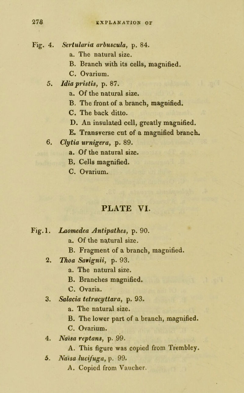 Fig. 4. 5. 6. Fig.l. 2. 3. 4. Sertularia arbuscula, p. 84. a. The natural size. B. Branch with its cells, magnified. C. Ovarium. Idia pristis, p. 87. a. Of the natural size. B. The front of a branch, magnified. C. The back ditto. D. An insulated cell, greatly magnified. E. Transverse cut of a magnified branch. Clytia urnigerUf p. 89. a. Of the natural size. B. Cells magnified. C. Ovarium. PLATE VI. Laomedea Antipathes, p. 90. a. Of the natural size. B. Fragment of a branch, magnified. Thoa Savignii, p. 93. a. The natural size. B. Branches magnified, C. Ovaria. Salacia Utracyttara^ p. 93. a. The natural size. B. The lower part of a branch, magnified. C. Ovarium. f Ndisa reptanSj p. 99. A. This figure was copied from Tfembley. Ndisa lucifuga, p. 99. A, Copied from Vaucher. 5.