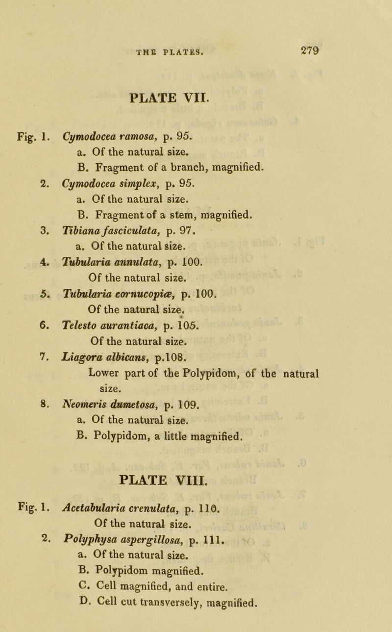 PLATE VII. Fig. 1. Cytnodocea ramosa, p. 95. a. Of the natural size. B. Fragment of a branch, magnified. 2. Cymodocea simplex^ p, 95. a. Of the natural size. B. Fragment of a stem, magnified. 3. Tibiana fasciculatOf p. 97. a. Of the natural size. 4. Tubularia annulataj p. 100. Of the natural size. 5. Tubularia cornucopi€e, p. 100. Of the natural size. 6. Telesto aurantiacay p. 105. Of the natural size. 7. Liagora albicans^ p.108. Lower part of the Polypidom, of the natural size. 8. Neomeris dumetosa^ p. 109. a. Of the natural size. B. Polypidom, a little magnified. PLATE VIII. Fig. 1. Acetabularia crenulata, p. 110. Of the natural size. 2. Polyphysa aspergillosaj p. 111. a. Of the natural size. B. Polypidom magnified. C. Cell magnified, and entire. D. Cell cut transversely, magnified.