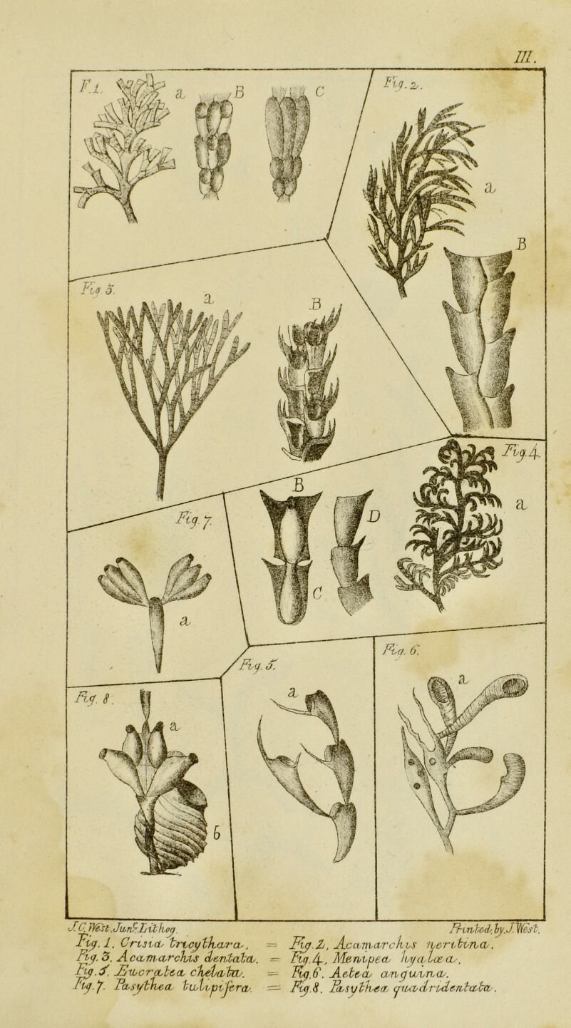 J. C.^Wst frvrvhd^. hy.J.Wst. Accvmarckhs iiertbtTici, ^_4-, MenvuecL lui/(vtoe Oy. Kg.k'. Ae-tecu a^Tvquyvn.CL. F^.8. Bi^sythea. (^luvdri/de.n^tcC'ba'. kFiy.l. Crt3td' trvcybKcbra^, Fly. 3. A ca^mctrcThis dentatou. Fj-iLcrobbtoL c'keL(vtiv. Fiij.'l. Fcisytkea. ‘buuitptjt.ra..