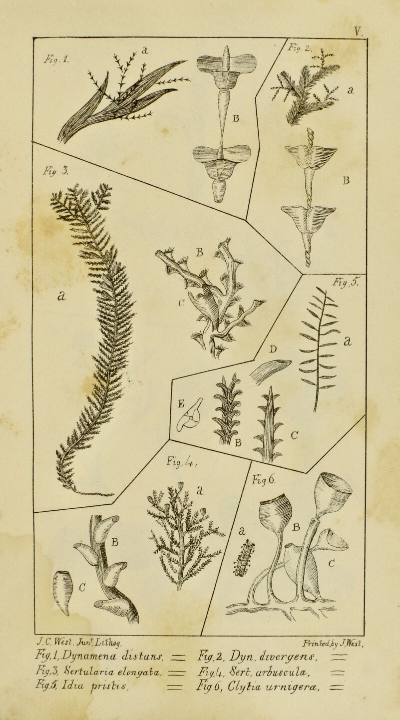 J.C, Wis^, JutJ^ Lllho^, J^rtntetl,by J,lfest, Fi(/,l,Dynamtna dis lans, — Ft^.2^, Dyn, diveryens’, zzz Ay,3, htrtularta elon^(tla., ~— Fic/Jy., ^erh, UThiiSculoL, Fiy.6, Idta jorishs, =ir Fig O, Clylta urmyerct, :=zi