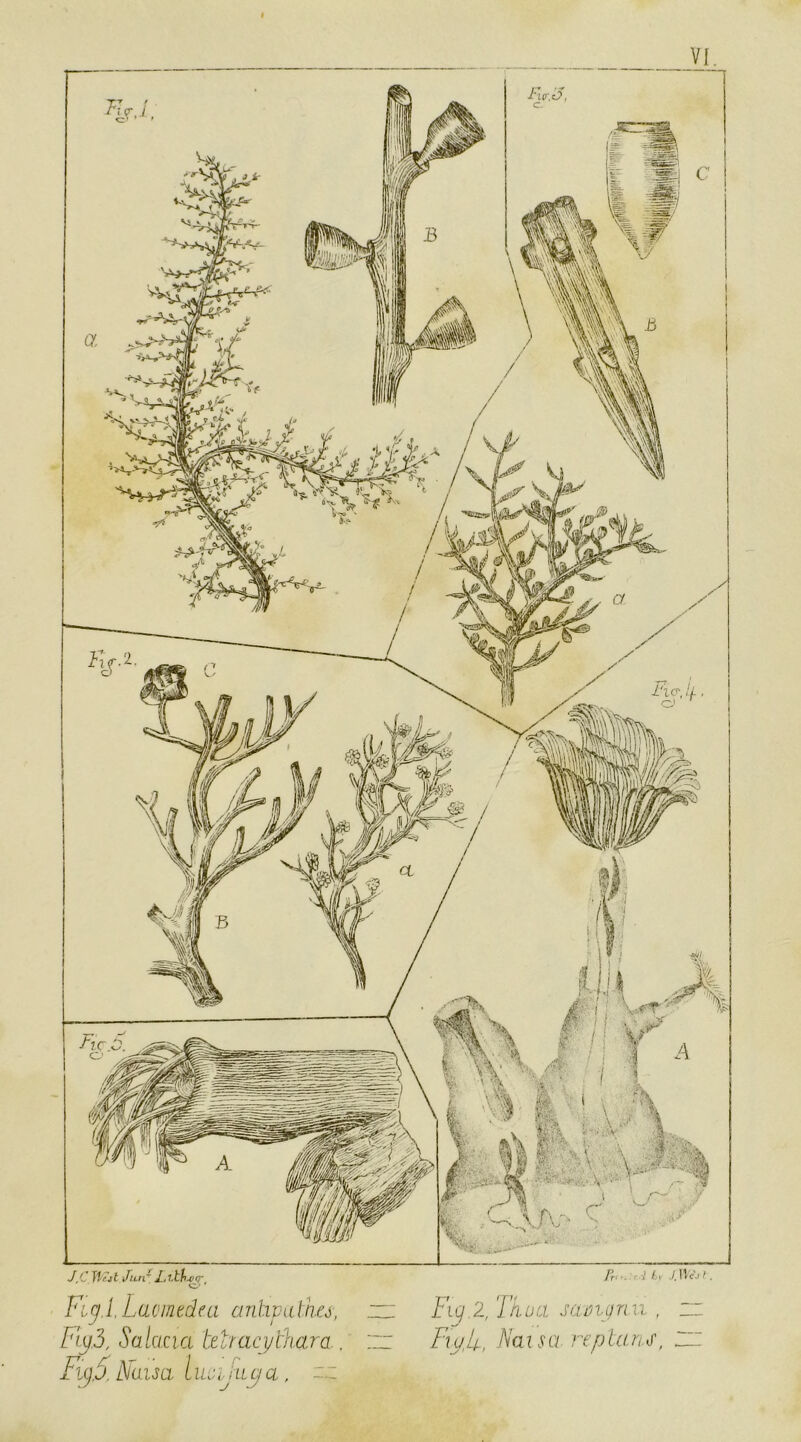 Fuj.lLacmtdea anlipulhes, Fi^3, Salacia tdmcyckara., zz Fi()5. ^u.ua luZiSiLpia, ~z Fig.2, Tn.ua sam.gmi , zz FiuU, Fat SCI replant, zz