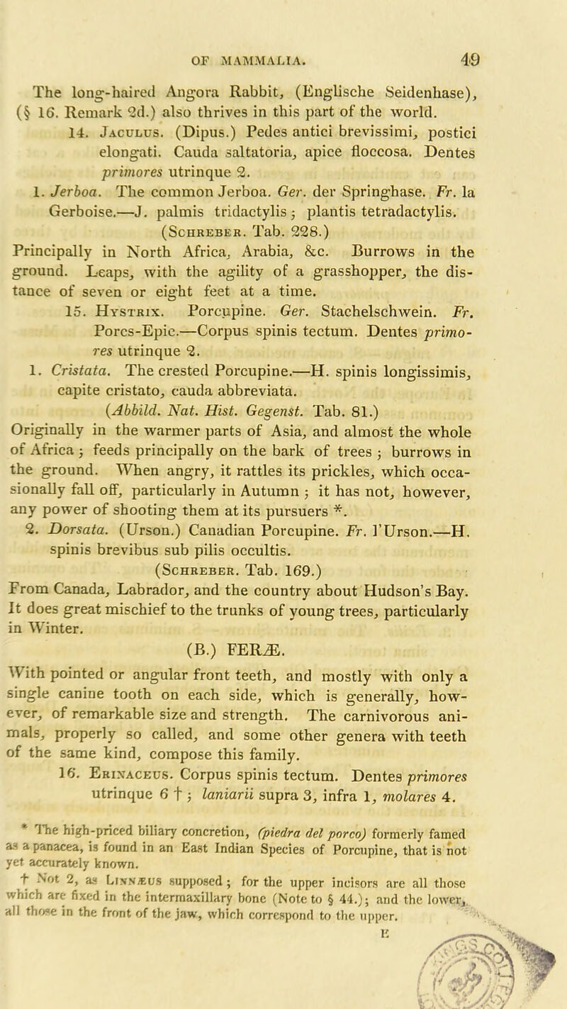 The long-haired Angora Rabbit, (Englische Seidenliase), (§ 16. Remark 2d.) also thrives in this part of the world. 14. Jaculus. (Dipus.) Pedes antiei brevissimi, postici elongati. Cauda saltatoria, apice floccosa. Dentes primores utrinque 2. 1. Jerboa. The common Jerboa. Ger. der Springhase. Fr. la Gerboise.—J. palmis tridactylis ; plantis tetradactylis. (Schreber. Tab. 228.) Principally in North Africa, Arabia, &c. Burrows in the ground. Leaps, with the agility of a grasshopper, the dis- tance of seven or eight feet at a time. 15. Hystrix. Porcupine. Ger. Stachelschwein. Fr. Porcs-Epie.—Corpus spinis tectum. Dentes primo- res utrinque 2. 1. Cristata. The crested Porcupine.—H. spinis longissimis, capite cristato, cauda abbreviata. (Abbild. Nat. Hist. Gegenst. Tab. 81.) Originally in the warmer parts of Asia, and almost the whole of Africa ; feeds principally on the bark of trees ; burrows in the ground. When angry, it rattles its prickles, which occa- sionally fall off, particularly in Autumn ; it has not, however, any power of shooting them at its pursuers *. 2. Dorsata. (Urson.) Canadian Porcupine. Fr. 1’Urson.—H. spinis brevibus sub pilis occultis. (Schreber. Tab. 169.) From Canada, Labrador, and the country about Hudson’s Bay. It does great mischief to the trunks of young trees, particularly in Winter. (B.) FERiE. W ith pointed or angular front teeth, and mostly with only a single canine tooth on each side, which is generally, how- ever, of remarkable size and strength. The carnivorous ani- mals, properly so called, and some other genera with teeth of the same kind, compose this family. 16. Erixaceus. Corpus spinis tectum. Dentes primores utrinque 6 f ; laniarii supra 3, infra 1, molares 4. 1 he high-priced biliary concretion, (piedra del porco) formerly famed as a panacea, is found in an East Indian Species of Porcupine, that is not yet accurately known. + Not 2, as Lixn/eus supposed; for the upper incisors are all those which are fixed in the intermaxillary bone (Note to § 44.); and the lower,, all those in the front of the jaw, which correspond to the upper. K