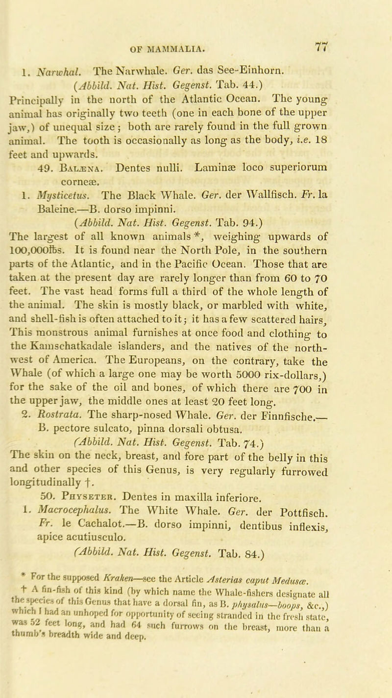 1. Narwhal. The Narwhale. Ger. das See-Einhorn. (Abbild. Nat. Hist. Gegenst. Tab. 44.) Principally in the north of the Atlantic Ocean. The young animal has originally two teeth (one in each bone of the upper jaw,) of unequal size; both are rarely found in the full grown animal. The tooth is occasionally as long as the body, i.e. 18 feet and upwards. 49. Baljena. Dentes nulli. Laminae loco superiorum corneae. 1. Mysticetus. The Black Whale. Ger. der Wallfisch. Fr. la Baleine.—B. dorso impinni. (Abbild. Nat. Hist. Gegenst. Tab. 94.) The largest of all known animals *, weighing upwards of 100,000lfes. It is found near the North Pole, in the southern parts of the Atlantic, and in the Pacific Ocean. Those that are taken at the present day are rarely longer than from 60 to 70 feet. The vast head forms full a third of the whole length of the animal. The skin is mostly black, or marbled with white, and shell-fish is often attached to it; it has a few scattered hairs. This monstrous animal furnishes at once food and clothing to the Kamschatkadale islanders, and the natives of the north- west of America. The Europeans, on the contrary, take the Whale (of which a large one may be worth 5000 rix-dollars,) for the sake of the oil and bones, of which there are 700 in the upper jaw, the middle ones at least 20 feet long. 2. Rostrata. The sharp-nosed Whale. Ger. der Finnfische. B. pectore sulcato, pinna dorsali obtusa. (Abbild. Nat. Hist. Gegenst. Tab. 74.) The skin on the neck, breast, and fore part of the belly in this and other species of this Genus, is very regularly furrowed longitudinally f. 50. Physeter. Dentes in maxilla inferiore. 1. Macrocephalus. The White Whale. Ger. der Pottfiscli. Fr. le Cachalot.—B. dorso impinni, dentibus inflexis, apice acutiusculo. (Abbild. Nat. Hist. Gegenst. Tab. S4.) For the supposed Kraken—see the Article Asterias caput Medusa. t A fin-fish of this kind (by which name the Whale-fishers designate all the speaes of this Genus that have a dorsal fin, as B. physalus—hoops, &c.,) winch I had an unhoped for opportunity of seeing stranded in the fresh state, wa3 o2 feet long, and had 64 such furrows on the breast, more than a thumb s breadth wide and deep.