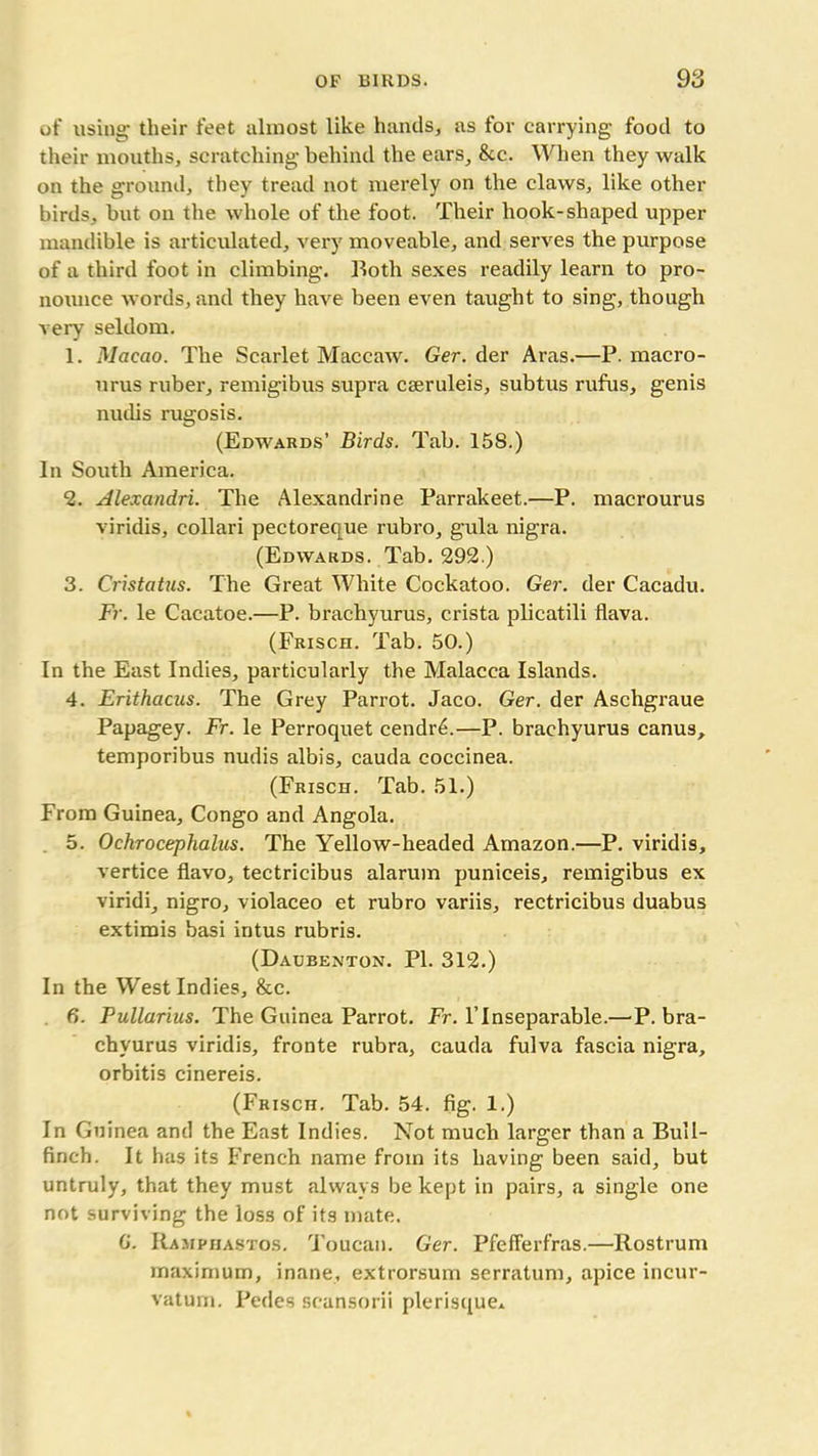 of using their feet almost like hands, as for carrying food to their mouths, scratching behind the ears, &c. When they walk on the ground, they tread not merely on the claws, like other birds, but on the whole of the foot. Their hook-shaped upper mandible is articulated, very moveable, and serves the purpose of a third foot in climbing. Both sexes readily learn to pro- nounce words, and they have been even taught to sing, though very seldom. 1. Macao. The Scarlet Maccaw. Ger. der Aras.—P. macro- nrus ruber, remigibus supra ceeruleis, subtus rufus, genis nudis rugosis. (Edwards’ Birds. Tab. 15S.) In South America. 2. Alexandri. The Alexandrine Parrakeet.—P. macrourus viridis, collari pectoreque rubro, gula nigra. (Edwards. Tab. 292.) 3. Cristatus. The Great White Cockatoo. Ger. der Cacadu. Fr. le Cacatoe.—P. brachyurus, crista plicatili flava. (Frisch. Tab. 50.) In the East Indies, particularly the Malacca Islands. 4. Erithacus. The Grey Parrot. Jaco. Ger. der Aschgraue Papagey. Fr. le Perroquet cendr6.—P. brachyurus canus, temporibus nudis albis, cauda coccinea. (Frisch. Tab. 51.) From Guinea, Congo and Angola. 5. Ochrocephalus. The Yellow-headed Amazon.—P. viridis, vertice flavo, tectricibus alarum puniceis, remigibus ex viridi, nigro, violaceo et rubro variis, rectricibus duabus extimis basi intus rubris. (Daubenton. PL 312.) In the West Indies, &c. 6. Pullarius. The Guinea Parrot. Fr. 1’Inseparable.—P. bra- chyurus viridis, fronte rubra, cauda fulva fascia nigra, orbitis cinereis. (Frisch. Tab. 54. fig. 1.) In Guinea and the East Indies. Not much larger than a Bull- finch. It has its French name from its having been said, but untruly, that they must always be kept in pairs, a single one not surviving the loss of its mate. G. Ramphastos. Toucan. Ger. Pfefferfras.—Rostrum maximum, inane, extrorsum serratum, apice incur- vaturn. Pedes scansorii plerisque*