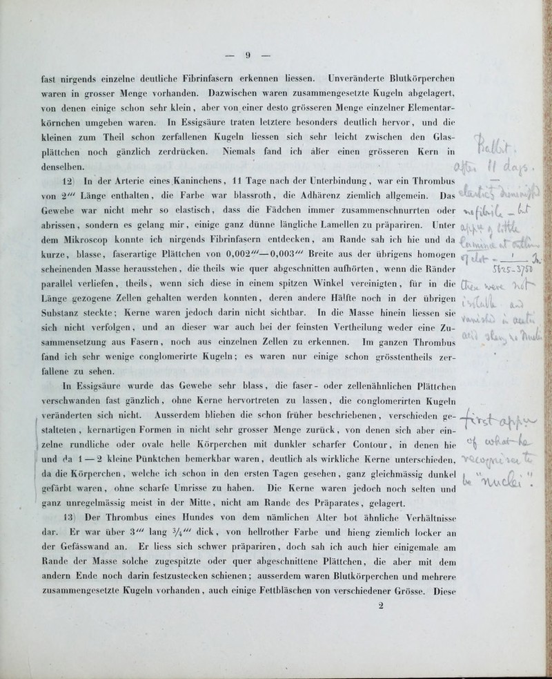 fast nirgends einzelne deutliche Fibrinfasern erkennen liessen. Unveranderle Blutkdrperchen waren in grosser Menge vorhanden. Dazwischen waren zusammengesetzte Kugeln abgelagert, von denen einige sclion sehr klein, aber von einer desto grdsseren Menge einzelner Elementar- kdrnchen umgeben waren. In Essigsaure traten letztere besonders deutlicli hervor, und die kleinen zum Theil sehon zerfallenen Kugeln liessen sieh sehr leieht zwischen den Glas- plattchen noeh ganzlich zerdriieken. Niemals fand ich ab'er einen grdsseren Kern in denselben. * 12) In der Arterie eines Kaninchens, 11 Tage nach der Unterbindung, war ein Thrombus von 2' Lange enthalten, die Farbe war blassroth, die Adhiirenz ziemlich allgemein. Das Gewebe war nicht mehr so elastisch, dass die Fadchen iminer zusanunenschnurrten oder abrissen, sondern es gelang mir, einige ganz diinne langliche Lamellen zu prapariren. Unter deni Mikroscop konnte ich nirgends Fibrinfasern entdecken, am Rande sah ich hie und da kurze, blasse, faserartige Plattchen von 0,002///—0,003' Breite aus der iibrigens homogen scheinenden Masse herausstehen, die theils wie quer abgeschnitten aufhorten, wenn die Rander Ui It i) i\TUk t'-Uvu V M parallel verliefen, theils, wenn sich diese in einem spitzen Winkel vereinigten, fiir in die (j , i Wl IvtH Lange gezogene Zellen gehalten werden konnten, deren andere Hiilfte noth in der iibrigen Substanz steckte; Kerne waren jedoch darin nicht sichtbar. In die Masse hinein liessen sie sich nicht verfolgen, und an dieser war auch bei der feinsten Yertheilung weder eine Zu- sammensetzung aus Fasern, noch aus einzelnen Zellen zu erkennen. Im ganzen Thrombus fand ich sehr wenige conglomerirte Kugeln; es waren nur einige schon grdsstentheils zer- fallcne zu sehen. In Essigsaure wurde das Gewebe sehr blass, die faser- oder zellenahnlichcn Plattchen verschwanden fast ganzlich, ohne Kerne hervortreten zu lassen, die conglomerirten Kugeln veranderten sich nicht. Ausserdem blieben die schon fruher beschriebenen, verschieden ge- -Xj-r -L stalteten , kernartigen Formen in nicht sehr grosser Menge zuriick, von denen sich aber ein- ’ zelne rundliche oder ovale helle Kdrperchen mit dunkler scharfer Contour, in denen hie ~(j ! - und da 1 — 2 kleine Piinktchen bemerkbar waren, deutlich als wirkliche Kerne unterschieden, da die Kdrperchen, welche ich schon in den ersten Tagen gesehen, ganz gleichmassig dunkel i w 1 ° ° ~ y, i. ■ • gefarbt waren, ohne scharfe Umrisse zu haben. Die Kerne waren jedoch noch selten und ganz unregelmassig meist in der Mitte, nicht am Rande des Praparates, gelagert. 13) Der Thrombus eines Hundes von dem namlichen Alter bot ahnliche Yerhaltnisse dar. Er war iiber 3' lang 3/i//y dick, von hellrother Farbe und hieng ziemlich locker an der Gefasswand an. Er Hess sich schwer prapariren, doch sah ich auch hier einigemale am Rande der Masse solche zugespitzte oder quer abgeschnittene Plattchen, die aber mit dem andern Ende noch darin festzustecken schienen; ausserdem waren Blutkdrperchen und mehrere zusammengesetzte Kugeln vorhanden, auch einige Fettldasehen von verschiedener Grosse. Diese