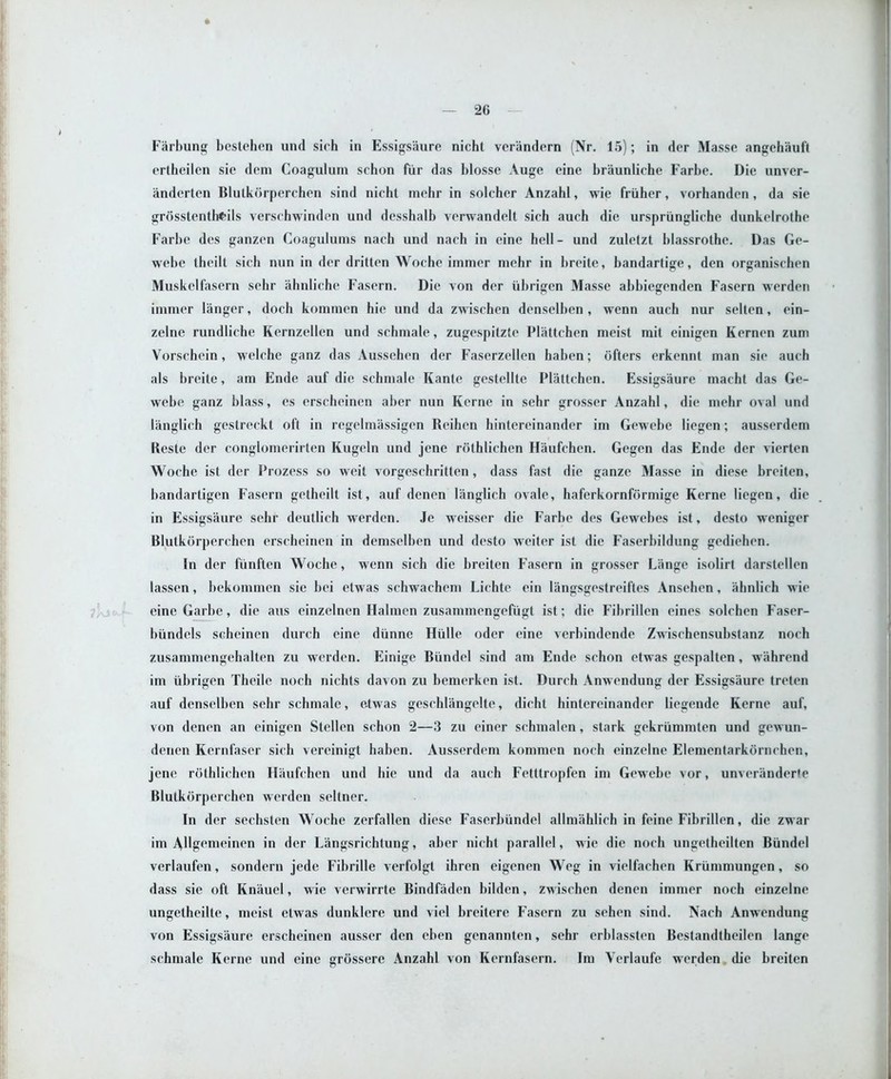 Farbung bcstehen und sich in Essigsaure nicht verandern (Nr. 15); in dor Masse angehauft ertheilen sie deni Coaguluin schon fur das blosse Auge eine braunliche Farbe. Die unver- anderten Blutkdrperchen sind nicht inchr in solchcr Anzahl, wie friiher, vorhanden , da sie grdsstentlrf'ils yerschwinden und desshalb verwandelt sich auch die urspriingliche dunkelrothe Farbe des ganzen Coagulums nach und nach in eine bell- und zuletzt blassrothe. Das Ge- webe theilt sich nun in der dritten Woche immer niehr in breitc, bandartige, den organischen Muskelfasern sehr ahnliche Fasern. Die yon der iibrigen Masse abbiegenden Fasern werden immer langer, doch kommen hie und da zwischen denselben, wenn auch nur selten, ein- zelne rundliche Kernzellcn und schmale, zugespitzte Plattchen meist mit einigen Kernen zuni Vorschein, welche ganz das Aussehen der Faserzellen haben; dfters erkennt man sie auch als breite, am Ende auf die schmale Kante gestellte Plattchen. Essigsaure macht das Ge- webe ganz blass, cs erscheinen aber nun Kerne in sehr grosser Anzahl, die mehr oyal und langlich gestreckt oft in regelmassigen Reihen hintereinander im Gewebe liegen; ausserdem Reste der conglomerirten Kugeln und jene rothlichen Haufchen. Gegen das Ende der yierten Woche ist der Prozess so weit vorgeschritten, dass fast die ganze Masse in diese breiten, bandartigen Fasern getheilt ist, auf denen langlich ovale, haferkornformige Kerne liegen, die in Essigsaure sehr deutlich wrerden. Je weisser die Farbe des Gewebes ist, desto weniger Blutkiirperchen erscheinen in demselben und desto weiter ist die Faserbildung gediehen. In der fiinften Woche, wenn sich die breiten Fasern in grosser Lange isolirt darstellen lassen, bekommen sie bei etwas schwachem Lichte ein langsgestreiftes Ansehen, ahnlich wie eine Garbe, die aus einzelncn Halmen zusammengefugt ist; die Fibrillen eines solchen Faser- biindels scheinen durch eine diinne Hiille odcr eine verbindende Zwischensubstanz noch zusammengehalten zu werden. Einige Biindel sind am Ende schon etwas gespalten , wahrend im iibrigen Theile noch nichts dayon zu bemerken ist. Durch Anwendung der Essigsaure treten auf denselben sehr schmale, etwas geschliingelte, dicht hintereinander liegende Kerne auf, von denen an einigen Stellen schon 2—3 zu einer schmalen, stark gekriimmten und gewun- denen Kcrnfaser sich vereinigt haben. Ausserdem kommen noch einzelne Elementarkornchen, jene rothlichen Haufchen und hie und da auch Fetttropfen im Gewebe vor, unveranderte Blutkdrperchen werden seltner. In der sechsten Woche zerfallen diese Faserbiindel allmahlich in feine Fibrillen, die zwar im AUg^nieinen in der Langsrichtung, aber nicht parallel, wie die noch ungetheilten Biindel verlaufen, sondern jede Fibrille verfolgt ihren eigenen Weg in vielfachen Kriimmungen, so dass sie oft Kniiucl, wie verwirrte Bindfaden bilden, zw ischen denen immer noch einzelne ungetheilte, meist etwas dunklere und viel breitere Fasern zu sehen sind. Nach Anwendung von Essigsaure erscheinen ausser den eben genannten, sehr erblassten Bestandtheilen lange schmale Kerne und eine grdssere Anzahl von Kernfasern. Im Verlaufc werden die breiten