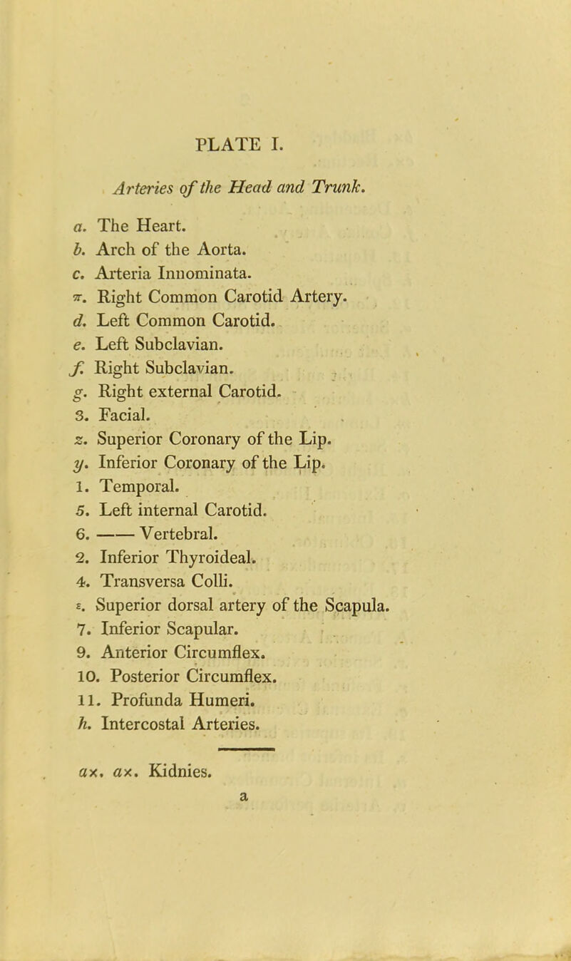 PLATE I. Arteries of the Head and Trunk. a. The Heart. • ^ b. Arch of the Aorta. c. Ajrteria Innominata. 5T. Right Common Carotid Artery. d. Left Common Carotid. e. Left Subclavian. f. Right Subclavian. . Right external Carotid. ~ . Facial. z. Superior Coronary of the Lip. y. Inferior Coronary of the Lip. 1. Temporal. 5. Left internal Carotid. 6. Vertebral. 2. Inferior Thyroideal. 4. Transversa Colli. • * H. Superior dorsal artery of the Scapula. 7. Inferior Scapular. 9. Anterior Circumflex. 10. Posterior Circumflex. 11. Profunda Humeri. h. Intercostal Arteries. ax, ax. Kidnies. a