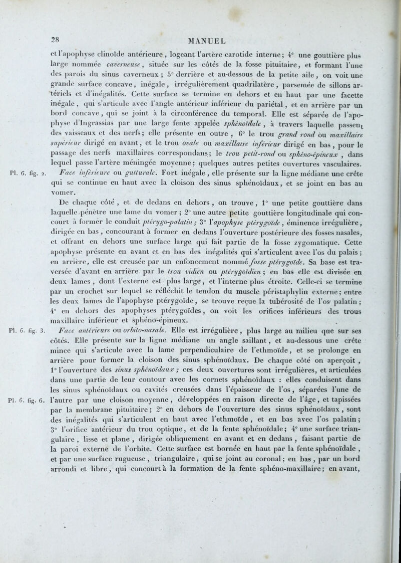 et l’apophyse clinokle antérieure , logeant l’artère carotide interne ; 4“ une gouttière plus large nommée caverneuse, située sur les côtés de la fosse pituitaire, et formant l’une des parois du sinus caverneux ; 5 derrière et au-dessous de la petite aile , on voit une grande surface concave, inégale, irrégulièrement quadrilatère , parsemée de sillons ar- tériels et d’inégalités. Cette surface se termine en dehors et en haut par une facette inégale , qui s’articule avec l’angle antérieur inférieur du pariétal, et en arrière par un bord concave , qui se joint à la circonférence du temporal. Elle est séparée de l’apo- physe d’Ingrassias par une large fente appelée sphénoïdale , à travers laquelle passent des vaisseaux et des nerfs ; elle présente en outre , 6“ le trou grand rond ou maxillaire supérieur dirigé en avant, et le trou ovale ou maxillaire inférieur dirigé en bas , pour le passage des nerfs maxillaires correspondans ; le trou petit-rond o\i sphéno-épineux , dans lequel passe l’artère méningée moyenne ; quelques autres petites ouvertures vasculaires. PI. 6. fig. 2. Face inférieure ou gutturale. Fort inégale, elle présente sur la ligne médiane une crête qui se continue en haut avec la cloison des sinus sphénoïdaux, et se joint en bas au vomer. De chaque côté , et de dedans en dehors , on trouve, 1® une petite gouttière dans laquelle pénètre une lame du vomer; 2® une autre petite gouttière longitudinale qui con- court a former le conduit pténjgo-palatin ; 3® \apophyse ptérygoide , éminence irrégulière , dirigée en bas , concourant à former en dedans l’ouverture postérieure des fosses nasales, et offrant en dehors une surface large qui fait partie de la fosse zygomatique. Cette apophyse présente en avant et en bas des inégalités qui s’articulent avec l’os du palais ; en arrière, elle est creusée par un enfoncement nommé fosse ptérygoide. Sa base est tra- versée d’avant en arrière par le trou vidicn ou ptérygoidien ; eu bas elle est divisée en deux lames , dont l’externe est plus large, et l’interne plus étroite. Celle-ci se termine par un crochet sur lequel se réfléchit le tendon du muscle péristaphylin externe; entre les deux lames de l’apophyse ptérygoide, se trouve reçue la tubérosité de l’os palatin; 4“ en dehors des apophyses pterygoïdes, on voit les orifices inférieurs des trous maxillaire inférieur et sphéno-épineux. PI. 6. fig. 3. Face antérieure ou orhito-nasale. Elle est irrégulière , plus large au milieu que sur ses côtés. Elle présente sur la ligne médiane un angle saillant, et au-dessous une crête mince qui s’articule avec la lame perpendiculaire de l’ethmoïde, et se prolonge en arrière pour former la cloison des sinus sphénoïdaux. De chaque côté on aperçoit , 1® l’ouverture des sinus sphénoïdaux ; ces deux ouvertures sont irrégulières, et articulées dans une partie de leur contour avec les cornets sphénoïdaux : elles conduisent dans les sinus sphénoïdaux ou cavités creusées dans l’épaisseur de l’os, séparées l’une de PI. f>. fig. 6. l’autre par une cloison moyenne, développées en raison directe de l’àge, et tapissées par la membrane pituitaire ; 2® en dehors de l’ouverture des sinus sphénoïdaux, sont des inégalités qui s’articulent en haut avec l’ethmoïde , et en bas avec l’os palatin ; 3® l’orifice antérieur du trou optique, et de la fente sphénoïdale; 4® une surface trian- gulaire , lisse et plane , dirigée obliquement en avant et en dedans , faisant partie de la paroi externe de l’orbite. Cette surface est bornée en haut par la fente sphénoïdale , et par une surface rugueuse , triangulaire , qui se joint au coronal ; en bas , par un bord arrondi et libre, qui concourt à la formation de la fente sphéno-maxillaire ; en avant.