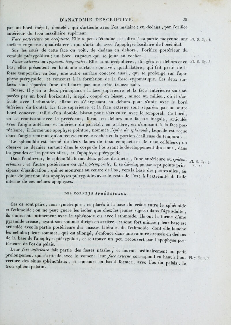 par un bord inégal, dentelé , qui s’articule avec l’os malaire ; en dedans , par l’orifice antérieur du trou maxillaire supérieur. Face postérieure ou occipitale. Elle a peu d’étendue , et offre à sa partie moyenne une surface rugueuse, quadrilatère, qui s’articule avec l’apophyse basilaire de l’occipital. Sur les côtés de cette face on voit, de dedans en dehors , l’orifice postérieur du conduit ptérygoïdien ; un bord rugueux qui se joint au rocher. Faces externes ou zygomato-temporales. Elles sont irrégulières, dirigées en dehors et en bas ; elles présentent en haut une surface concave , quadrilatère , qui fait partie de la fosse temporale ; en bas , une autre surface concave aussi , qui se prolonge sur l’apo- physe ptérygoïde, et concourt à la formation de la fosse zygomatique. Ces deux sur- faces sont séparées l’une de l’autre par une crête transversale. Bords. Il y en a deux principaux : la face supérieure et la face antérieure sont sé- parées par un bord horizontal, inégal, coupé en biseau , mince au milieu, où il s’ar- ticule avec l’ethmoïde, allant en s’élargissant en dehors pour s’unir avec le bord inférieur du frontal. La face supérieure et la face externe sont séparées par un autre bord concave , taillé d’un double biseau pour s’articuler avec le temporal. Ce bord , en se réunissant avec le précédent, forme en dehors une facette inégale , articulée avec l’angle antérieur et inférieur du pariétal ; en arrière , en s’unissant à la face pos- térieure, il forme une apophyse pointue, nommée X épine élu sphénoïde, laquelle est reçue dans l’angle rentrant qu’on trouve entre le rocher et la portion écailleuse du temporal. Le sphénoïde est formé de deux lames de tissu compacte et de tissu celluleux ; on observe ce dernier surtout dans le corps de l’os avant le de’veloppement des sinus , dans les grandes et les petites ailes , et l’apophyse ptérygoïde. Dans l’embryon , le sphénoïde forme deux pièces distinctes , l’une antérieure ou sphéno- wbitaire , et l’autre postérieure ou sphéno-temporale. Il se développe par sept points prin- cipaux d’ossification , qui se montrent au centre de l’os , vers la base des petites ailes , au point de jonction des apophyses ptérygoïdes avec le reste de l’os ; à l’extrémité de l’aile interne de ces mêmes apophyses. PI. 6. fig. PI. G. fig. 5 PI. 6. fig. 9, 10, II. DES CORNETS SPHENOÏDAUX- Ces OS sont pairs, non symétriques , et placés à la base du crâne entre le sphénoïde et l’ethmoïde ; on ne peut guère les isoler que chez les jeunes sujets : dans l’âge adulte ils s’unissent intimement avec le sphénoïde ou avec l’ethmoïde. Ils ont la forme d’une pyramide creuse , ayant son sommet dirigé en arrière , et sont fort minces ; leur base est articulée avec la partie postérieure des masses latérales de l’ethmoïde dont elle bouche les cellules ; leur sommet, qui est allongé, s’enfonce dans une rainure creusée en dedans de la base de l’apophyse ptérygoïde, et se trouve un peu recouvert par l’apophyse pos- térieure de l’os du palais. Leur/<rce inférieure fait partie des fosses nasales, et fournit ordinairement un petit prolongement qui s’articule avec le vomer ; leur face externe correspond en haut à l’ou- Pl.-.f^.- 6 verture des sinus sphénoïdaux, et concourt en bas à former, avec l’os du palais le trou sphéno-palatin. ’