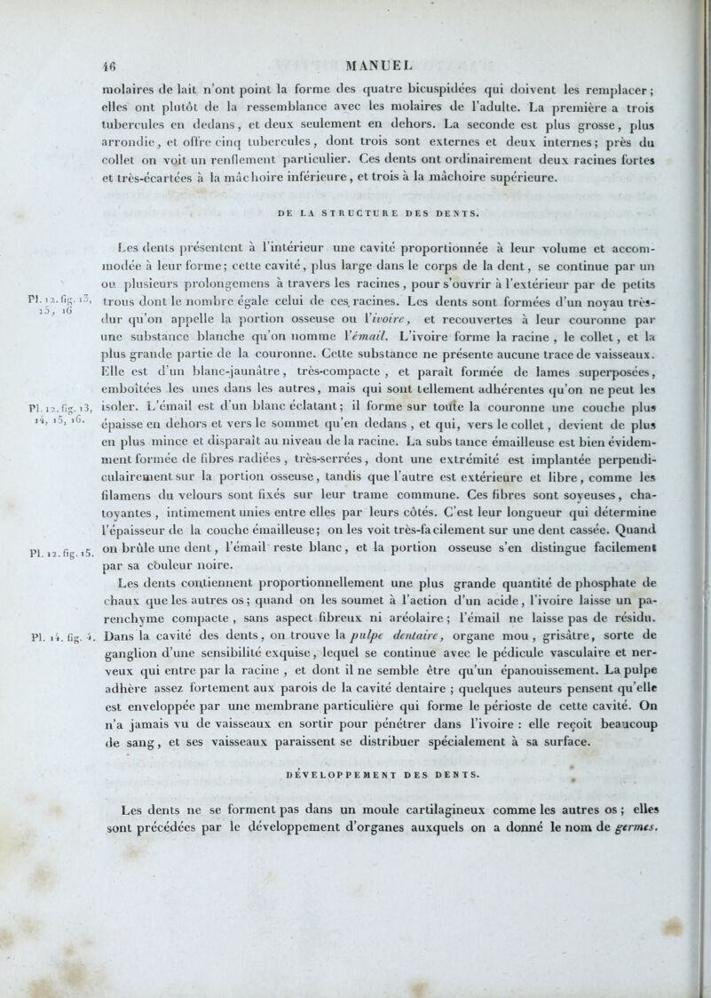 Pl.i: i5 Pl.i •4, PI. I PI. molaires de lait n’ont point la forme des quatre bicuspidées qui doivent les remplacer ; elles ont plutôt de la ressemblance avec les molaires de l’adulte. La première a trois tubercules en dedans, et deu.v seulement en dehors. La seconde est plus grosse, plus arrondie, et offre cim[ tubercules, dont trois sont externes et deux internes; près du collet on voit un renflement particulier. Ces dents ont ordinairement deux racines fortes et très-écartées à la mâchoire inférieure, et trois à la mâchoire supérieure. DE L.C STRUCTURE DES DENTS. Les dents présentent à l’intérieur une cavité proportionnée à leur volume et accom- modée à leur forme ; cette cavité, plus large dans le corps de la dent, se continue par un ou plusieurs prolongemens à travers les racines , pour s’ouvrir à l’extérieur par de petits .fig. i3, trous dont le nombre égale celui de ces, racines. Les dents sont formées d’un noyau très- dur qu’on appelle la portion osseuse ou ivoire, et recouvertes à leur couronne par une substance blanche qu’on nomme \émail. L’ivoire forme la racine , le collet, et la plus grande partie de la couronne. Cette substance ne présente aucune trace de vaisseaux. Elle est d’un blanc-jaunâtre, très-compacte, et paraît formée de lames superposées, emboîtées les unes dans les autres, mais qui sont tellement adhérentes (ju’on ne peut les 2.fig. i3, isoler. L’émail est d’un blanc éclatant ; il forme sur toilte la couronne une couche plus épaisse en dehors et vers le sommet qu’en dedans , et qui, vers le collet, devient de plus en plus mince et disparaît au niveau de la racine. La suhs tance émailleuse est bien évidem- ment formée de fdares radiées , ti’ès-serrées, dont une extrémité est implantée perpendi- culairement sur la portion osseuse, tandis que l’autre est extérieure et libre, comme les fîlamens du velours sont fixés sur leur trame commune. Ces fibres sont soyeuses, cha- toyantes , intimement unies entre elles par leurs côtés. C’est leur longueur qui détermine l’épaisseur de la couche émailleuse; on les voit très-facilement sur une dent cassée. Quand 2 fjg ,5 on brûle une dent, l’émail reste blanc, et la portion osseuse s’en distingue facilement par sa cbuleur noire. Les dents contiennent proportionnellement une plus grande quantité de phosphate de chaux que les autres os ; quand on les soumet à l’action d’un acide, l’ivoire laisse un pa- renchyme compacte , sans aspect fibreux ni aréolaire ; l’émail ne laisse pas de résidu. i4. (ig. 1. Dans la cavité des dents, on trouve la pulpe dentaire, organe mou, grisâtre, sorte de ganglion d’une sensibilité exquise, lequel se continue avec le pédicule vasculaire et ner- veux qui entre par la racine , et dont il ne semble être qu’un épanouissement. La pulpe adhère assez fortement aux parois de la cavité dentaire ; quelques auteurs pensent qu’elle est enveloppée par une membrane particulière qui forme le périoste de cette cavité. On n’a jamais vu de vaisseaux en sortir pour pénétrer dans l’ivoire : elle reçoit beaucoup de sang, et ses vaisseaux paraissent se distribuer spécialement à sa surface. DEVELOPPEMENT DES DENTS. Les dents ne se forment pas dans un moule cartilagineux comme les autres os ; elles sont précédées par le développement d’organes auxquels on a donné le nom de germes.
