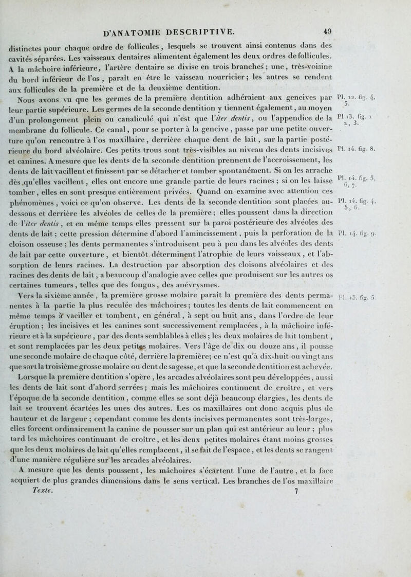 distinctes pour chaque ordre de follicules , lesquels se trouvent ainsi contenus dans des cavités séparées. Les vaisseaux dentaires alimentent également les deux ordres de follicules. A la mâchoire inférieure, l’artère dentaire se divise en trois branches ; une, très-voisine du bord inférieur de l’os , paraît en être le vaisseau nourricier ; les autres se rendent aux follicules de la première et de la deuxième dentition. Nous avons, vu que les germes de la première dentition adhéraient aux gencives par leur partie supérieure. Les germes de la seconde dentition y tiennent également, au moyen d’un prolongement plein ou canaliculé qui n’est que Viler denlis, ou l’appendice de la membrane du follicule. Ce canal, pour se porter à la gencive , passe par une petite ouver- ture qu’on rencontre à l’os maxillaire, derrière chaque dent de lait, sur la partie posté- rieure du bord alvéolaire. Ces petits trous sont très-visibles au niveau des dents incisives et canines. A mesure que les dents de la seconde dentition prennent de l’accroissement, les dents de lait vacillent et finissent par se détacher et tomber spontanément. Si on les arrache dès .qu’elles vacillent, elles ont encore une grande partie de leurs racines ; si on les laisse tomber, elles en sont presque entièrement privées. Quand on examine avec attention ces phénomènes , voici ce qu’on observe. Les dents de la seconde dentition sont placées au- dessous et derrière les alvéoles de celles de la première ; elles poussent dans la direction de Viter denlis , et en même temps elles pressent sur la paroi postérieure des alvéoles des dents de lait ; cette pression détermine d’abord Tamincissement, puis la perforation de la cloison osseuse ; les dents permanentes s’introduisent peu à peu dans les alvéoles des dents de lait par cette ouverture , et bientôt déterminent l’atrophie de leurs vaisseaux , et l’ab- sorption de leurs racines. La destruction par absorption des cloisons alvéolaires et des racines des dents de lait, a beaucoup d’analogie avec celles que produisent sur les autres os certaines tumeurs, telles que des foiigus , des anévrysmes. Vers la sixième année , la première grosse molaire paraît la première des dents perma- nentes à la partie la plus reculée des mâchoires ; toutes les dents de lait commencent en même temps àf vaciller et tombent, en général, à sept ou huit ans, dans l’ordre de leur éruption ; les incisives et les canines sont successivement remplacées, à la mâchoire infé- rieure et à la supéi:ieure , par des dents semblables à elles ; les deux molaires de lait tombent, et sont l’emplacées par les deux petitgs molaires. Vers l’âge de dix ou douze ans, il pousse une seconde molaire de chaque côté, derrièi'e la première; ce n’est qu’à dix-huit ou vingt ans que sort la troisième grosse molaire ou dent de sagesse, et que la seconde dentition est achevée. Lorsque la première dentition s’opère , les arcades alvéolaires sont peu développées, aussi les dents de lait sont d’abord serrées ; mais les mâchoires continuent de croître, et vers l’époque de la seconde dentition, comme elles se sont déjà beaucoup élargies, les dents de lait se trouvent écartées les unes des autres. Les os maxillaires ont donc acquis plus de hauteur et de largeur ; cependant comme les dents incisives permanentes sont très-larges, elles forcent ordinairement la canine de pousser sur un plan qui est antérieur au leur ; plus tard les mâchoires continuant de croître, et les deux petites molaires étant moins grosses que les deux molaires de lait qu’elles remplacent, il se fait de l’espace , et les dents se rangent d’une manière régulière sur les arcades alvéolaires. A mesure que les dents poussent, les mâchoires s’écartent l’une de l’autre , et la face acquiert de plus grandes dimensions dans le sens vertical. Les branches de l’os maxillaire Texte. 7 PI. 12. n«. b 5. ° PI i3. fig. I 2, 3. PI. >4, fig. 8. PI. i4. fig. 5, G, :• PI. i4. fig, 5, 6. PI. i'\. fig. f).