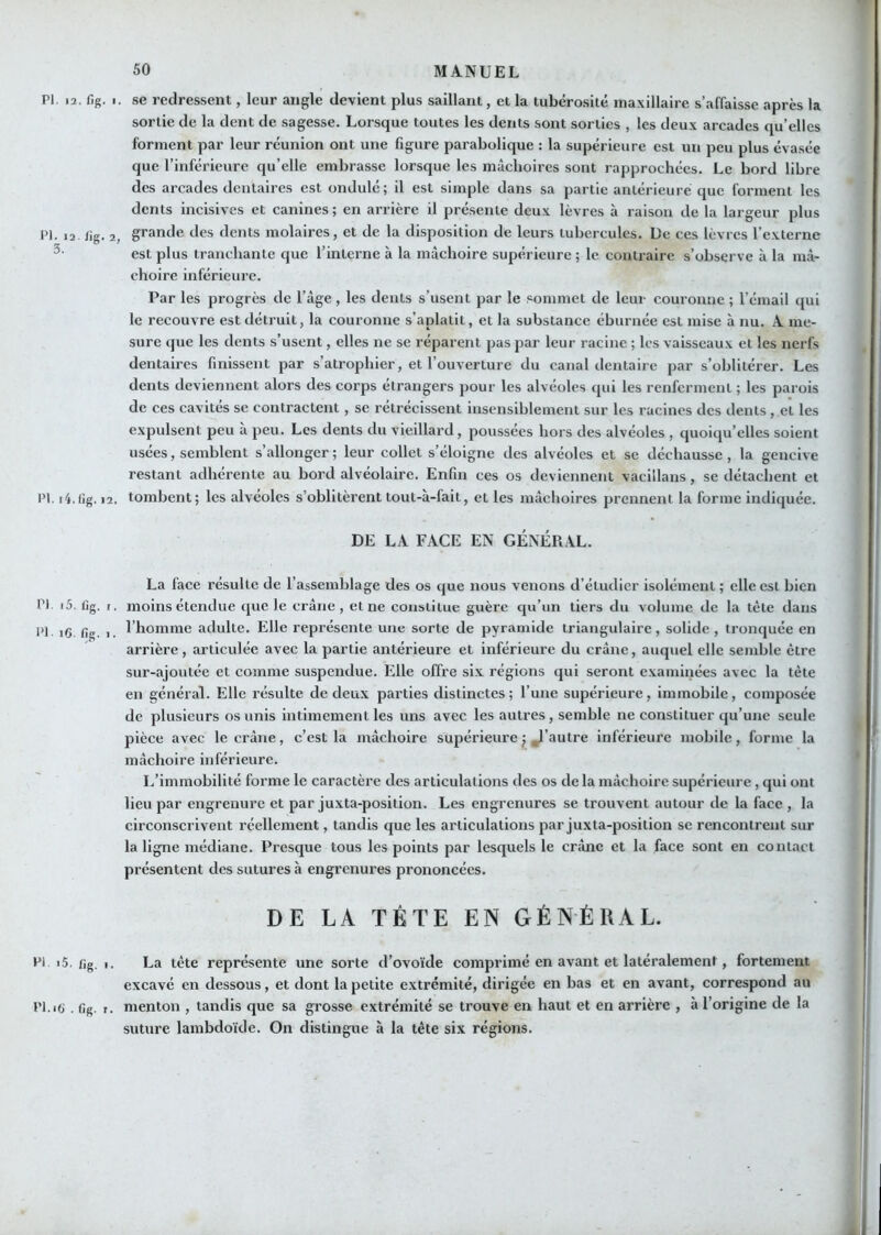 PI. 13. fig. I. se redressent, leur angle devient plus saillant, et la tubérosité maxillaire s’affaisse après la sortie de la dent de sagesse. Lorsque toutes les dents sont sorties , les deux arcades qu’elles forment par leur réunion ont une figure parabolique : la supérieure est un peu plus évasée que l’inférieure qu’elle embrasse lorsque les mâchoires sont rapprochées. Le bord libre des arcades dentaires est ondulé; il est simple dans sa partie antérieure que forment les dents incisives et canines ; en arrière il présente deux lèvres à raison de la largeur plus PI. 12 /ig. 2, grande des dents molaires, et de la disposition de leurs tubercules. De ces lèvres l’externe est plus tranchante que l’interne à la mâchoire supérieure ; le contraire s’observe à la mâ- choire inférieure. Par les progrès de l’âge, les dents s’usent par le .«ommet de leur couronne ; l’émail qui le recouvre est détruit, la couronne s’aplatit, et la substance éburnée est mise à nu. A me- sure que les dents s’usent, elles ne se réparent pas par leur racine ; les vaisseaux et les nerfs dentaires finissent par s’atrophier, et l’ouverture du canal dentaire par s’oblitérer. Les dents deviennent alors des corps étrangers pour les alvéoles ejui les renferment ; les parois de ces cavités se contractent, se rétrécissent insensiblement sur les racines des dents , et les expulsent peu a peu. Les dents du vieillard, poussées hors des alvéoles , quoiqu’elles soient usées, semblent s’allonger; leur collet s’éloigne des alvéoles et se déchausse, la gencive restant adhérente au bord alvéolaire. Enfin ces os deviennent vacillans, se détachent et PI. li.fig. 12. tombent; les alvéoles s’oblitèrent tout-à-fait, et les mâchoires prennent la forme indiquée. DE LA FACE EN GÉNÉRAL. La face résulte de l’assemblage des os que nous venons d’étudier isolément ; elle est bien PI i5. lig. r. moins étendue que le crâne, et ne constitue guère qu’un tiers du volume de la tète dans PI i6. fig. 1. l’homme adulte. Elle repi’ésente une sorte de pyramide triangulaire, solide, tronquée en arrière , articulée avec la partie antérieure et inférieure du crâne, auquel elle semble être sur-ajoiitée et comme suspendue. Elle offre six régions qui seront examinées avec la tète en général. Elle résulte de deux parties distinctes; l’une supérieure, immobile, composée de plusieurs os unis intimement les uns avec les autres, semble ne constituer qu’une seule pièce avec le crâne, c’est la mâchoire supérieure j ^l’autre inférieure mobile, forme la mâchoire inférieure. L’immobilité forme le caractère des articulations des os de la mâchoire supérieure, qui ont lieu par engrenure et par juxta-position. Les engrenures se trouvent autour de la face , la circonscrivent réellement, tandis que les articulations par juxta-position se rencontrent sur la ligne médiane. Presque tous les points par lesquels le crâne et la face sont en contact présentent des sutures à engrenures prononcées. DE LA TÈTE EN GÉNÉRAL. PI '5. fig, I. La tête représente une sorte d’ovoïde comprimé en avant et latéralement, fortement excavé en dessous, et dont la petite extrémité, dirigée en bas et en avant, correspond au Pl.ifi . fig. r. menton , tandis que sa grosse extrémité se trouve en haut et en arrière , à l’origine de la suture lambdoïde. On distingue à la tête six régions.