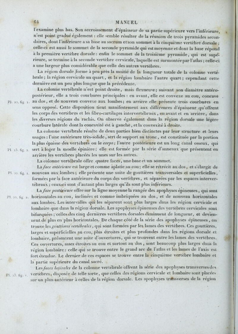 1 examine plus bas. Son accroissement d épaisseur de sa partie supérieure vers l'inférieure • n est point gradue egalement : elle semble résulter de la reunion de trois pyramides secon- daires, dont l’inférieure a sa base au sacrum et son sommet à la cinquième vertèbre dorsale ; celle-ci est aussi le sommet de la seconde pyramide qui est moyenne et dont la base répond à la première vertèbre dorsale : enfin le sommet de la troisième pyramide, qui est supé- rieure, se termine à la seconde vertèbre cervicale, laquelle est surmontée par l’atlas ; celle-ci a une largeur plus considérable que celle des autres vertèbres. La région dorsale forme à peu près la moitié de la longueur totale de la colonne verté- brale ; la région cervicale un quart, et la région lombaire l’autre quart; cependant cette dernière est un peu plus longue que la précédente. La colonne vertébrale n’est point droite , mais flcxueu‘'e ; suivant son diamètre antéro- postérieur, elle a trois courbures principales : en avant, elle est convexe au cou, concave JPa.2?.. 1. au dos, et de nouveau convexe aux lombes; en arrière elle présente trois courbures en sens opposé. Celte disposition tient manifestement aux différences d’épaisseur qu’offrent les corps des vertèbres et les fibro-cartilages intervertébraux , en avant et en arrière, dans les diverses régions du rachis. On observe également dans la région dorsale une légère courbure latérale dont la concavité est à gauche, et la convexité à droite. La colonne vertébrale résulte de deux parties bien distinctes par leur structure et leurs usages : l’une antérieure très-solide , sert de support au tronc , est constituée par la portion la plus épaisse des vertèbres ou le corps i l’autre postérieure est un long canal osseux, qui l’I 2;î. fi«. 2. sert à loger la moelle épinière; elle est formée par la série d’anneaux que présentent en arrière les vertèbres placées les unes sur les autres. La colonne vertébrale offre quatre faces, une base et un sommet. La face antérieure est large et comme aplatie au cou ; elle se rétrécit au dos, et s’élargit de PI. 22. fig. I. nouveau aux lombes; elle présente une suite de gouttières transversales et superficielles, formées par la face antérieure du corps des vertèbres, et séparées par les espaces interver- tébraux ; ceux-ci sont d’autant plus larges qu’ils sont plus inférieurs. hz face postérieure offre sur la ligne moyenne la rangée des apophyses épineuses, qui sont JM. 22. tig. 2. horizontales au cou, inclinées et comme imbriquées au dos, et de nouveau horizontales aux lombes. Les intervalles qui les séparent sont plus larges dans les région cervicale et lombaire que dans la région dorsale. Les apophyses épineuses des vertèbres cervicales sont bifurquées ; celles des cinq dernières vertèbres dorsales diminuent de longueur, et devien- nent de plus en plus horizontales. De chaque côté de la série des apophyses épineuses , on trouve les goutlures vertébrales, qui sont formées par les lames des vertèbres. Ces gouttières, larges et superficielles au cou, plus étroites et plus profondes dans les régions dorsale et lombaire, présentent une suite d’ouvertures, qui se trouvent entre les lames des vertèbres. ^ Ces ouvertures, assez étroites au cou et surtout au dos , sont beaucoup plus larges dans la région lombaire : celle qui se trouve entre le grand arc de l’atlas et les lames de l’axis est fort étendue. Le dernier de ces espaces se trouve entre la cinquième vertèbre lombaire et la partie supérieure du canal sacré. Les faces latérales de la colonne vertébrale offrent la série des apophyses transverses des vertèbres, disposée de telle sorte, que celles des régions cervicale et lombaire sont placées sur un plan antérieur à celles de la région dorsale. Les apophyses triftisverses de la région