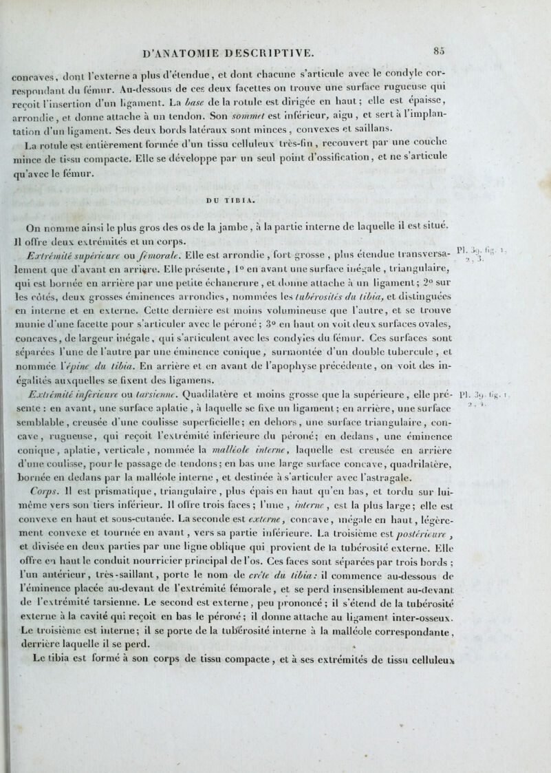 concaves, tloiU l’externe a plus d’élemlue, et dont chacune s’articule avec le contlyle cor- respondant du fémur. Au-dessous de ces deux facettes on trouve une surface rugueuse qui reçoit l’insertion d’un ligament. La hase de la rotule est dirigée en haut; elle est épaisse, arrondie, et donne attache à un tendon. Son sommet est Inférieur, aigu , et sert a 1 implan- tation d’un ligament. Ses deux bords latéraux sont minces , convexes et saillans. La rotule est entièrement formée d’un tissu celluleux très-fiu , recouvert par une couche mince de tissu compacte. Elle se développe par un seul point d’ossification, et ne s articule qu’avec le fémur. DU TIBIA. On nomme ainsi le plus gros des os de la jambe , à la partie interne de laquelle il est situé. Il offre deux extrémités et un corps. Eûrlrémüé supérieure ou fémorale. Elle est arrondie , fort grosse , plus étendue transversa- lement que d’avant en arrière. Elle présente , 1° en avant une surface inégale , triangulaire, qui est bornée en arrière par une petite échanerure , et donne attache à un ligament; 2° sur les côtés, deux grosses éminences arrondies, nommées les tubérosités du tibia, et distinguées i en interne et en externe. Celte dernière est moins volumineuse que l’autre, et se trouve j munie d’une faeette pour s’articuler avec le péroné ; 3“ en haut on voit deux surfaces ovales, ' concaves, de largeur inégale, qui s’arliculent avec les condyies du fémur. Ces surfaces sont 1 séparées l’une de l’autre par une éminence conique, surmontée d’un double tubercule , et I nommée Xépine du tibia. En arrière et en avant de l’apophyse précédente, on voit des in- j: égalités auxquelles se fixent des ligamens. I' Extrémité inférieure ou tarsienne. Quadilatère et moins grosse que la supérieure, elle pré- Pl. j<) li^. i I sente : en avant, une surface aplatie , à laquelle se fixe un ligament ; en arrière, une surface ’ ' j semblable, creusée d’une coulisse superficielle; en dehors, une surface triangulaire, con- j cave, rugueuse, qui reçoit l’extrémité inferieure du péroné; en dedans, une éminence 1 conique, aplatie, verticale , nommée la malléole interne, laquelle est creusée en arrière I d’une coulisse, pour le passage de tendons; en bas une large surface concave, quadrilatère, j, bornée en dedans par la malléole interne , et destinée às’arliculer avec l’astragale. Corps. 11 est prismatiijue, triangulaire, plus épais en haut cpi’en bas, et tordu sur lui- même vers son tiers inférieur. 11 oftre trois faces; l’une , interne , est la plus large; elle est I convexe en haut et sous-cutanée. La seconde est externe, concave, inégale en haut, légère- ment convexe et tournée en avant, vers sa partie inférieure. La troisième est postérieure , et divisée en deux parties par une ligne oblique qui provient de la tubérosité externe. Elle offre en haut le conduit nourricier principal de l’os. Ces faces sont séparées par trois bords ; 1 l’un antérieur, très-saillant, porte le nom de ctrte du tibia: il commence au-dessous de Téminence placée au-devant de l’extrémité fémorale, et se perd insensiblement au-devant 1 de l’extrémité tarsienne. Le second est externe, peu prononcé; il s’étend de la tubérosité i externe à la cavité qui reçoit en bas le péroné; il donne attache au ligament inter-osseux. I Le troisième est interne; il se porte de la tubérosité interne à la malléole correspondante, derrière lacjuelle il se perd. i Le tibia est formé à son corps de tissu compacte, et à ses extrémités de tissu celluleux