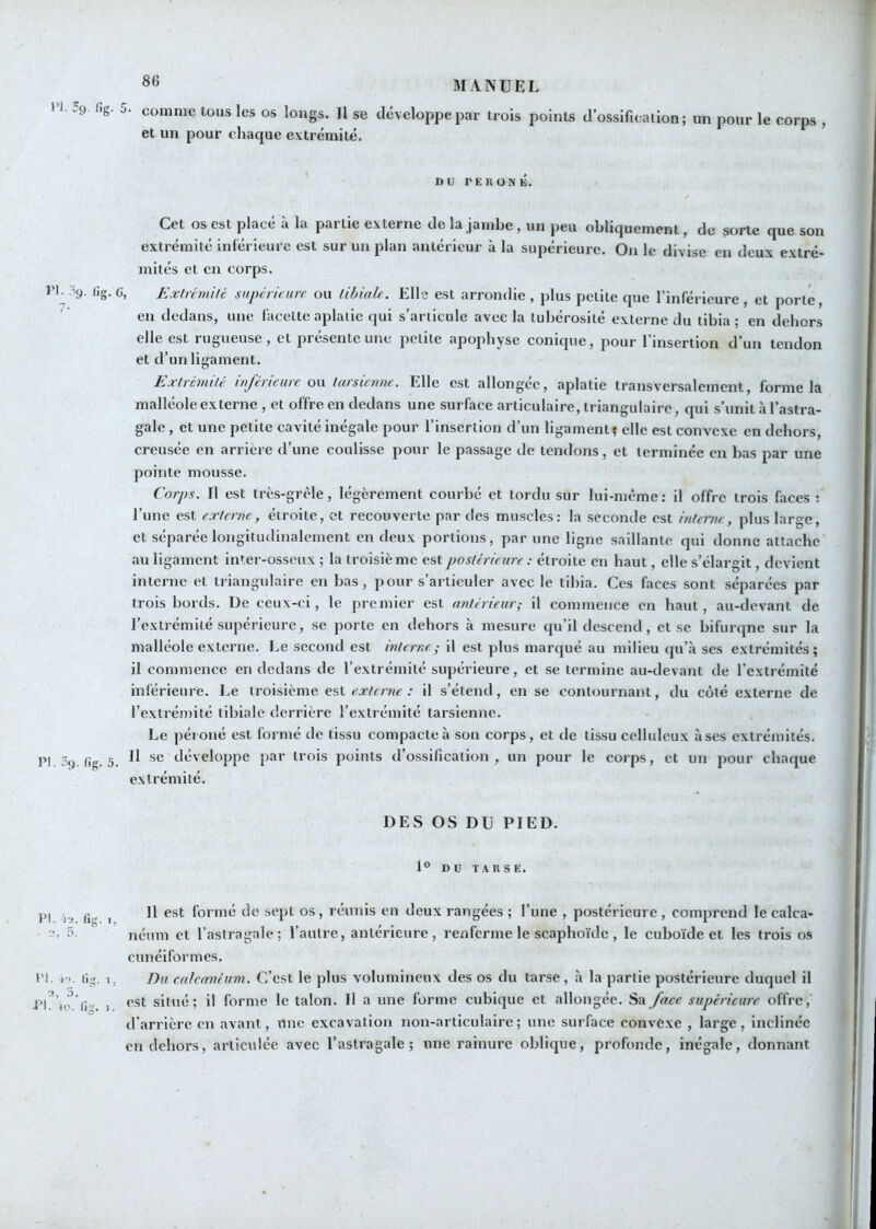 11. .9. fig. J. comme tous les os longs. Il se développe par trois points d’ossification; un pour le corps , et un pour chaque extrémité. DU PE 11 ON K. Cet os est placé ii la partie externe de la jambe , un peu obliquement, de sorte que son extrémité inférieure est sur un plan antérieur à la supérieure. On le divise en deux extré- mités et en corps. l'I- '^9- 6g. 6, Extrémité supérieure ou tibiale. Elle est arrondie , plus petite que l’inférieure , et porté, en dedans, une facette aplatie qui s’articule avec la tubérosité externe du tibia ; en dehors elle est lugueiise, et présente une petite apophyse conique, pour 1 insertion d’un tendon et d’un ligament. Extrémité inférieure ou tarsienne. Elle est allongée, aplatie transversalement, forme la malléole externe , et offre en dedans une surface articulaire, triangulaire, qui s’unit <à l’astra- gale , et une petite cavité inégale pour l’insertion d’un ligament? elle est convexe en dehors, creusée en arrière d’une coulisse pour le passage de tendons, et terminée en bas par une pointe mousse. Corps. Il est très-grêle, légèrement courbé et tordu sur lui-même ; il offre trois faces ; l’une est externe, étroite, et recouverte par des muscles: la seconde est interne, plus large, et séparée longitudinalement en deux portions, par une ligne saillante qui donne attache au ligament inter-osseux ; la troisième est postérieure : étroite en haut, elle s’élargit, devient interne et triangulaire en bas, pour s’articuler avec le tibia. Ces faces sont séparées par trois bords. De ceux-ci, le premier est antérieur; il commence en haut, au-devant de l’extrémité supérieure, se porte en dehors à mesure qu’il descend, et se bifurqne sur la malléole externe. Le second est interne ; il est plus marqué au milieu qu’à scs extrémités; il commence en dedans de l’extrémité supérieure, et se termine au-devant de l’extrémité inférieure. Le troisième est ; il s’étend, en se contournant, du côté externe de l’extrémité tibiale derrière l’extrémité tarsienne. Le péroné est formé de tissu compacte à son corps, et de tissu celluleux uses extrémités. PI. .9. ti». 5. développe par trois points d’ossification, un pour le corps, et un pour chaque extrémité. DES OS DU PIED. 1° DU TARSE. PI. i'i. fig. I, • 3, 5- Pi. 1'.. fig. I, PI. U', fig. I. Il est formé de sept os, réunis en deux rangées ; l’une , postérieure, comprend le calca- néum et l’astragale; l’autre, antérieure, renferme le scaphoïde , le cuboïde et les trois os cunéiformes. Du calcetnéum. C’est le plus volumineux des os du tarse, à la partie postérieure duquel il est situé; il forme le talon. Il a une forme cubique et allongée. Sa face supérieure offre, d’arrière en avant, une excavation non-articulaire; une surface convexe , large, inclinée en dehors, articulée avec l’astragale; une rainure oblique, profonde, inégale, donnant