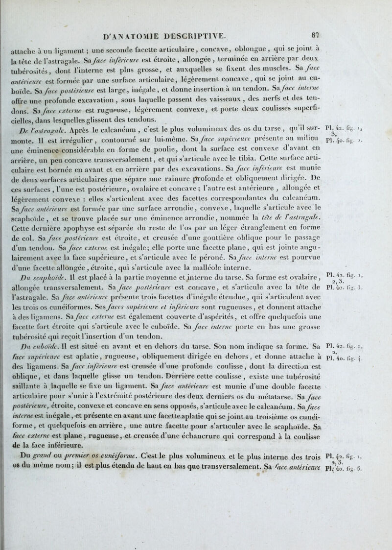 attache à im ligament ; une seconde facette articulaire, concave, oblongue , qui se joint a i la tète de l’astragale. Sa/«cc inférieure est étroite, allongée , terminée en arrière par deux, i tubérosités, dont l’interne est plus grosse, et auxquelles se fixent des muscles. Sa/acc I antérieure est formée par une surface articulaire, légèrement concave , qui se joint au cu- boïde. Sa face postérieure est large, inégale, et donne insertion à un tendon. ^'\face interne offre une profonde excavation , sous laquelle passent des vaisseaux , des nerfs et des ten- i dons. Sa/«Cf externe est rugueuse, légèrement convexe, et porte deux coulisses superfi- . cielleSjdans lesquelles glissent des tendons. De l’astragale. Après le calcanéum , c’est le plus volumineux des os du tarse , qu’il sur- monte. H est irrégulier , contourné sur lui-même. Sa face supérieure présente au milieu une éminence-considérable en forme de poulie, dont la surface est convexe d avant en arrière, un peu concave transversalement, et qui s articule avec le tibia. Cette suiface arti- culaire est bornée en avant et en arrière par des excavations. Sa face inférieure est munie de deux surfaces articulaires que sépare une rainure profonde et obliquement dirigée. De ces surfaces , l’une est postérieure, ovalaire et concave ; l’autre est antérieure , allongée et légèrement convexe : elles s’articulent avec des facettes correspondantes du calcanéum. Sa face antérieure est formée par une surface arrondie, convexe, laquelle s’articule avec le scaphoïde , et se trouve placée sur une éminence arrondie, nommée la tète de T astragale. Cette dernière apophyse est séparée du reste de l’os par un léger étranglement en forme de col. Sa face postérieure est étroite, et creusée d’une gouttière oblique pour le passage d’un tendon. Sa face externe est inégale; elle porte une facette plane, qui est jointe angu- lairement avec la face supérieure, et s’articule avec le péroné. Say«cc interne est pourvue d’une facette allongée , étroite, qui s’articule avec la malléole interne. Du scaphoïde. Il est placé à la partie moyenne et interne du tarse. Sa forme est ovalaire, allongée transversalement. Sa face postérieure est concave, et s’articule avec la tête de l’astragale. Sa face antérieure présente trois facettes d’inégale étendue , qui s’articulent avec les trois os cunéiformes. Ses faces supérieure et inférieure sont rugueuses, et donnent attache à des ligamens. Sa face externe est également couverte d’aspérités, et offre quelquefois une facette fort étroite qui s’articule avec le cuboïde. Sa face interne porte en bas une grosse tubérosité qui reçoit l’insertion d’un tendon. Du cuboïde. 11 est situé en avant et en dehors du tarse. Son nom indique sa forme. Sa face supérieure est aplatie, rugueuse, obliquement dirigée en dehors, et donne attache à des ligamens. Sa face inférieure est creusée d’une profonde coulisse, dont la direction est oblique, et dans laquelle glisse un tendon. Derrière cette coulisse, existe une tubérosité saillante à laquelle se fixe un ligament. Sa face antérieure est munie d’une double facette articulaire pour s’unir à l’extrémité postérieure des deux derniers os du métatarse. Sa face postérieure, étroite, convexe et concave en sens opposés, s’articule avec le calcanéum. Sa face interne çsX inégale, et présente en avant une facette aplatie qui se joint au troisième os cunéi- forme, et quelquefois en arrière, une autre facette pour s’articuler avec le scaphoïde. Sa face externe est plane, rugueuse, et creusée d’une échancrure qui correspond à la coulisse de la face inférieure. Du grand ou premier os cunéiforme. C’est le plus volumineux et le plus interne des trois os du même nom ; il est plus étendu de haut en bas que transversalement. Sa face antérieure PI. 4î. fig. 1, 3. PI. 4°. fig- a- PI. 42. flg. 1, PL 4o. f.g. J. PL 4a. fig. 1, a. PL 4o. lîg. 4 PL 4a. fig. I, PI • 4^ lig. !S.