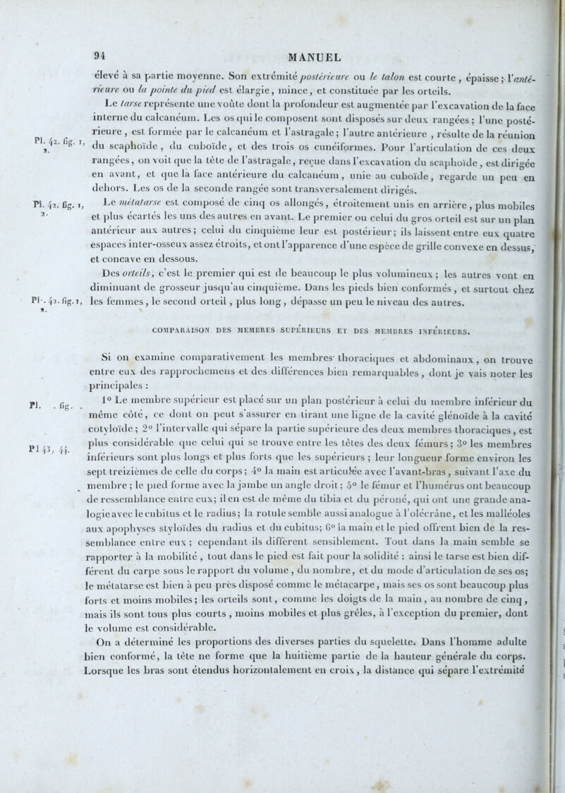 PI. /j2. Ctg. I î. PI. 'l2, fig. 1 2. PI-. 42. fig. I *. PI. .fig. PM3, /,4. 94 MANUEL élève à sa partie moyenne. Son extrémité postérieure ou le talon est courte , épaisse; Yanté- rieure ou la pointe du pied est élargie, mince, et constituée par les orteils. I.c tarse représente une voûte dont la prol'oiuleur est augmentée par l’excavation de la face interne du calcanéum. Les os qui le composent sont disposés sur deux rangées; l’une posté- rieure , est formée par le calcanéum et l’astragale; l’autre antéi ieure , résulte de la réunion ’ du scaphoïde, du cuboïde, et des trois os cunéiformes. Pour l’articulation de ces deux rangées, on voit que la tète de l’astragale, reçue dans l’excavation du scaphoïde , est dirigée en avant, et que la face antérieure du calcanéum, unie au cuboïde, regarde un peu en dehors. Les os de la seconde rangée sont transversalement dirigés. ^ Le métatarse est composé de cinq os allongés, étroitement unis en arrière, plus mobiles et ])lus écartés les uns des autres en avant. Le premier ou celui du gros orteil est sur un plan antérieur aux autres; celui du cinquième leur est postéiieur; ils laissent entre eux quatre espaces inter-osseux assez étroits, et ont l’apparence d’une espèce de grille convexe en dessus, et concave en dessous. Vies, orteils, c’est le premier qui est de beaucoup le plus volumineux; les autres vont en diminuant de grosseur jusqu’au cinquième. Dans les pieds bien conformés , et surtout chez , les femmes, le second orteil, plus long, dépasse un peu le niveau des autres. COMPARAISON DES MEMBRES SUPÉRIEURS ET DES MEMBRES INFERIEURS. Si on examine comparativement les membres'thoraciques et abdominaux, on trouve entre eux des rapprochemens et des différences bien remarquables, dont je vais noter les principales : 1° Le membre supérieur est placé sur un plan postérieur à celui du membre inférieur du même côté, ce dont on peut s’assurer en tirant une ligne de la cavité glénoïde à la cavité cotyloïde ; 2° l’intervalle qui sépare la partie supérieure des deux membres thoraciques , est plus considérable que celui qui se trouve entre les tètes des deux fémurs ; 3° les membres inférieurs sont plus longs et plus forts que les supérieurs ; leur longueur forme environ les sept treizièmes de celle du corps; 4° la main est articulée avec l’avant-bras, suivant l’axe du membre ; le pied forme ax ec la jambe un angle droit ; .5° le fémur et l’humérus ont beaucoup de ressemblance entre eux; il en est de même du tibia et du péroné, qui ont une grande ana- logieavec lecubitus et le radius; la rotule semble aussi analogue à l’olécràne, et les malléoles aux apophyses styloïdes du radius et du cubitus; G° la main et le pied offrent bien de la res- semblance entre eux; cependant ils diffèrent sensiblement. Tout dans la main semble se rapporter à la mobilité , tout dans le pied est fait pour la solidité : ainsi le tarse est bien dif- férent du carpe sous le rapport du volume , du nombre, et du mode d’articulation de scs os; le métatarse est bien à peu près disposé comme le métacarpe, mais ses os sont beaucoup plus forts et moins mobiles ; les orteils sont, comme les doigts de la main, au nombre de cinq, mais ils sont tous plus courts , moins mobiles et plus grêles, à l’exception du premier, dont le volume est considérable. On a déterminé les proportions des diverses parties du scpielette. Dans l’homme adulte bien conformé, la tête ne forme que la huitième partie de la hauteur générale du corps. Lorsque les bras sont étendus horizontalement en croix, la distance qui sépare l’extrémité