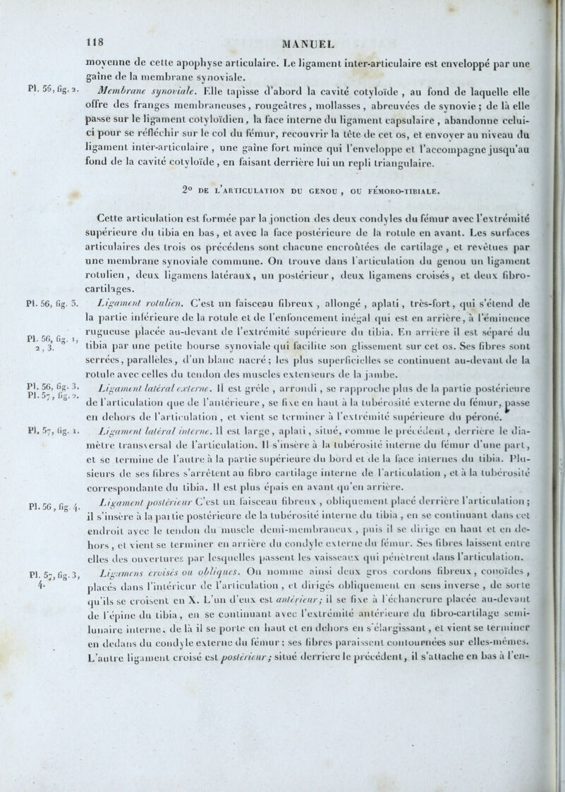 moyenne de cette apophyse articulaire. Le ligament inter-articulaire est enveloppé par une gaine de la membrane synoviale. PI. 56,fig.3. Membrane synoviale. Elle tapisse d’abord la cavité cotyloïde , au fond de laquelle elle offre des franges mendjraneuses, rougeâtres, mollasses, abreuvées de synovie ; de là elle passe sur le ligament cotyloïdien, la lace interne du ligament capsulaire , abandonne celui- ci pour se réfléchir sur le col du fémur, recouvrir la tète d«î cet os, et envoyer au niveau du ligament inter-ariicidaire , une gaine fort mince qui l’enveloppe et l’accompagne jusqu’au fond de la cavité cotyloïde, en faisant derrière lui un repli triangulaire. 2“ DE l’articulation du genou , ou FÉMORO-TIBIALE. PI. 56, fig. 3. pl.56,fig, 1, 3. PI. 56, Gg.3. PI. 57,6g. 2. PI. 57, 6g. 1. P1.56,6s4. PI. 57,6g. 3, Cette articulation est formée par la jonction des deux condyles du fémur avec l’extrémité supérieure du tibia en bas, et avec la face postérieure de la rotule en avant. Les surfaces articulaires des trois os précédens sont chacune encroûtées tle cartilage , et revêtues par une membrane synoviale commune. On trouve dans l arliculation du genou un ligament rotulien, deux ligamens latéraux, un postérieur, deux ligamens croisés, et deux fdiro- cartilages. Ligament rotulien. C’est un faisceau fibreux , allongé , aplati , très-fort, qui s’étend de la partie inférieure de la rotule et de l’enlbucement inégal qui est en arrière, à l’émincnce rugueuse placée au-devant de l’extrémité supérieure du tibia. E.n arrière il est séparé du tibia par une petite bourse synoviale qui facilite son glissement sur cet os. Ses fibres .sont serrées, parallèles, d’un blanc nacré; les plus superficielles se continuent au-devant de la rotule avec celles du tendon des muscles extenseurs de la jambe. Ligament latéral externe. Il est grêle , arrondi , se rapproche plus de la partie postérieure de l’articulation que de l’autéricure, se fiveen haut à la tubérosité externe du fémur, yasse en dehors de l’artii'ulation , et vient se terminer à l’extrémité supérieure du péroné. Ligament latéral intcreic. Il est large, aplati, situé, comme le précédent, derrière le dia- mètre transversal de l’articulation. Il s’insère à la tubérosité interne du fémur d’une part, et se termine de l’autre à la partie supérieure du bord et de la face internes du tibia. Phi- sieurs de ses fibres s’arrêtent au fibro cartilage interne de l’articulation , et à la tubérosité correspondante du tibia. Il est plus épais en avant c|u’cn arrière. Ligament postérieur C’est un faisceau fibreux , obliquement placé derrière l’articulation ; il s’insère à la jiaitie postérieure de la tubérosité interne du tibia , en se continuant dans cet endroit avec le tendon du muscle demi-membraneux , puis il se ilii ige en haut et en de- hors , et vient se terminer en arrière du condyle externe du fémur. Ses fibres lais.sent entre elles des ouvertures par lesquelles passent les vaisseaux cpii pénètrent dans l’articulation. Ligamens croisés ou obliques. On nomme ainsi deux gros cordons fibreux, conoïdes , placés dans l’intérieur de l’arliculation , et clii igés obliquement en sens inverse , de sorte qu’ils se croisent en X. L’un d’eux est antérieur ; il se fixe à réchancrurc placée au-devant de l’épine du tibia, eu se continuant avec l’extrémité antérieure <lu fibro-carlilage semi- lunaire interne, tle là il se porte en liant et en dehors en s'élargissant, et vient se terminer en dedans du concilie externe du fémur; .ses fibres paraissent contournées sur elles-mêmes. L’autre ligament croisé est postérieur ; situé derrière le précédent, il s’attache en bas à l’en-