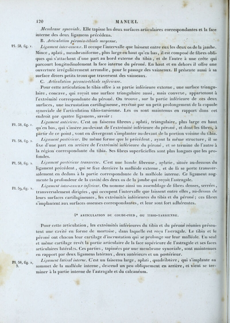 PI. 58, fig. I P1.58, fig. I PI. 58, fig. 2 PI. 58, fig. 2 PI. 5g, fig. 2 PI. 58, fig. 2 Membrane synoviale. Elle tapisse les deu.x. surfaces articulaires correspondantes et la face interne des deuv ligainens précédens. B. Arliealaüon péronéo-tibiale moyenne. Li 'gamenl inler-osseiix. 11 occupe l’intervalle que laissent entre eux les deux os de la jambe. Mince , aplati, meinbraniforme, plus large en haut qu’en bas, 11 est composé de libres obli- ques qui s’attachent d’une part au bord externe du tibia , et de l’autre à une crête qui parcourt longitudinalement la face interne du péroné. En haut et en dehors il offre une ouverture irrégulièrement arrondie, pour le passage des vaisseaux. 11 présente aussi à sa surface divers petits trous que traversent des vaisseaux. C. Articulai ion péronéo-tibiale inférieure. Pour cette articulation le tibia offre à sa partie inférieure externe , une surface triangu- laire , concave, qui reçoit une surface triangulaire aussi, mais convexe, appartenant à l’extrémité correspondante du péroné. On trouve , sur la partie inférieure de ces deux surfaces, une incrustation cartilagineuse, revêtue par un petit prolongement de la capsule synoviale de l’articulation tibio-tarsienne. Les os sont maintenus en rapport dans cet endroit par quatre ligamens, savoir : Ligament avlcrietir. C’est un faisceau fibreux, aplati, triangulaire, plus large en haut qu’en bas, qui s’insère au-devant de l’extrémité inférieure du péroné , et dont les fibres, à partir de ce point, vont en divergeant s’implanter au-devant de la portion voisine du tibia. Ligament postérieur. De même forme que le précédent , ayant la même structure, il se fixe d’une part en arrière de l’extrémité inférieure du péroné , et se termine de l’autre à la région correspondante du tibia. Ses fibres superficielles sont plus longues que les pro- fondes. Ligament postérieur Iransverse. C’est une bande fibreuse, aplatie, située au-dessous du ligament précédent, qui se fixe derrière la malléole externe, et de là se porte transver- salement en dedans à la partie correspondante de la malléole interne. Ce ligament aug- mente la profondeur de la cavité des deux os de la jambe qui reçoit l’astragale. LAgament inter-osseux inférieur. On nomme ainsi uu assemblage de fibres denses, serrées, transversalement dirigées , qui occupent l’intervalle que laissent entre elles , au-dessus de leurs surfaces cartilagineuses, les extrémités inférieures du tibia et du péroné; ces fibres s’implantent aux surfaces osseuses correspondantes, et leur sont fort adhérentes. 4° ARTICULATION DU COUDE-PIED, OU TIBIO-TARSIENNE. Pour cette articulation, les extrémités inférieures du tibia et du péroné réunies présen- tent une cavité en forme de mortaise, dans laquelle est reçu l’astragale. Le tibia et le péroné ont chacun leur cartilage d’incrustation qui se prolonge sur leur malléole. Un seul et même cartilage revêt la partie articulaire de la face supérieure de l’astragale et ses faces articulaires latérales. Ces parties , tapissées par une membrane synoviale, sont maintenues en rapport par deux ligamens latéraux , deux antérieurs et un postérieur. Ligament latéral interne. C’est un faisceau large, aplati , quadrilatère, qui s’implante au sommet de la malléole interne, descend un peu obliquement en arrière, et vient se ter- miner à la partie interne de l’astragale et du calcanéum.