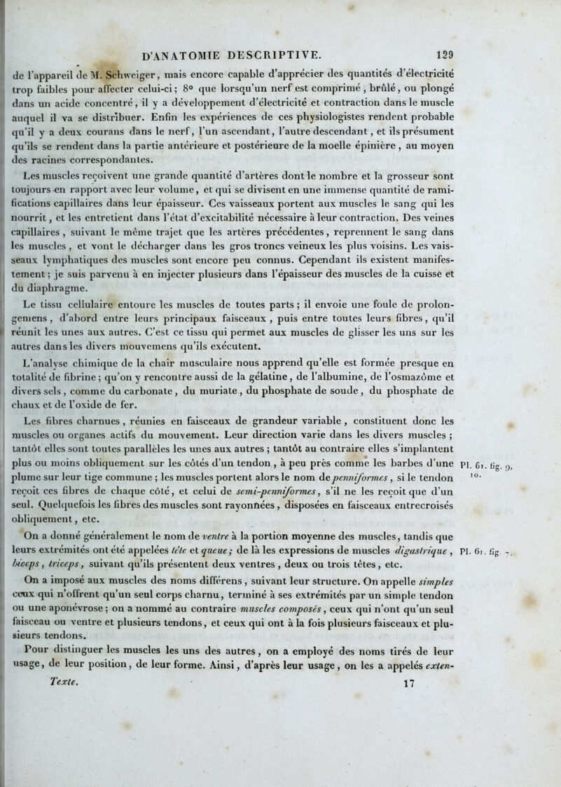 de l’appareil de M. Schweiger, mais encore capable d’apprécier des quantités d’électricité trop faibles pour affecter celui-ci ; 8° que lorsqu’un nerf est comprimé , brûlé, ou plongé dans un acide concentré, il y a développement d’électricité et contraction dans le muscle auquel il va se distribuer. Enfin les expériences de ces physiologistes rendent probable qu’il y a deux couraiis dans le nerf, l’un ascendant, l’autre descendant, et ils présument qu’ils se rendent dans la partie antérieure et postérieure de la moelle épinière , au moyen des racines correspondantes. Les muscles reçoivent une grande quantité d’artères dont le nombre et la grosseur sont toujours en rapport avec leur volume, et qui se divisent en une immense quantité de rami- fications capillaires dans leur épaisseur. Ces vaisseaux portent aux muscles le sang qui les nourrit, et les entretient dans l’état d’excitabilité nécessaire à leur contraction. Des veines capillaires , suivant le même trajet que les artères précédentes, reprennent le sang dans les muscles , et vont le décharger dans les gros troncs veineux les j)lus voisins. Les vais- seaux lymphatiques des muscles sont encore peu connus. Cependant ils existent manifes- tement ; je suis parvenu à en injecter plusieurs dans l’épaisseur des muscles de la cuisse et du diaphragme. Le tissu cellulaire entoui’e les muscles de toutes parts ; il envoie une foule de prolon- gemens, d’abord entre leurs principaux faisceaux , puis entre toutes leurs fibres, qu’il réunit les unes aux autres. C’est ce tissu qui permet aux muscles de glisser les uns sur les autres dans les divers mouvemens qu’ils exécutent. L’analyse chimique de la chair musculaire nous apprend qu’elle est formée presque en totalité de fibrine; qu’on y rencontre aussi de la gélatine, de l’albumine, de l’osmazôme et divers sels , comme du carbonate, du muriate , du phosphate de soude, du phosphate de chaux et de l’oxide de fer. Les fibres charnues, réunies en faisceaux de grandeur variable , constituent donc les muscles ou organes actifs du mouvement. Leur direction varie dans les divers muscles ; tantôt elles sont toutes parallèles les unes aux autres ; tantôt au contraire elles s’implantent plus ou moins obliquement sur les côtés d’un tendon , à peu près comme les barbes d’une pi. 6i. fig plume sur leur tige commune ; les muscles portent alors le nom depennijormes, si le tendon reçoit ces fibres de chaque côté, et celui de semi-pennij'ormes, s’il ne les reçoit que d’un seul. Quelquefois les fibres des muscles sont rayonnées, disposées en faisceaux entrecroisés obliquement, etc. On a donné généralement le nom de ventre à la portion moyenne des muscles, tandis que leurs extrémités ont été appelées tête et queue ; de là les expressions de muscles digastrique , PI. 6i. fig biceps, triceps, suivant qu’ils présentent deux ventres , deux ou trois têtes, etc. On a imposé aux muscles des noms différons , suivant leur structure. On appelle simples ceux qui n’offrent qu’un seul corps charnu, terminé à ses extrémités par un simple tendon ou une aponévrose; on a nommé au contraire muscles composés, ceux qui n’ont qu’un seul faisceau ou ventre et plusieurs tendons, et ceux qui ont à la fois plusieurs faisceaux et plu- sieurs tendons. Pour distinguer les muscles les uns des autres, on a employé des noms tirés de leur usage, de leur position, de leur forme. Ainsi, d’après leur usage, on les a appelés Texte, • 17