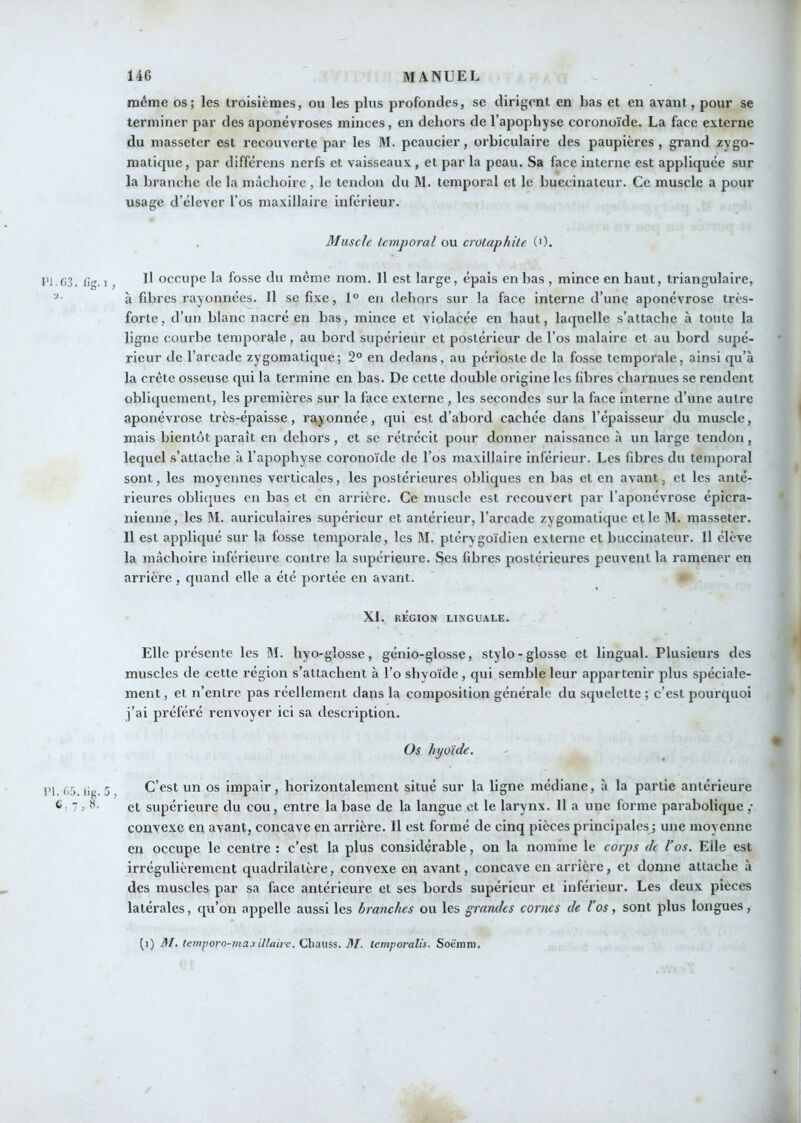 meme os; les troisièmes, ou les plus profondes, se dirigent en bas et en avant, pour se terminer par des aponévroses minces, en dehors de l’apophyse coronoïde. La face externe du masseter est recouverte par les M. peaucier, orbiculaire des paupières , grand zygo- matique , par différons nerfs et vaisseaux , et par la peau. Sa face interne est appliquée sur la branche de la mâchoire, le tendon du M. temporal et le huccinateur. Ce muscle a pour usage d’élever l’os maxillaire inférieur. Muscle temporal ou crolaphile (0. fig. I, Il occupe la fosse du même nom. Il est large, épais en bas , mince en haut, triangulaire, à fdjres rayonnées. Il se fixe, 1° en dehors sur la face interne d’une aponévrose très- forte, d’un blanc nacré en bas, mince et violacée en haut, laquelle s’attache à toute la ligne courbe temporale, au bord supérieur et postérieur de l’os malaire et au bord supé- rieur de l’arcade zygomatique; 2° en dedans, au périoste de la fosse temporale, ainsi qu’à la crête osseuse qui la termine en bas. De cette double origine les fibres charnues se rendent obliquement, les premières sur la face externe, les secondes sur la face Interne d’une autre aponévrose très-épaisse, rayonnée, qui est d’abord cachée dans l’épaisseur du muscle, mais bientôt paraît en dehors, et se rétrécit pour donner naissance à un large tendon, lequel s’attache à l’apophyse coronoïde de l’os maxillaire inférieur. Les fibres du temporal sont, les moyennes verticales, les postérieures obliques en bas et en avant, et les anté- rieures obliques en bas et en arrière. Ce muscle est recouvert par l’aponévrose épicra- nienne , les M. auriculaires supérieur et antérieur, l’arcade zygomatique et le M. masseter. Il est appliqué sur la fosse temporale, les M. ptérygoïdien externe et huccinateur. 11 élève la mâchoire inférieure contre la supérieure. Ses fibres postérieures peuvent la ramener en arrière , quand elle a été portée en avant. XL REGION LINGUALE. Elle présente les M. hyo-glosse, génio-glosse, stylo-glosse et lingual. Plusieurs des muscles de cette région s’attachent à l’o shyoïde, qui semble leur appartenir plus spéciale- ment , et n’entre pas réellement dans la composition générale du squelette ; c’est pourquoi j’ai préféré renvoyer ici sa description. Os hyoïde. IM. ()5.iig. 5, C’est un os impair, horizontalement situé sur la ligne médiane, à la partie antérieure 7; et supérieure du cou, entre la base de la langue et le larynx. 11 a une forme parabolique ,• convexe en avant, concave en arrière. 11 est formé de cinq pièces principales^ une moyenne en occupe le centre : c’est la plus considérable, on la nomme le corps de Vos. Elle est irrégulièrement quadrilatère, convexe en avant, concave en arrière, et donne attache à des muscles par sa face antérieure et ses bords supérieur et inférieur. Les deux pièces latérales, qu’on appelle aussi les branches ou les grarules cornes de Vos, sont plus longues, (i) ]\I. temporo-maailtaire. Chauss. 3f. temporalis. Soéïnm.