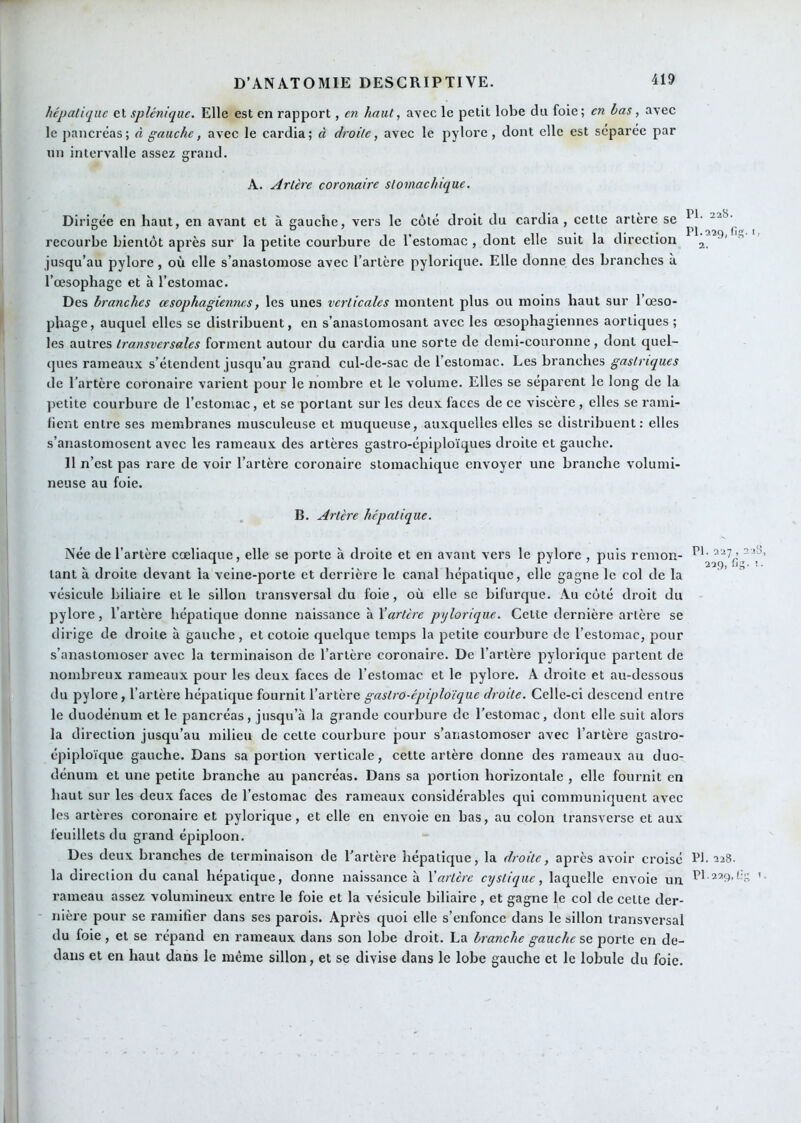 hépatique et splénique. Elle est en rapport, en haut, avec le petit lobe du foie; en bas, avec le pancréas; à gauche, avec le cardia; à droite, avec le pylore, dont elle est séparée par un intervalle assez grand. A. Artère coronaire stomachique. Dirigée en haut, en avant et à gauche, vers le côté droit du cardia, cette artère se recourbe bientôt après sur la petite courbure de l'estomac , dont elle suit la direction jusqu’au pylore, où elle s’anastomose avec l’artère pylorique. Elle donne des branches à l’œsophage et à l’estomac. Des branches œsophagiennes, les unes verticales montent plus ou moins haut sur l’œso- phage, auquel elles se distribuent, en s’anastomosant avec les œsophagiennes aortiques ; les autres transversales forment autour du cardia une sorte de demi-couronne, dont quel- ques rameaux s’étendent jusqu’au grand cul-de-sac de l'estomac. Les branches gastriques de l’artère coronaire varient pour le nombre et le volume. Elles se séparent le long de la petite courbure de l’estomac, et se portant sur les deux faces de ce viscère, elles se rami- fient entre ses membranes musculeuse et muqueuse, auxquelles elles se distribuent: elles s’anastomosent avec les rameaux des artères gastro-épiploïques droite et gauche. Il n’est pas rare de voir l’artère coronaire stomachique envoyer une branche volumi- neuse au foie. PI. 22«. PI. 229, (ig. 2. >; B. Artère hépatique. Née de l’artère cœliaque, elle se porte à droite et en avant vers le pylore , puis remon- tant à droite devant la veine-porte et derrière le canal hépatique, elle gagne le col de la vésicule biliaire et le sillon transversal du foie, où elle se bifurque. Au côté droit du pylore, l’artère hépatique donne naissance à Xartère pylorique. Cette dernière artère se dirige de droite à gauche, et cotoie quelque temps la petite courbure de l’estomac, pour s’anastomoser avec la terminaison de l’artère coronaire. De l’artère pylorique partent de nombreux rameaux pour les deux faces de l’estomac et le pylore. A droite et au-dessous du pylore, l’artère hépatique fournit l’artère gastro-épiploïque droite. Celle-ci descend entre le duodénum et le pancréas, jusqu’à la grande courbure de l’estomac, dont elle suit alors la direction jusqu’au milieu de cette courbure pour s’anastomoser avec l’artère gastro- épiploïque gauche. Dans sa portion verticale, cette artère donne des rameaux au duo- dénum et une petite branche au pancréas. Dans sa portion horizontale , elle fournit en haut sur les deux faces de l’estomac des rameaux considérables qui communiquent avec les artères coronaire et pylorique, et elle en envoie en bas, au colon transverse et aux feuillets du grand épiploon. Des deux branches de terminaison de l’artère hépatique, la droite, après avoir croisé l’I- 2^8. la direction du canal hépatique, donne naissance à Xartère cystique, laquelle envoie un ’ rameau assez volumineux entre le foie et la vésicule biliaire, et gagne le col de cette der- nière pour se ramifier dans ses parois. Après quoi elle s’enfonce dans le sillon transversal du foie , et se répand en rameaux dans son lobe droit. La branche gauche se porte en de- dans et en haut dans le même sillon, et se divise dans le lobe gauche et le lobule du foie.