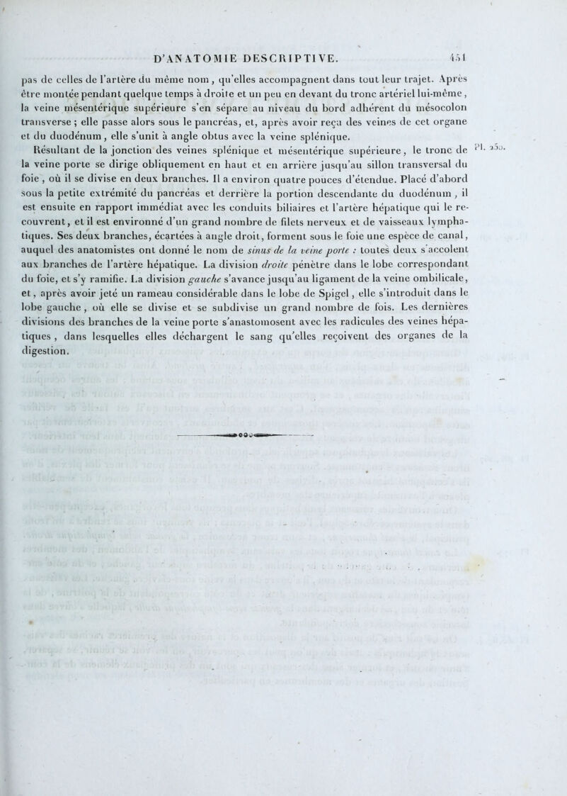 pas de celles de Tarière du même nom , qu’elles accompagnent dans tout leur trajet. Après être montée pendant quelque temps à droite et un peu en devant du tronc artériel lui-même , la veine mésentérique supérieure s’en sépare au niveau du bord adhérent du mésocolon transverse ; elle passe alors sous le pancréas, et, après avoir reçu des veines de cet organe et du duodénum, elle s’unit à angle obtus avec la veine splénique. Résultant de la jonction des veines splénique et mésentérique supérieure, le tronc de la veine porte se dirige obliquement en haut et en arrière jusqu’au sillon transversal du foie , où il se divise en deux branches. Il a environ quatre pouces d’étendue. Placé d’abord sous la petite extrémité du pancréas et derrière la portion descendante du duodénum , il est ensuite en rapport immédiat avec les conduits biliaires et Tarière hépatique qui le re- couvrent, et il est environné d’un grand nombre de fdets nerveux et de vaisseaux lympha- tiques. Ses deux branches, écartées à angle droit, forment sous le foie une espèce de canal, auquel des anatomistes ont donné le nom de sinus de la veine parle ; toutes deux s accolent aux branches de l’artère hépatique. La division droite pénètre dans le lobe correspondant du foie, et s’y ramifie. La division gauche s’avance jusqu’au ligament de la veine ombilicale, et, après avoir jeté un rameau considérable dans le lobe de Spigel, elle s’introduit dans le lobe gauche , où elle se divise et se subdivise un grand nombre de fois. Les dernières divisions des branches de la veine porte s’anastomosent avec les radicules des veines hépa- tiques , dans lesquelles elles déchargent le sang qu’elles reçoivent des organes de la digestion.