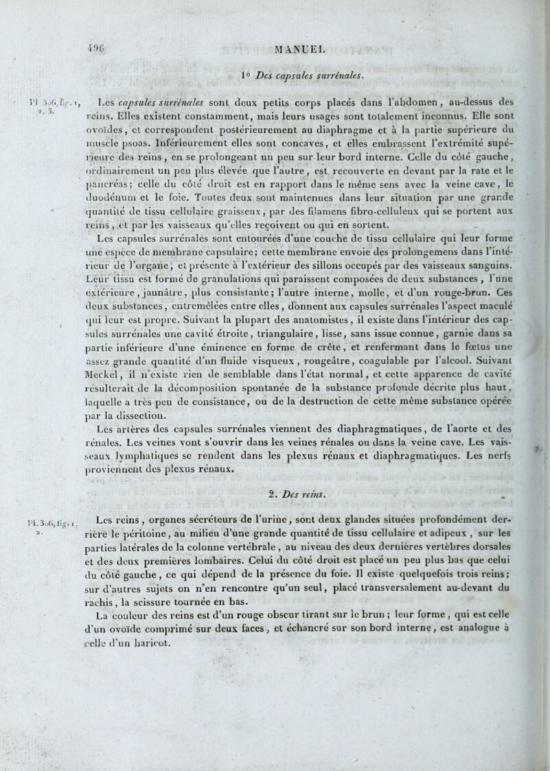 1° Des capsules surrénales. n 3u(), flr. 1, \.Qs capsules surrénales sont deux petits corps placés dans l’abdomen, au-dessus des ’ reins. Elles existent constamment, mais leurs usages sont totalement inconnus. Elle sont ovoïdes, cl correspondent postérieurement au diaphragme et à la partie supérieure du muscle psoas. Inférieurement elles sont concaves, et elles embrassent l’extrémité supé- rieure des reins, en se prolongeant un peu sur leur bord interne. Celle du côté gauche, ordinairement un peu plus élevée que l’autre, est recouverte en devant par la rate et le pancréas; celle du côté droit est en rapport dans le même sens avec la veine cave, le duodénum et le foie. Toutes deux sont maintenues dans leur situation par une grande quantité de tissu cellulaire graisseux, par des filamens fdjro-celluleux qui se portent aux reiiis , et par les vaisseaux qu’elles reçoivent ou qui en sortent. Les capsules surrénales sont entourées d’une couche de tissu cellulaire qui leur forme une espece de membrane capsulaire; cette membrane envoie des prolongemens dans l’inté- rieur de l’organe, et présente à l’extérieur des sillons occupés par des vaisseaux sanguins. Leur tissu est formé de granulations qui paraissent composées de deux substances , l’une extérieure, jaunâtre, plus consistante; l’autre interne, molle, et d’un rouge-brun. Ces deux substances, entremêlées entre elles, donnent aux capsules surrénales l’aspect maculé ^ qui leur est propre. Suivant la plupart des anatomistes, il existe dans l’intérieur des cap- sules surrénales une cavité étroite, triangulaire, lisse, sans issue connue, garnie dans sa partie inférieure d’une éminence en forme de crête, et renfermant dans le fœtus une assez grande quantité d’un fluide visqueux, rougeâtre, coagulable par l’alcool. Suivant Meckel, il n’existe rien de semblable dans l’état normal, et cette apparence de cavité résulterait de la décomposition spontanée de la substance profonde décrite plus haut, laquelle a très peu de consistance, ou de la destruction de cette même substance opérée par la dissection. Les artères des capsules surrénales viennent des diaphragmatiques, de l’aorte et des rénales. Les veines vont s’ouvrir dans les veines rénales ou dans la veine cave. Les vais- seaux lymphatiques se rendent dans les plexus rénaux et diaphragmatiques. Les nerfs proviennent des plexus rénaux. 2. Des rems. 1‘ ' » - , * pj 3^- , Les reins, organes sécréteurs de l’urine, sont deux glandes situées profondément der- 2- rière le péritoine, au milieu d’une grande quantité de tissu cellulaire et adipeux , sur les parties latérales de la colonne vertébrale , au niveau des deux dernières vertèbres dorsales et des deux premières lombaires. Celui du côté droit est placé un peu plus bas que celui du côté gauche, ce qui dépend de la présence du foie. Il existe quelquefois trois reins; sur d’autres sujets on n’en rencontre qu’un seul, placé transversalement au-devant du rachis , la scissure tournée en bas. La couleur des reins est d’un rouge obscur tirant sur le brun ; leur forme , qui est celle d’un ovoïde comprimé sur deux faces, et échancré sur son bord interne, est analogue à celle d’un haricot.