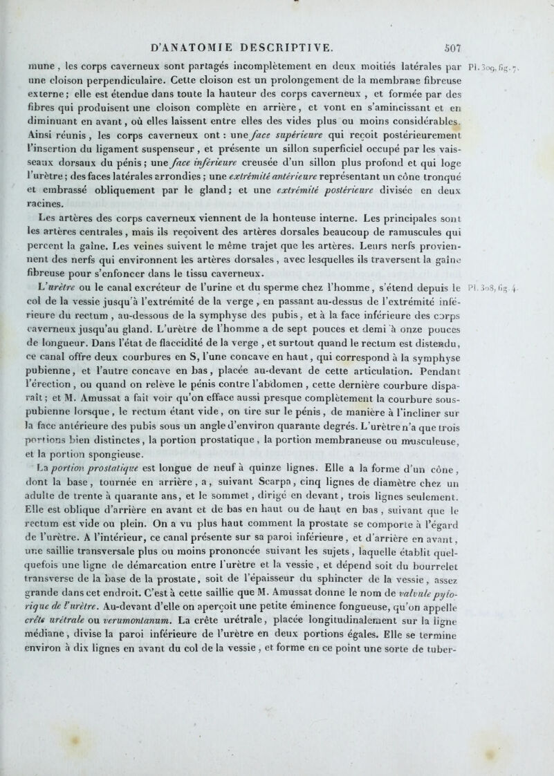 niune , les corps caverneux sont partagés incomplètement en deux moitiés latérales par P1.3oq, une cloison perpendiculaire. Cette cloison est un prolongement de la membrane fibreuse externe; elle est étendue dans toute la hauteur des corps caverneux , et formée par des fibres qui produisent une cloison complète en arrière, et vont en s’amincissant et en diminuant en avant, où elles laissent entre elles des vides plus ou moins considérables. Ainsi réunis , les corps caverneux ont : une Jace supérieure qui reçoit postérieurement l’insertion du ligament suspenseur, et présente un sillon superficiel occupé par les vais- seaux dorsaux du pénis ; une face inférieure creusée d’un sillon plus profond et qui loge l’urètre ; des faces latérales arrondies ; une extrémité antérieure représentant un cône tronqué et embrassé obliquement par le gland; et une extrémité postérieure divisée en deux racines. Les artères des corps caverneux viennent de la honteuse interne. Les principales sont les artères centrales, mais ils reçoivent des artères dorsales beaucoup de ramuscules qui percent la gaine. Les veines suivent le même trajet que les artères. Leurs nerfs provien- nent des nerfs qui environnent les artères dorsales, avec lesquelles ils traversent la gaine fibreuse pour s’enfoncer dans le tissu caverneux. \Jurètre ou le canal excréteur de l’urine et du sperme chez l’homme, s’étend depuis le PI.SoS,4 col de la vessie jusqu’à l’extrémité de la verge , en passant au-dessus de l’extrémité infé- rieure du rectum , au-dessous de la symphyse des pubis, et à la face inférieure des corps caverneux jusqu’au gland. L’urètre de l’homme a de sept pouces et demi’à onze pouces de longueur. Dans l’état de flaccidité de la verge , et surtout quand le rectum est distendu, ce canal offre deux courbures en S, l’une concave en haut, qui correspond à la symphyse pubienne, et l’autre concave en bas, placée au-devant de cette articulation. Pendant l’érection , ou quand on relève le pénis contre l’abdomen , cette dernière courbure dispa- rait ; et M. Amussat a fait voir qu’on efface aussi presque complètement la courbure sous- pubienne lorsque, le rectum étant vide, on tire sur le pénis, de manière à l’incliner sur la face antérieure des pubis sous un angle d’environ quarante degrés. L’urètre n’a que trois portions bien distinctes, la portion prostatique, la portion membraneuse ou mnasculeuse, et la portion spongieuse. La portion prostatique est longue de neuf à quinze lignes. Elle a la forme d’un cône, dont la base, tournée en arrière , a, suivant Scarpa, cinq lignes de diamètre chez un adulte de trente à quarante ans, et le sommet, dirigé en devant, trois lignes seulement. Elle est oblique d’arrière en avant et de bas en haut ou de liant en bas , suivant que le rectum est vide ou plein. On a vu plus haut comment la prostate se comporte à l’égard de l’urètre. A l’intérieur, ce canal présente sur sa paroi inférieure, et d’arrière en avant, une saillie transversale plus ou moins prononcée suivant les sujets, laquelle établit quel- quefois une ligne de démarcation entre l’urètre et la vessie , et dépend soit du bourrelet transverse de la base de la prostate, soit de l’épaisseur du sphincter de la vessie, assez grande dans cet endroit. C’est à cette saillie que M. Amussat donne le nom de valvulepyto- rique de l’urètre. Au-devant d’elle on aperçoit une petite éminence fongueuse, qu’on appelle crête urétrale on verumontanum. La crête urétrale, placée longitudinalement sur la ligne médiane, divise la paroi inférieure de l’urètre en deux portions égales. Elle se termine environ à dix lignes en avant du col de la vessie , et forme en ce point une sorte de tuber-