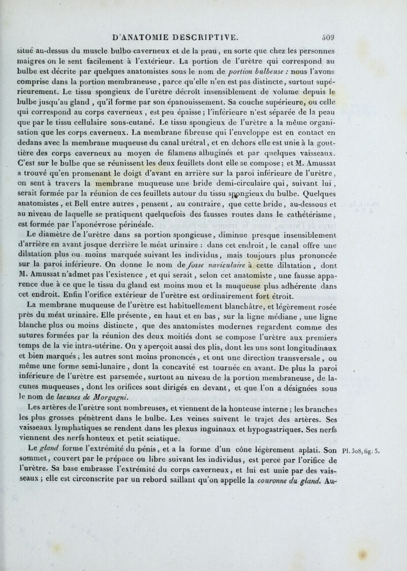 situé au-dessus du muscle biilbo caverneux et de la peau, en sorte que chez les personnes maigres on le sent facilement à l’extérieur. La portion de l’urètre qui correspond au bulbe est décrite par quelques anatomistes sous le nom de portion bulbeuse : nous l’avons comprise dans la portion membraneuse , parce qu’elle n’en est pas distincte, surtout supé- rieurement. Le tissu spongieux de l’urètre décroît insensiblement de volume depuis le bulbe jusqu’au gland , qu’il forme par son épanouissement. Sa couche supérieure, ou celle qui correspond au corps caverneux , est peu épaisse ; l’inférieure n’est séparée de la peau que par le tissu cellulaire sous-cutané. Le tissu spongieux de l’urètre a la même organi- sation que les corps caverneux. La membrane fibreuse qui l’enveloppe est en contact en dedans avec la membrane muqueuse du canal urétral, et en dehors elle est unie à la gout- tière des corps caverneux au moyen de filamens albuginés et par quelques vaisseaux. C’est sur le bulbe que se réunissent les deux feuillets dont elle se compose; et M. Amussat a trouvé qu’en promenant le doigt d’avant en arrière sur la paroi inférieure de l’urètre, on sent à travers la membrane muqueuse une bride demi-circulaire qui, suivant lui, serait formée par la réunion de ces feuillets autour du tissu sppngieux du bulbe. Quelques anatomistes , et Bell entre autres , pensent, au contraire, que cette bride, au-dessous et au niveau de laquelle se pratiquent quelquefois des fausses routes dans le cathétérisme , est formée par l’aponévrose périnéale. Le diamètre de l’urètre dans sa portion spongieuse, diminue presque insensiblement d’arrière en avant jusque derrière le méat urinaire : dans cet endroit, le canal offre une dilatation plus ou moins marquée suivant les individus, mais toujours plus prononcée sur la paroi inférieure. On donne le nom de Josse naviculaire à cette dilatation , dont M. Amussat n’admet pas l’existence , et qui serait, selon cet anatomiste, une fausse appa- rence due à ce que le tissu du gland est moins mou et la muqueuse plus adhérente dans cet endroit. Enfin l’orifice extérieur de l’urètre est ordinairement fort étroit. La membrane muqueuse de 1 urètre est habituellement blanchâtre, et légèrement rosée près du méat urinaire. Elle présente, en haut et en bas, sur la ligne médiane , une ligne blanche plus ou moins distincte , que des anatomistes modernes regardent comme des sutures formées par la réunion des deux moitiés dont se compose l’urètre aux premiers temps de la vie intra-uterine. On y aperçoit aussi des plis, dont les uns sont longitudinaux et bien marqués ; les autres sont moins prononcés, et ont une direction transversale , ou même une forme semi-lunaire, dont la concavité est tournée en avant. De plus la paroi inferieure de 1 urètre est parsemee, surtout au niveau de la portion membraneuse, de la- cunes muqueuses, dont les orifices sont dirigés en devant, et que l’on a désignées sous le nom de lacunes de Morgagni. Les artères de l’urètre sont nombreuses, et viennent de la honteuse interne ; les branches les plus grosses pénètrent dans le bulbe. Les veines suivent le trajet des artères. Ses vaisseaux lymphatiques se rendent dans les plexus inguinaux et hypogastriques. Ses nerfs viennent des nerfs honteux et petit sciatique. hc, gland forme l’extrémité du pénis, et a la forme d’un cône légèrement aplati. Son P1.3o»,fîg.5. sommet, couvert par le prépuce ou libre suivant les individus, est perce par l’orifice de 1 urètre. Sa base embrasse l’extrémité du eorps caverneux, et lui est unie par des vais- seaux ; elle est circonscrite par un rebord saillant qu on appelle la couronne du gland. Au-