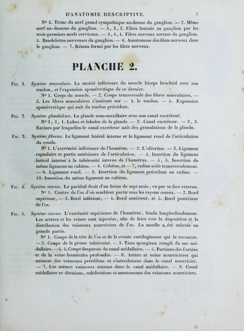 Fig. 1 Fig. 2 Fig. 3 Fig. 4 Fig. 5 N° 1. Tronc du nerf grand sympathique au-dessus du ganglion. — 2. Même nerf au-dessous du ganglion. — 3, 3,3. Filets fournis au ganglion par les trois premiers nerfs cervicaux. — 4,4,4. Filets nerveux sortant du ganglion. 5. Bandelettes nerveuses du ganglion. — 6. Anastomose des filets nerveux dans le ganglion. — 7. Réseau formé par les filets nerveux. PLANCHE 2. . Système musculaire. La moitié inférieure du muscle biceps brachial avec son tendon, et l’expansion aponëvrotique de ce dernier. N° 1. Corps du muscle. — 2. Coupe transversale des fibres musculaires. — 3. Les fibres musculaires s’insérant sur — 4. le tendon. — 5. Expansion aponévrotique qui naît du tendon précédent. Système glanduleux. La glande sous-maxillaire avec son canal excréteur. N° 1, 1, 1. Lobes et lobules de la glande. — 2. Canal excréteur. — 3,3. Racines par lesquelles le canal excréteur naît des granulations de la glande. . Système Jibreux. Le ligament latéral interne et le ligament rond de l’articulation du coude. N° 1. L’extrémité inférieure de l’humérus. — 2. L’olécrâne. — 3. Ligament capsulaire et partie antérieure de l’articulation. — 4. Insertion du ligament latéral interne à la tubérosité interne de l’humérus. — 5 , 5. Insertion du même ligament au cubitus. — 6. Cubitus, et — 7, radius sciés transversalement. — 8. Ligament rond. — 9. Insertion du ligament précédent au radius. — 10. Insertion du même ligament au cubitus. Système osseux. Le pariétal droit d’un fœtus de sept mois , vu par sa face externe. N° 1. Centre de l’os d’où semblent partir tous les rayons osseux. — 2. Bord supérieur, — 3. Bord inférieur, — 4. Bord antérieur, et 5. Bord postérieur de l’os. Système osseux. L’extrémité supérieure de l’humérus , fendu longitudinalement. Les artères et les veines sont injectées, afin de faire voir la disposition et la distribution des vaisseaux nourriciers de l’os. La moelle a. été enlevée en grande partie. N° 1. Coupe delà tête de l’os et de la croûte cartilagineuse qui la recouvre. — 2. Coupe de la grosse tubérosisé. — 3. Tissu spongieux rempli du suc mé- dullaire. —4. 4, Coupe des parois du canal médullaire. — 5. Portions des l’artère et de la veine humérales profondes. — 6. Artère et veine nourricières qui naissent des vaisseaux précédens et s’introduisent dans le canal nourricier. — 7. Les mêmes vaisseaux entrant dans le canal médullaire. — 8. Canal médullaire et divisions, subdivisions et anastomoses des vaisseaux nourriciers.