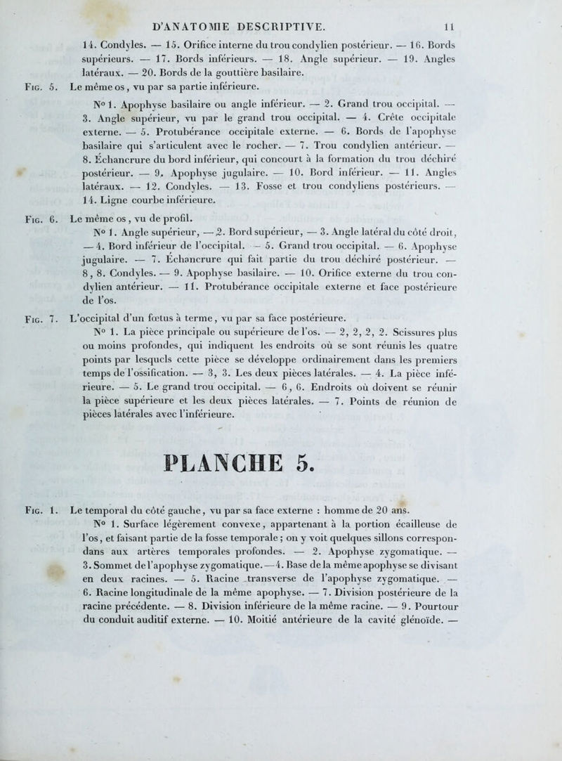 14. Condyles. — 15. Orifice interne du trou condylien postérieur. — 16. Bords supérieurs. — 17. Bords inférieurs. — 18. Angle supérieur. — 19. Angles latéraux. — 20. Bords de la gouttière basilaire. Fig. 5. Le même os, vu par sa partie inférieure. N°l. Apophyse basilaire ou angle inférieur. — 2. Grand trou occipital. — 3. Angle supérieur, vu par le grand trou occipital. — 4. Crête occipitale externe. — 5. Protubérance occipitale externe. — G. Bords de l’apophyse basilaire qui s’articulent avec le rocher. — 7. Trou condylien antérieur. — 8. Echancrure du bord inférieur, qui concourt la formation du trou déchiré postérieur. — 9. Apophyse jugulaire. — 10. Bord inférieur. — 11. Angles latéraux. — 12. Condyles. — 13. Fosse et trou condyliens postérieurs. — 14. Ligne courbe inférieure. Fig. 6. Le même os , vu de profil. N° 1. Angle supérieur, — 2- Bord supérieur, — 3. Angle latéral du côté droit, — 4. Bord inférieur de l’occipital. — 5. Grand trou occipital. — 6. Apophyse jugulaire. — 7. Échancrure qui fait parlie du trou déchiré postérieur. — 8, 8. Condyles. — 9. Apophyse basilaire. — 10. Orifice externe du trou con- dylien antérieur. — 11. Protubérance occipitale externe et face postérieure de l’os. Fig. 7. L’occipital d’un fœtus à terme, vu par sa face postérieure. N° 1. La pièce principale ou supérieure de l’os. — 2, 2, 2, 2. Scissures plus ou moins profondes, qui indiquent les endroits où se sont réunis les quatre points par lesquels cette pièce se développe ordinairement dans les premiers temps de l’ossification. — 3, 3. Les deux pièces latérales. — 4. La pièce infé- rieure. — 5. Le grand trou occipital. — 6,6. Endroits où doivent se réunir la pièce supérieure et les deux pièces latérales. — 7. Points de réunion de pièces latérales avec l’inférieure. FLANCHE 5. Fig. 1. Le temporal du côté gauche, vu par sa face externe : homme de 20 ans. N° 1. Surface légèrement convexe, appartenant à la portion écailleuse de l’os, et faisant partie de la fosse temporale ; on y voit quelques sillons correspon- dans aux artères temporales profondes. — 2. Apophyse zygomatique. — 3. Sommet de l’apophyse zygomatique.—4. Base delà même apophyse se divisant en deux racines. — 5. Racine -transverse de l’apophyse zygomatique. — 6. Racine longitudinale de la même apophyse. — 7. Division postérieure de la racine précédente. — 8. Division inférieure de la même racine. — 9. Pourtour du conduit auditif externe. — 10. Moitié antérieure de la cavité glénoïde. —