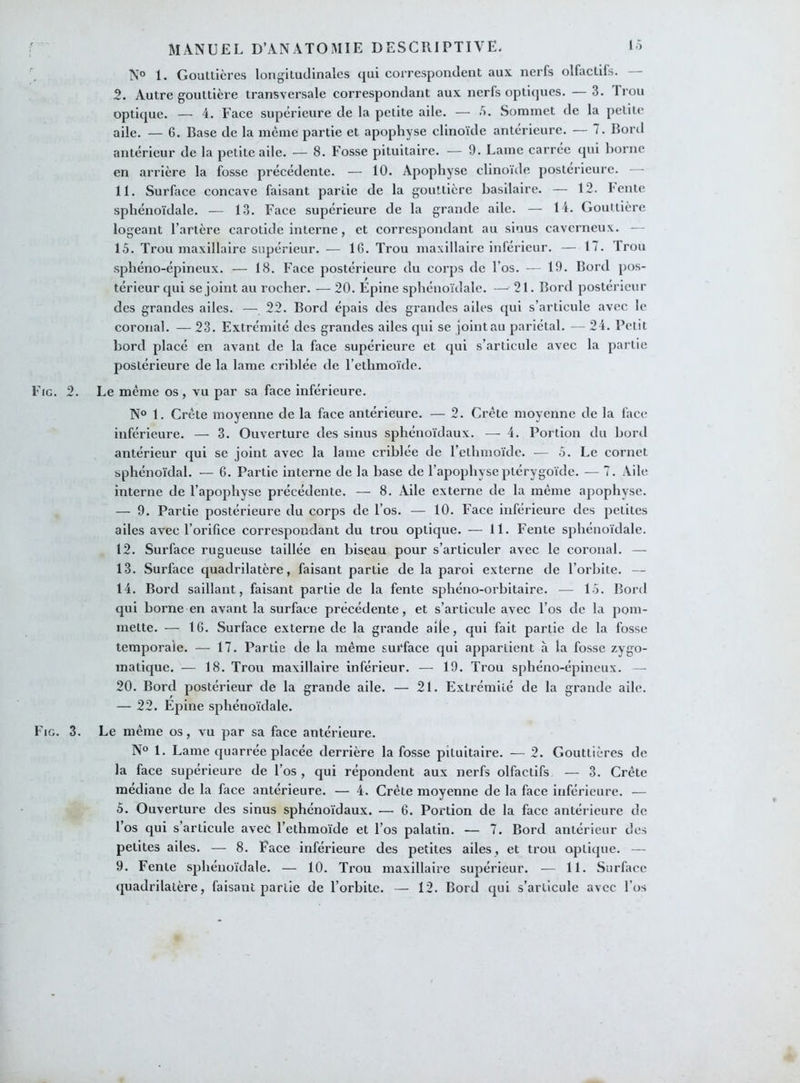 N° 1. Gouttières longitudinales qui correspondent aux nerfs olfactifs. — 2. Autre gouttière transversale correspondant aux nerfs optiques. — 3. Trou optique. — 4. Face supérieure de la petite aile. — 5. Sommet de la petite aile. — 6. Base de la même partie et apophyse clinoïde antérieure. — 7. Bord antérieur de la petite aile. — 8. Fosse pituitaire. — 9. Lame carrée qui borne en arrière la fosse précédente. — 10. Apophyse clinoïde postérieure. — 11. Surface concave faisant partie de la gouttière basilaire. — 12. l'ente sphénoïdale. — 13. Face supérieure de la grande aile. — 14. Gouttière logeant l’artère carotide interne, et correspondant au sinus caverneux. — 15. Trou maxillaire supérieur. — 16. Trou maxillaire inférieur. — 17. Trou sphéno-épineux. — 18. Face postérieure du corps de l’os. — 19. Bord pos- térieur qui se joint au rocher. — 20. Epine sphénoïdale. —21. Bord postérieur des grandes ailes. — 22. Bord épais des grandes ailes qui s’articule avec le coronal. — 23. Extrémité des grandes ailes qui se jointau pariétal. — 24. Petit bord placé en avant de la face supérieure et qui s’articule avec la partie postérieure de la lame criblée de l’ethmoïde. Fig. 2. Le même os, vu par sa face inférieure. N° 1. Crète moyenne de la face antérieure. — 2. Crète moyenne de la face inférieure. — 3. Ouverture des sinus sphénoïdaux. — 4. Portion du bord antérieur qui se joint avec la lame criblée de l’ethmoïde. — 5. Le cornet sphénoïdal. — 6. Partie interne de la base de l’apophyseptérygoïde. — 7. Aile interne de l’apophyse précédente. — 8. Aile externe de la même apophyse. — 9. Partie postérieure du corps de l’os. — 10. Face inférieure des petites ailes avec l’orifice correspondant du trou optique. — 11. Fente sphénoïdale. 12. Surface rugueuse taillée en biseau pour s’articuler avec le coronal. — 13. Surface quadrilatère, faisant partie de la paroi externe de l’orbite. — 14. Bord saillant, faisant partie de la fente sphéno-orbitaire. — 15. Bord qui borne en avant la surface précédente, et s’articule avec l’os de la pom- mette. — 16. Surface externe de la grande aile, qui fait partie de la fosse temporale. — 17. Partie de la même surface qui appartient à la fosse zygo- matique. — 18. Trou maxillaire inférieur. — 19. Trou sphéno-épineux. — 20. Bord postérieur de la grande aile. — 21. Extrémité de la grande aile. — 22. Épine sphénoïdale. Fig. 3. Le même os, vu par sa face antérieure. N° 1. Lame quarrée placée derrière la fosse pituitaire. — 2. Gouttières de la face supérieure de l’os , qui répondent aux nerfs olfactifs — 3. Crête médiane de la face antérieure. — 4. Crète moyenne de la face inférieure. — 5. Ouverture des sinus sphénoïdaux. — 6. Portion de la face antérieure de l’os qui s’articule avec l’ethmoïde et l’os palatin. — 7. Bord antérieur des petites ailes. — 8. Face inférieure des petites ailes, et trou optique. — 9. Fente sphénoïdale. — 10. Trou maxillaire supérieur. — 11. Surface quadrilatère, faisant partie de l’orbite. — 12. Bord qui s’articule avec l’os