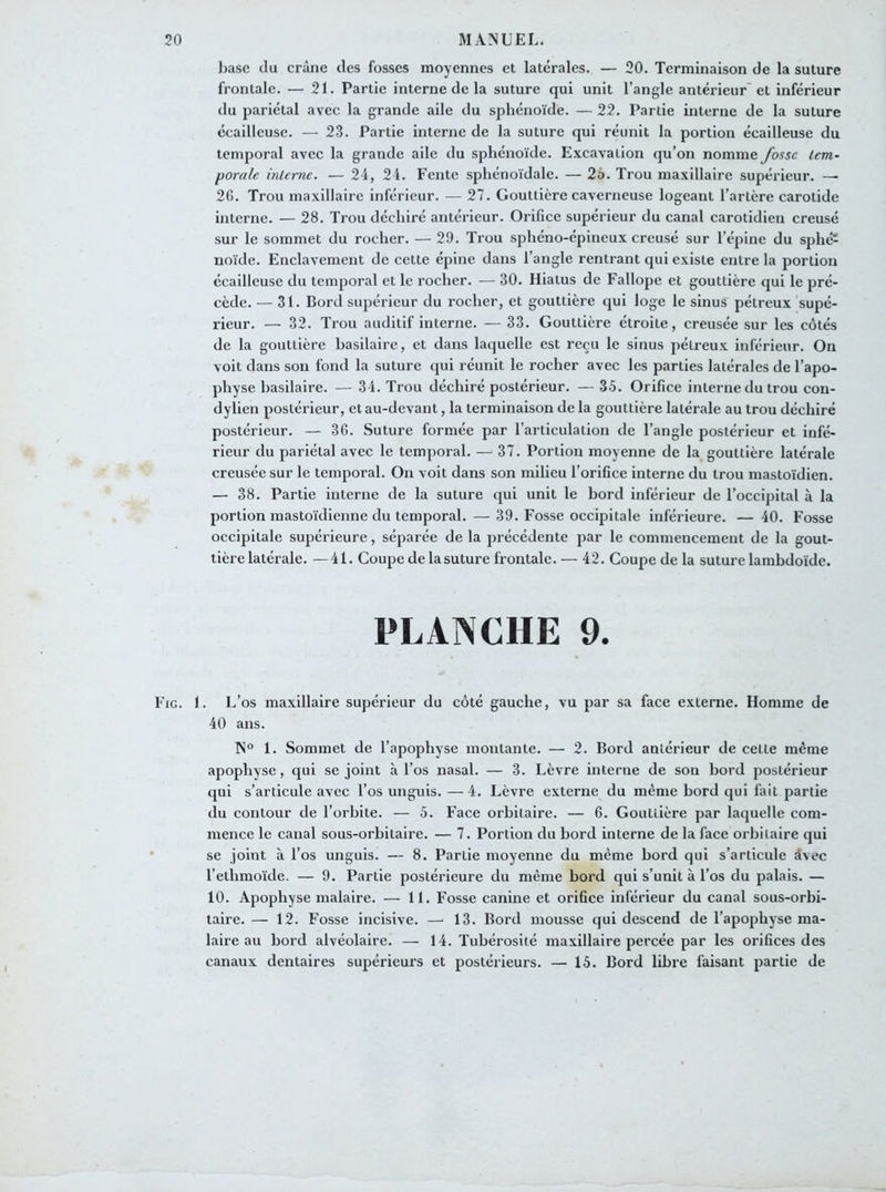 Fig. i base du crâne des fosses moyennes et latérales. — 20. Terminaison de la suture frontale. — 21. Partie interne de la suture qui unit l’angle antérieur et inférieur du pariétal avec la grande aile du sphénoïde. — 22. Partie interne de la suture écailleuse. — 23. Partie interne de la suture qui réunit la portion écailleuse du temporal avec la grande aile du sphénoïde. Excavation qu’on nomme fosse tem- porale interne. — 24, 24. Fente sphénoïdale. — 25. Trou maxillaire supérieur. — 26. Trou maxillaire inférieur. — 27. Gouttière caverneuse logeant l’artère carotide interne. — 28. Trou déchiré antérieur. Orifice supérieur du canal carotidien creusé sur le sommet du rocher. — 29. Trou sphéno-épineux creusé sur l’épine du sphé- noïde. Enclavement de cette épine dans l’angle rentrant qui existe entre la portion écailleuse du temporal et le rocher. — 30. Hiatus de Fallope et gouttière qui le pré- cède. — 31. Bord supérieur du rocher, et gouttière qui loge le sinus pétreux supé- x’ieur. — 32. Trou auditif interne. — 33. Gouttière étroite, creusée sur les côtés de la gouttière basilaire, et dans laquelle est reçu le sinus pélreux inférieur. On voit dans son fond la suture qui réunit le rocher avec les parties latérales de l’apo- physe basilaire. — 34. Trou déchiré postérieur. — 35. Orifice interne du trou con- dylien postérieur, et au-devant, la terminaison de la gouttière latérale au trou déchiré postérieur. — 36. Suture formée par l’articulation de l’angle postérieur et infé- rieur du pariétal avec le temporal. — 37. Portion moyenne de la gouttière latérale creusée sur le temporal. On voit dans son milieu l’orifice interne du trou mastoïdien. — 38. Partie interne de la suture qui unit le bord inférieur de l’occipital à la portion mastoïdienne du temporal. — 39. Fosse occipitale inférieure. — 40. Fosse occipitale supérieure, séparée de la précédente par le commencement de la gout- tière latérale. — 41. Coupe de la suture frontale. — 42. Coupe de la suture lambdoïde. PLANCHE 9. 1. L’os maxillaire supérieur du côté gauche, vu par sa face externe. Homme de 40 ans. N° 1. Sommet de l’apophyse montante. — 2. Bord antérieur de celle même apophyse, qui se joint à l’os nasal. — 3. Lèvre interne de son bord postérieur qui s’articule avec l’os unguis. —4. Lèvre externe du même bord qui fait partie du contour de l’orbite. — 5. Face orbitaire. — 6. Gouttière par laquelle com- mence le canal sous-orbitaire. — 7. Portion du bord interne de la face orbitaire qui se joint à l’os unguis. — 8. Partie moyenne du même bord qui s’articule avec l’elhmoïde. — 9. Partie postérieure du même bord qui s’unit à l’os du palais. — 10. Apophyse malaire. — 11. Fosse canine et orifice inférieur du canal sous-orbi- taire. — 12. Fosse incisive. — 13. Bord mousse qui descend de l’apophyse ma- laire au bord alvéolaire. — 14. Tubérosité maxillaire percée par les orifices des canaux dentaires supérieurs et postérieurs. — 15. Bord libre faisant partie de