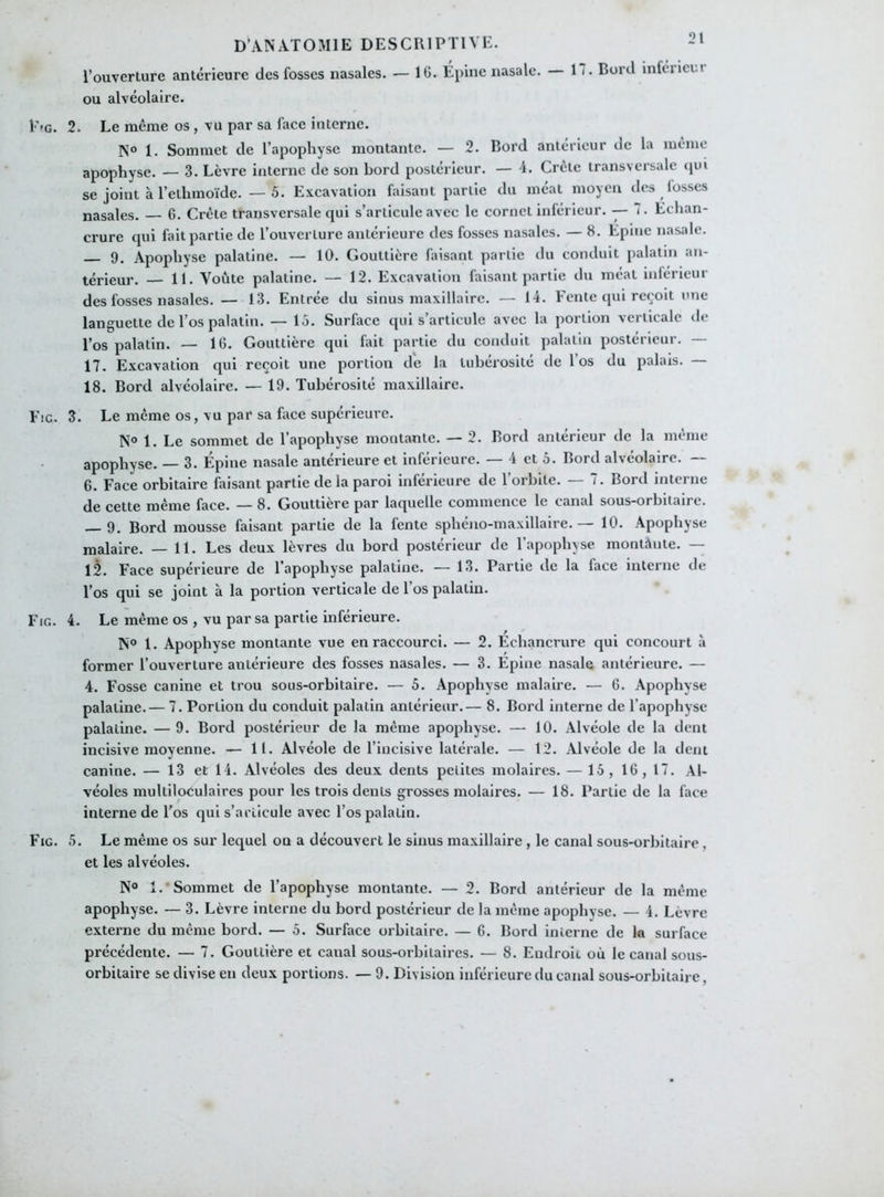 l’ouverture antérieure des fosses nasales. — 10. Epine nasale. — 1 < • Boni inférict.t ou alvéolaire. F «g. 2. Le même os , vu par sa face interne. N° 1. Sommet de l’apophyse montante. — 2. Bord antérieur de la même apophyse. — 3. Lèvre interne de son bord postérieur. — 4. Crête transversale qui se joint à l’elhmoïde. —5. Excavation faisant partie du méat moyen des fosses nasales. — G. Crête transversale qui s’articule avec le cornet inférieur. — 7. Echan- crure qui fait partie de l’ouverture antérieure des fosses nasales. — 8. Epine nasale. 9. Apophyse palatine. — 10. Gouttière faisant partie du conduit palatin an- térieur. — 11. Voûte palatine. — 12. Excavation faisant partie du méat inférieur des fosses nasales. — 13. Entrée du sinus maxillaire. — 14. Fente qui reçoit une languette de l’os palatin. — 15. Surface qui s’articule avec la portion verticale de l’os palatin. — 16. Gouttière qui fait partie du conduit palatin postérieur. — 17. Excavation qui reçoit une portion de la tubérosité de 1 os du palais. — 18. Bord alvéolaire. — 19. Tubérosité maxillaire. Fie. 3. Le même os, vu par sa face supérieure. N° 1. Le sommet de l’apophyse montante. — 2. Bord antérieur de la même apophyse. — 3. Épine nasale antérieure et inférieure. — 4 et 5. Bord alvéolaire. — 6. Face orbitaire faisant partie de la paroi inférieure de l’orbite. — 7. Bord interne de cette même face. — 8. Gouttière par laquelle commence le canal sous-orbitaire. — 9. Bord mousse faisant partie de la fente sphéno-maxillaire. — 10. Apophyse malaire. — 11. Les deux lèvres du bord postérieur de l’apophyse montâute. — 12. Face supérieure de l’apophyse palatine. — 13. Partie de la face interne de l’os qui se joint à la portion verticale de 1 os palatin. Fig. 4. Le même os , vu par sa partie inférieure. ( ; # N° 1. Apophyse montante vue en raccourci. — 2. Echancrure qui concourt à former l’ouverture antérieure des fosses nasales. — 3. Epine nasale antérieure. — 4. Fosse canine et trou sous-orbitaire. — 5. Apophyse malaire. — 6. Apophyse palatine.— 7. Portion du conduit palatin antérieur.— 8. Bord interne de l’apophyse palatine. — 9. Bord postérieur de la même apophyse. — 10. Alvéole de la dent incisive moyenne. — 11. Alvéole de l’incisive latérale. — 12. Alvéole de la dent canine. — 13 et 14. Alvéoles des deux dents petites molaires. — 15, 16, 17. Al- véoles multiloculaires pour les trois dents grosses molaires. — 18. Partie de la face interne de l’os qui s’articule avec l’os palatin. Fig. 5. Le même os sur lequel on a découvert le sinus maxillaire , le canal sous-orbitaire, et les alvéoles. N° 1.‘ Sommet de l’apophyse montante. — 2. Bord antérieur de la même apophyse. — 3. Lèvre interne du bord postérieur de la même apophyse. — 4. Lèvre externe du même bord. — 5. Surface orbitaire. — 6. Bord interne de la surface précédente. — 7. Gouttière et caual sous-orbilaires. — 8. Endroit où le canal sous- orbitaire se divise en deux portions. — 9. Division inférieure du canal sous-orbitaire,