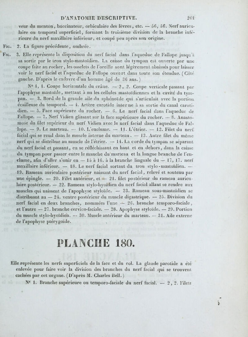 veur du menton, buccinateur, orbiculaire des lèvres, etc. — 56, 56. Nerf auricu- laire ou temporal superficiel, formant la troisième division de la branche infe- rieure du nerf maxillaire inférieur, et coupé peu après son origine. Fjg. 2. La figure précédente, ombrée. Fig. 3. Elle représente la disposition du nerf facial dans l’aqueduc de Fallope jusqu’à sa sortie par le trou stylo-mastoïdien. La caisse du tympan est ouverte par une coupe faite au rocher, les osselets de l’oreille sont légèrement abaissés pour laisser voir le nerf facial et l’aqueduc de Fallope ouvert dans toute son étendue. (Côté gauche. D’après le cadavre d’un homme âgé de 36 ans. ) N° I, l. Coupe horizontale du crâne. — 2, 2. Coupe verticale passant par l’apophyse mastoïde, mettant à nu les cellules mastoïdiennes et la cavité du tym- pan. — 3. Bord de la grande aile du sphénoïde qui s’articulait avec la portion écailleuse du temporal. — 4. Artère carotide interne à sa sortie du canal caroti- dien. — 5. Face supérieure du rocher. — 6. Le nerf facial dans l’aqueduc de Fallope. — 7. Nerl Vidien glissant sur la face supérieure du rocher. — 8. Anasto- mose du filet supérieur du nerf Vidien avec le nerf facial dans l’aqueduc de Fal- lope. — 9. Le marteau. — 10. L’enclume. — 11. L’étrier. — 12. Filet du nerf facial qui se rend dans le muscle interne du marteau. — 13. Autre filet du même nerf qui se distribue au muscle de l’étrier. — 14. La corde du tympan se séparant du nerf facial et passant, en se réfléchissant en haut et en dehors, dans la caisse du tympan pour passer entre le manche du marteau et la longue branche de l’en- clume, afin d’aller s’unir en — 15 à 16. à la branche linguale du — 17, 17. nerf maxillaire inférieur. — 18. Le nerf facial sortant du trou stylo-mastoïdien. — 19. Rameau auriculaire postérieur naissant du nerf facial, relevé et soutenu par une épingle. — 20. Filet antérieur, et — 21. filet postérieur du rameau auricu- laire postérieur. — 22. Rameau stylo-hyoïdien du nerf facial allant se rendre aux muscles qui naissent de l’apophyse styloïde. — 23. Rameau sous-mastoïdien se distribuant au — 24. ventre postérieur du muscle digastrique. — 25. Division du nerf facial en deux branches, nommées l’une — 26. branche temporo-faciale, et l'autre — 27. branche cervico-faciale. — 28. Apophyse styloïde. — 29. Portion du muscle stylo-hyoïdien. — 30. Muscle antérieur du marteau. — 31. Aile externe de l’apophyse ptérygoïde. PLANCHE 180. Elle représente les nerfs superficiels de la face et du col. La glande parotide a été enlevée pour faire voir la division des branches du nerf facial qui se trouvent cachées par cet organe. (D’après M. Charles Bell.) N° 1. Branche supérieure ou temporo-faciale du nerf facial. — 2,2. Filets