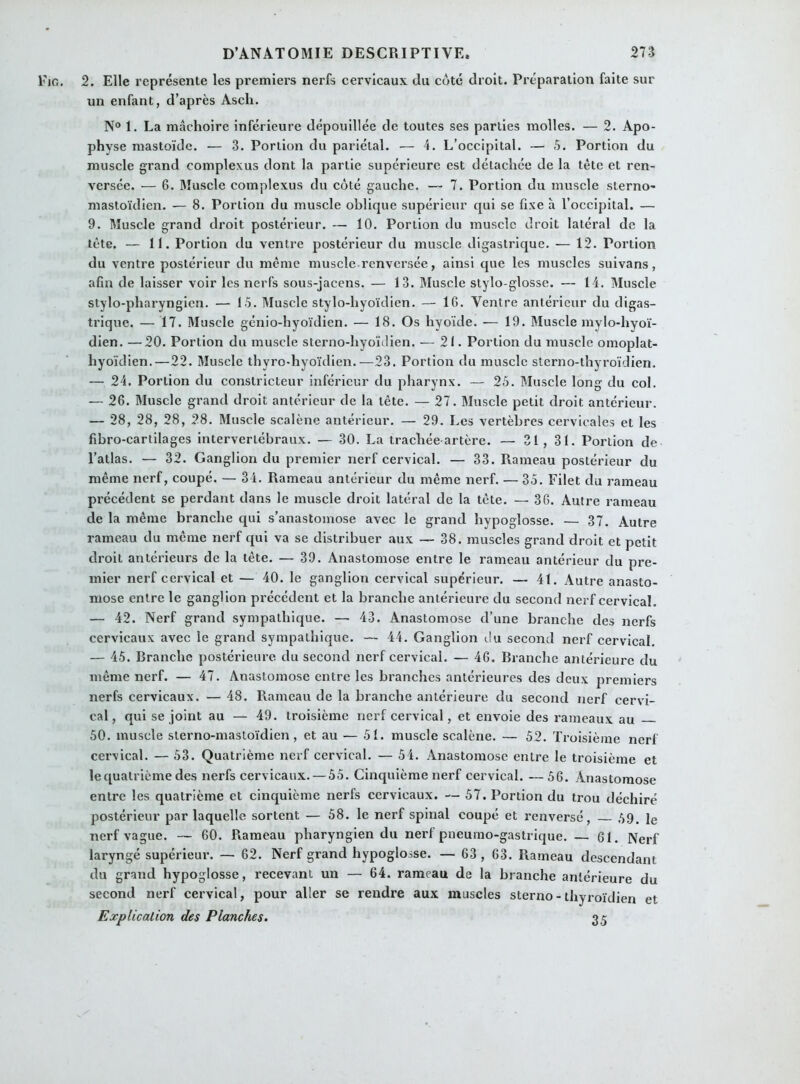 Fig. 2. Elle représente les premiers nerfs cervicaux du côté droit. Préparation faite sur un enfant, d’après Ascii. N° 1. La mâchoire inférieure dépouillée de toutes ses parties molles. — 2. Apo- physe mastoïdc. — 3. Portion du pariétal. — 4. L’occipital. — 5. Portion du muscle grand eomplexus dont la partie supérieure est détachée de la tête et ren- versée. — 6. Muscle eomplexus du côté gauche. — 7. Portion du muscle sterno- mastoïdien. — 8. Portion du muscle oblique supérieur qui se fixe à l’occipital. — 9. Muscle grand droit postérieur. — 10. Portion du muscle droit latéral do la tète. — 11. Portion du ventre postérieur du muscle digastrique. — 12. Portion du ventre postérieur du même muscle renversée, ainsi que les muscles suivans, afin de laisser voir les nerfs sous-jacens. — 13. Muscle stylo-glosse. — 14. Muscle stylo-pharyngien. — 15. Muscle stylo-hyoïdien. — 16. Ventre antérieur du digas- trique. — 17. Muscle génio-hyoïdien. — 18. Os hyoïde. — 19. Muscle mylo-hyoï- dien. —20. Portion du muscle sterno-hyoïdien. — 21. Portion du muscle omoplat- hyoïdien.—22. Muscle thyro-hyoïdien.—23. Portion du muscle sterno-thyroïdien. — 24. Portion du constricteur inférieur du pharynx. — 25. Muscle long du col. — 26. Muscle grand droit antérieur de la tête. — 27. Muscle petit droit antérieur. — 28, 28, 28, 28. Muscle scalène antérieur. — 29. Les vertèbres cervicales et les fibro-cartilages intervertébraux. — 30. La trachée-artère. — 31, 31. Portion de l’atlas. — 32. Ganglion du premier nerf cervical. — 33. Rameau postérieur du même nerf, coupé. — 34. Rameau antérieur du même nerf. — 35. Filet du rameau précédent se perdant dans le muscle droit latéral de la tête. — 36. Autre rameau de la même branche qui s’anastomose avec le grand hypoglosse. — 37. Autre rameau du même nerf qui va se distribuer aux — 38. muscles grand droit et petit droit antérieurs de la tête. — 39. Anastomose entre le rameau antérieur du pre- mier nerf cervical et — 40. le ganglion cervical supérieur. — 41. Autre anasto- mose entre le ganglion précédent et la branche antérieure du second nerf cervical. — 42. Nerf grand sympathique. — 43. Anastomose d’une branche des nerfs cervicaux avec le grand sympathique. — 44. Ganglion du second nerf cervical. — 45. Branche postérieure du second nerf cervical. — 46. Branche antérieure du même nerf. — 47. Anastomose entre les branches antérieures des deux premiers nerfs cervicaux. — 48. Rameau de la branche antérieure du second nerf cervi- cal, qui se joint au — 49. troisième nerf cervical, et envoie des rameaux au 50. muscle sterno-mastoïdien, et au — 51. muscle scalène. — 52. Troisième nerf cervical. — 53. Quatrième nerf cervical. — 54. Anastomose entre le troisième et le quatrième des nerfs cervicaux. — 55. Cinquième nerf cervical. — 56. Anastomose entre les quatrième et cinquième nerfs cervicaux. — 57. Portion du trou déchiré postérieur par laquelle sortent — 58. le nerf spinal coupé et renversé, — 59. le nerf vague. — 60. Rameau pharyngien du nerf pneumo-gastrique. — 61. Nerf laryngé supérieur. — 62. Nerf grand hypoglosse. — 63 , 63. Rameau descendant du grand hypoglosse, recevant un — 64. rameau de la branche antérieure du second nerf cervical, pour aller se rendre aux muscles sterno-thyroïdien et Explication des Planches. 3,5