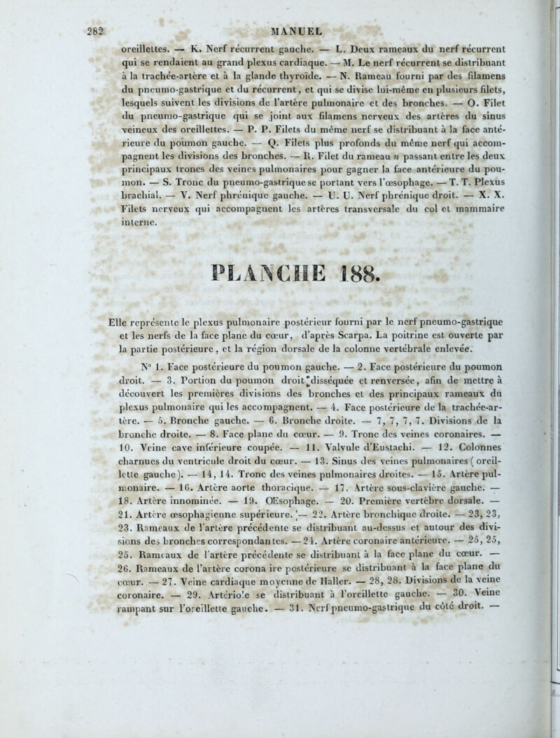 oreillettes. — K. Nerf récurrent gauche. — L. Deux rameaux du nerf récurrent qui se rendaient au grand plexus cardiaque. — M. Le nerf récurrent se distribuant à la trachée-artère et à la glande thyroïde. — N. Rameau fourni par des fdamens du pneumo-gastrique et du récurrent, et qui se divise lui-même en plusieurs fdets, lesquels suivent les divisions de l’artère pulmonaire et des bronches. — O. Filet du pneumo-gastrique qui se joint aux fdamens nerveux des artères du sinus veineux des oreillettes. — P. P. Filets du même nerf se distribuant à la face anté- rieure du poumon gauche. — Q. Filets plus profonds du même nerf qui accom- pagnent les divisions des bronches. — R. Filet du rameau n passant entre les deux principaux troncs des veines pulmonaires pour gagner la face antérieure du pou- mon. — S. Tronc du pneumo-gastrique sc portant vers l’œsophage. — T. T. Plexus brachial. — Y. Nerf phrénique gauche. — U. U. Nerf phrénique droit. — X. X. Filets nerveux qui accompagnent les artères transversale du col et mammaire interne. PLANCHE 188. Elle représente le plexus pulmonaire postérieur fourni par le nerf pneumo-gastrique et les nerfs de la face plane du cœur, d’après Scarpa. La poitrine est ouverte par la partie postérieure, et la région dorsale de la colonne vertébrale enlevée. N° 1. Face postérieure du poumon gauche. — 2. Face postérieure du poumon droit. — 3. Portion du poumon droit disséquée et renversée, afin de mettre à découvert les premières divisions des bronches et des principaux rameaux du plexus pulmonaire qui les accompagnent. — 4. Face postérieure de la trachée-ar- tère. — 5. Bronche gauche. — 6. Bronche droile. — 7, 7, 7, 7. Divisions de la bronche droite. — 8. Face plane du cœur. — 9. Tronc des veines coronaires. — 10. Veine cave inférieure coupée. — 11. Valvule d’Eustachi. •— 12. Colonnes charnues du ventricule droit du cœur. — 13. Sinus des veines pulmonaires ( oreil- lette gauche). — 14, 14. Tronc des veines pulmonaires droites. — 15. Artère pul- monaire. — 16. Artère aorte thoracique. — 17. Artère sous-clavière gauche. — 18. Artère innommée. — 19. OEsophage. — 20. Première vertèbre dorsale. — 21. Artère œsophagienne supérieure. |— 22. Artère bronchique droite. — 23, 23, 23. Rameaux de l’artère précédente se distribuant au-dessus et autour des divi- sions des bronches correspondantes. —24. Artère coronaire antérieure. — 25, 25, 25. Rameaux de l’artère précédente se distribuant à la face plane du cœur. — 26. Rameaux de l’artère corona ire postérieure se distribuant à la face plane du cœur. — 27. Veine cardiaque moyenne de Haller. — 28, 28. Divisions de la veine coronaire. — 29. Artériole se distribuant à l’oreillette gauche. — 30. A eine rampant sur l’oreillette gauche. — 31. Nerf pneumo-gastrique du côté droit.