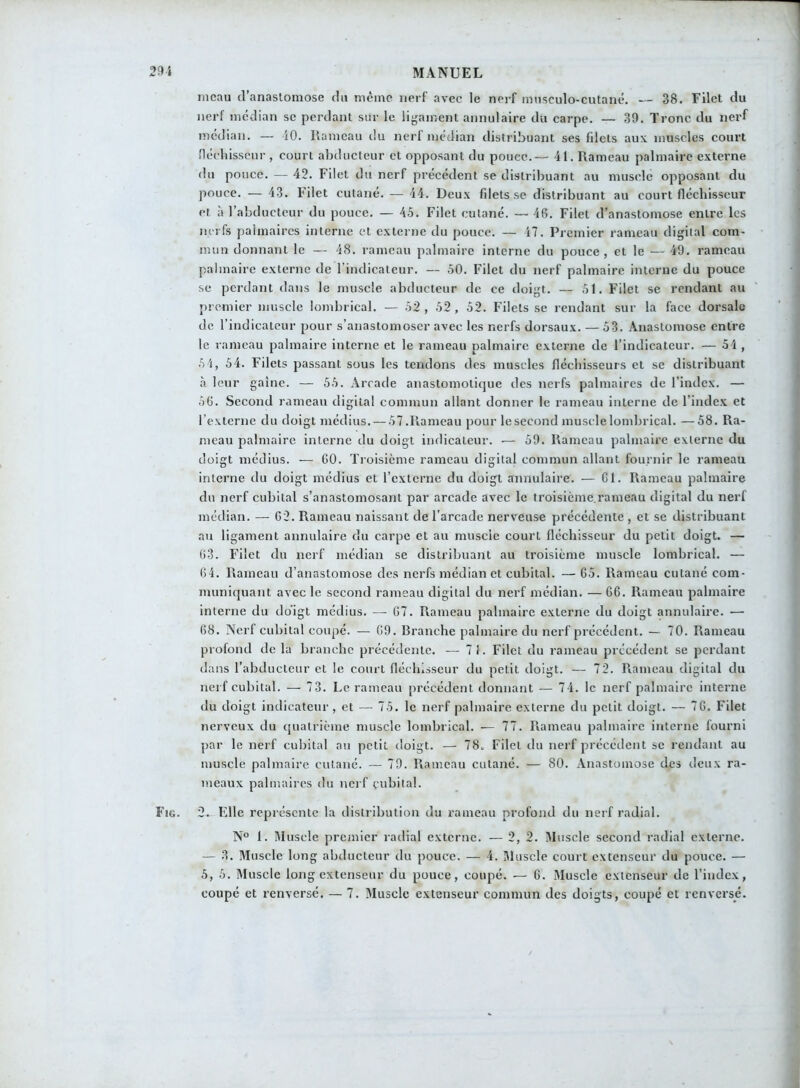 meau d’anastomose du même nerf avec le nerf musculo-cutané. — 38. Filet du nerf médian se perdant sur le ligament annulaire du carpe. — 39. Tronc du nerf médian. — 40. Rameau du nerf médian distribuant ses fdcts aux muscles court fléchisseur , court abducteur et opposant du pouce.— 41. Rameau palmaire externe du pouce. — 42. Filet du nerf précédent se distribuant au muscle opposant du pouce. — 43. l'ilet cutané. — 44. Deux filets.se distribuant au court fléchisseur et à l’abducteur du pouce. — 45. Filet cutané. — 46. Filet d’anastomose entre les nerfs palmaires interne et externe du pouce. — i7. Premier rameau digital com- mun donnant le — 48. rameau palmaire interne du pouce, et le — 49. rameau palmaire externe de l’indicateur. — 50. Filet du nerf palmaire interne du pouce se perdant dans le muscle abducteur de ce doigt. — 51. Filet se rendant au premier muscle lombrical. — 52 , 52 , 52. Filets se rendant sur la face dorsale de l’indicateur pour s’anastomoser avec les nerfs dorsaux. — 53. Anastomose entre le rameau palmaire interne et le rameau palmaire externe de l’indicateur. — 54 , 54, 54. Filets passant sous les tendons des muscles fléchisseurs et se distribuant à leur gaine. — 55. Arcade anastomotique des nerfs palmaires de l’index. — 56. Second rameau digital commun allant donner le rameau interne de l’index et l’externe du doigt médius. — 57.Rameau pour lesecond muscle lombrical. —58. Ra- meau palmaire interne du doigt indicateur. — 59. Rameau palmaire externe du doigt médius. — 60. Troisième rameau digital commun allant fournir le rameau interne du doigt médius et l’externe du doigt annulaire. — 61. Rameau palmaire du nerf cubital s’anastomosant par arcade avec le troisième.rameau digital du nerf médian. — 62. Rameau naissant de l'arcade nerveuse précédente , et se distribuant au ligament annulaire du carpe et au muscie court fléchisseur du petit doigt. — 63. Filet du nerf médian se distribuant au troisième muscle lombrical. — 64. Rameau d’anastomose des nerfs médian et cubital. — 65. Rameau cutané com- muniquant avec le second rameau digital du nerf médian. — 66. Rameau palmaire interne du do’igt médius. — 67. Rameau palmaire externe du doigt annulaire. -— 68. Nerf cubital coupé. — 69. Branche palmaire du nerf précédent. — 70. Rameau profond delà branche précédente. — 71. Filet du rameau précédent se perdant dans l’abducteur et le court fléchisseur du petit doigt. — 72. Rameau digital du nerf cubital. — 73. Le rameau précédent donnant — 74. le nerf palmaire interne du doigt indicateur, et — 75. le nerf palmaire externe du petit doigt. — 76. Filet nerveux du quatrième muscle lombrical. •— 77. Piameau palmaire interne fourni par le nerf cubital au petit doigt. — 78. Filet du nerf précédent se rendant au muscle palmaire cutané. — 79. Rameau cutané. — 80. Anastomose des deux ra- meaux palmaires du nerf cubital. Fig. 2. Elle représente la distribution du rameau profond du nerf radial. N° 1. Muscle premier radial externe. — 2, 2. Muscle second radial externe. — 3. Muscle long abducteur du pouce. — 4. Muscle court extenseur du pouce. — 5, 5. Muscle long extenseur du pouce, coupé. •— 6. Muscle extenseur de l’index, coupé et renversé. — 7. Muscle extenseur commun des doigts, coupé et renversé.