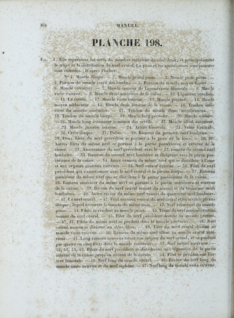 PLANCHE 198. ï'ig. i. Elle représente les nerfs du membre inférieur du côté droit, et principalement le trajet et la distribution du nerf crural. La peau et les aponévroses sous-jacentes sont enlevées. (D’après Fischer.) N° 1. Muscle iliaque. — 2. Muscle grand psoas. — 3. Muscle petit psoas. — 4. Portion du muscle carré des lombes. — 5. Portion du muscle moyen fessier. — 6. Muscle couturier. — 7. Muscle tenseur de l’aponévrose fémorale — 8. Muscle vaste externe. — 9. Muscle droit antérieur de la cuisse. — 10. Ligament rotulien. — 11. La rotule. — 12. Muscle vaste interne. — 13. Muscle pccliné. — 1 i. Muscle moyen adducteur. — 15. Muscle droit interne de la cuisse. — IG. Tendon infé- rieur du muscle couturier. — 17. Tendon du muscle demi - membraneux. — 18. Tendon du muscle biceps. — 19. Muscle long péronier. — 20. Muscle soléaire. — 21. Muscle long extenseur commun des orteils. — 22. Muscle tibial antérieur. — 23. Muscle jumeau interne. — 24. Arlcrc fémorale. — 25. Veine fémorale. — 26. Crête iliaque. —27. Pubis. — 28. Rameau du premier nerf lombaire. — 29. Deux filets du nerf précédent se portant à la peau de la fesse. — 30, 30. Autres filets du meme nerf se portant à la partie postérieure et externe de la cuisse. — 31. Anastomose du nerf précédent avec le— 32. rameau du second nerf lombaire. — 33. Rameau du second nerf lombaire se dirigeant vers la partie pos- térieure de la cuisse. — 34. Autre rameau du même nerf qui se distribue a l’aine et aux organes génitaux externes. — 35. Nerf cutané externe. — 3G. Filet du nerf précédent qui s’anastomose avec le nerf crural et le plexus iliaque. — 37. Rameau postérieur du même nerf qui se distribue à la partie postérieure de la cuisse. — 38. Rameau antérieur du même nerf se portant à la partie antérieure et externe de la cuisse. — 39. Racine du nerf crural venant du second et du troisième nerfs lombaires. — 40. Autre racine du meme nerf venant du quatrième nerf lombaire. — 41. Le nerf crural. — 42. Filet nerveux venant du nerf crural et formant le plexus iliaque , lequel recouvre le muscle du même nom. — 43. Nerf récurrent du muscle psoas. — 44. Filets se rendant au muscle psoas. — 45. Tronc du nerf musculo-cutané venant du nerf crural. — 46. Filet du nerf précédent destiné au muscle pectine. — 47, 47. Filets du même nerf se perdant dans le muscle couturier. — 48. Nerl cutané moyen se divisant en deux filets. — 49. Filet du nerf crural destiné au muscle vaste externe. — 50. Rameau du même nerf allant au muscle crural anté- rieur. — 51. Long rameau nerveux tirant son origine du nerf crural , et se perdant par quatre ou cinq filets dans le muscle couturier. — 52. Nerf cutané antérieur. — 53, 53, 53, 53. Filets du nerf précédent se distribuant aux tégumens de la partie interne de la cuisse jusqu’au niveau de la rotule. — 5 4. Filet se perdant sur 1 ar- tère fémorale. — 55. Nerf long du muscle crural. — 56. Racine du nerf long du muscle vaste externe et du nerf saphène. — 57. Nerf long du muscle vaste externe.