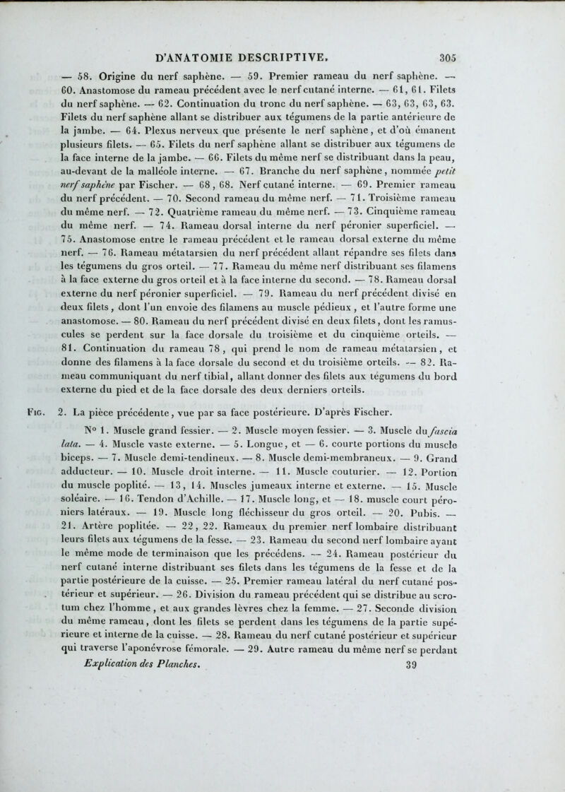 — 58. Origine du nerf saphène. — 59. Premier rameau du nerf saphène. — 60. Anastomose du rameau précédent avec le nerf cutané interne. — 61, 61. Filets du nerf saphène. — 62. Continuation du tronc du nerf saphène. — 63, 63, 63, 63. Filets du nerf saphène allant se distribuer aux tégumens de la partie antérieure de la jambe. — 64. Plexus nerveux que présente le nerf saphène, et d’où émanent plusieurs filets. — 65. Filets du nerf saphène allant se distribuer aux tégumens de la face interne de la jambe. — 66. Filets du même nerf se distribuant dans la peau, au-devant de la malléole interne. — 67. Branche du nerf saphène, nommée petit nerf saphène par Fischer. — 68 , 68. Nerf cutané interne. — 69. Premier rameau du nerf précédent. — 70. Second rameau du même nerf. — 71. Troisième rameau du même nerf. — 72. Quatrième rameau du même nerf. — 73. Cinquième rameau du même nerf. — 74. Rameau dorsal interne du nerf péronier superficiel. — 75. Anastomose entre le rameau précédent et le rameau dorsal externe du même nerf. — 76. Rameau métatarsien du nerf précédent allant répandre ses filets dans les tégumens du gros orteil. — 77. Rameau du même nerf distribuant ses filamens à la face externe du gros orteil et à la face interne du second. — 78. Rameau dorsal externe du nerf péronier superficiel. — 79. Rameau du nerf précédent divisé en deux filets, dont l’un envoie des filamens au muscle pédieux , et l’autre forme une anastomose. — 80. Rameau du nerf précédent divisé en deux filets, dont les ramus- cules se perdent sur la face dorsale du troisième et du cinquième orteils. — 81. Continuation du rameau 78, qui prend le nom de rameau métatarsien, et donne des filamens à la face dorsale du second et du troisième orteils. — 82. Ra- meau communiquant du nerf tibial, allant donner des filets aux tégumens du bord externe du pied et de la face dorsale des deux derniers orteils. ig. 2. La pièce précédente, vue par sa face postérieure. D’après Fischer. N° 1. Muscle grand fessier. — 2. Muscle moyen fessier. — 3. Muscle du fascia lata. — 4. Muscle vaste externe. — 5. Longue, et — 6. courte portions du muscle biceps. — 7. Muscle demi-tendineux. — 8. Muscle demi-membraneux. — 9. Grand adducteur. — 10. Muscle droit interne. — 11. Muscle couturier. — 12. Portion du muscle poplité. — 13, 14. Muscles jumeaux interne et externe. — 15. Muscle soléaire. — 16. Tendon d’Achille. — 17. Muscle long, et — 18. muscle court péro- niers latéraux. — 19. Muscle long fléchisseur du gros orteil. — 20. Pubis. 21. Artère poplitée. — 22, 22. Piameaux du premier nerf lombaire distribuant leurs filets aux tégumens de la fesse. — 23. Rameau du second nerf lombaire ayant le même mode de terminaison que les précédons. — 24. Rameau postérieur du nerf cutané interne distribuant ses filets dans les tégumens de la fesse et de la partie postérieure de la cuisse. — 25. Premier rameau latéral du nerf cutané pos- térieur et supérieur. — 26. Division du rameau précédent qui se distribue au scro- tum chez l’homme , et aux grandes lèvres chez la femme. — 27. Seconde division du même rameau, dont les filets se perdent dans les tégumens de la partie supé- rieure et interne de la cuisse. — 28. Rameau du nerf cutané postérieur et supérieur qui traverse l’aponévrose fémorale. — 29. Autre rameau du même nerf se perdant Explication des Planches. 39