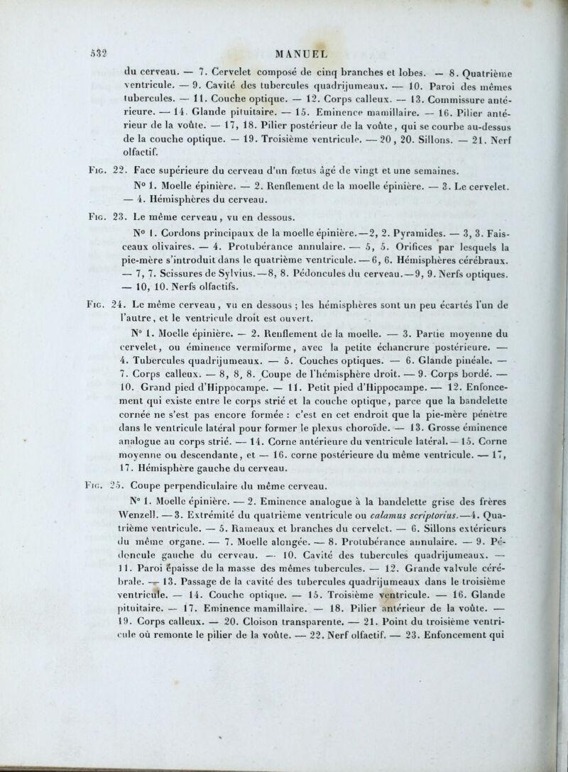 du cerveau. — 7. Cervelet composé de cinq branches et lobes. — 8. Quatrième ventricule. — 9. Cavité des tubercules quadrijumeaux. — 10. Paroi des mêmes tubercules. — 11. Couche optique. — 12. Corps calleux. 13. Commissure anté- rieure. — 14. Glande pituitaire. — 15. Eminence mamillaire. — 16. Pilier anté- rieur de la voûte. — 17, 18. Pilier postérieur de la voûte, qui se courbe au-dessus de la couche optique. — 19. Troisième ventricule. —20, 20. Sillons. — 21. Nerf olfactif. Fig. 22. Face supérieure du cerveau d’un fœtus âgé de vingt et une semaines. N° 1. Moelle épinière. — 2. Renflement de la moelle épinière. — 3. Le cervelet. — 4. Hémisphères du cerveau. Fig. 23. Le même cerveau, vu en dessous. N° I. Cordons principaux de la moelle épinière.—2, 2. Pyramides. — 3, 3. Fais- ceaux olivaires. — 4. Protubérance annulaire. — 5,5. Orifices par lesquels la pie-mère s’introduit dans le quatrième ventricule. — 6, 6. Hémisphères cérébraux. — 7, 7. Scissures de Sylvius. — 8, 8. Pédoncules du cerveau. — 9, 9. Nerfs optiques. — 10, 10. Nerfs olfactifs. Fie. 24. Le même cerveau, vu en dessous ; les hémisphères sont un peu écartés l’un de l’autre, et le ventricule droit est ouvert. N° 1. Moelle épinière. — 2. Renflement de la moelle. — 3. Partie moyenne du cervelet, ou éminence vermiforme, avec la petite échancrure postérieure. — 4. Tubercules quadrijumeaux. — 5. Couches optiques. — 6. Glande pinéale. — 7. Corps calleux. — 8, 8, 8. Coupe de l’hémisphère droit. — 9. Corps bordé. — 10. Grand pied d’Hippocampe.— 11. Petit pied d’Hippocampe.— 12. Enfonce- ment qui existe entre le corps strié et la couche optique, parce que la bandelette cornée ne s’est pas encore formée : c’est en cet endroit que la pie-mère pénètre dans le ventricule latéral pour former le plexus choroïde. — 13. Grosse éminence analogue au corps strié. — 14. Corne antérieure du ventricule latéral. — 15. Corne moyenne ou descendante, et — 16. corne postérieure du même ventricule. — 17, 17. Hémisphère gauche du cerveau. Fig. 25. Coupe perpendiculaire du même cerveau. N° 1. Moelle épinière. — 2. Eminence analogue à la bandelette grise des frères Wenzell. —3. Extrémité du quatrième ventricule ou calamus scriptorius.—4. Qua- trième ventricule. — 5. Rameaux et branches du cervelet. — 6. Sillons extérieurs du même organe. — 7. Moelle alcngée. — 8. Protubérance annulaire. — 9. Pé- doncule gauche du cerveau. — 10. Cavité des tubercules quadrijumeaux. — 11. Paroi épaisse de la masse des mêmes tubercules. — 12. Grande valvule céré- brale. — 13. Passage de la cavité des tubercules quadrijumeaux dans le troisième ventricule. — 14. Couche optique. — 15. Troisième ventricule. — 16. Glande pituitaire. — 17. Eminence mamillaire. — 18. Pilier antérieur de la voûte. — 19. Corps calleux. — 20. Cloison transparente. — 21. Point du troisième ventri- cule où remonte le pilier de la voûte. — 22. Nerf olfactif. — 23. Enfoncement qui