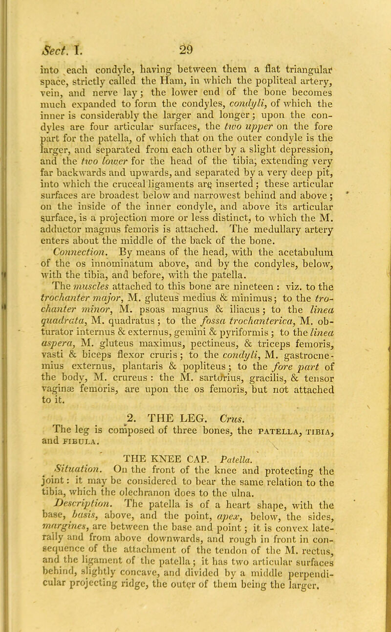 into each condyle, having between them a flat triangular1 space, strictly called the Ham, in which the popliteal artery, vein, and nerve lay; the lower end of the bone becomes much expanded to form the condyles, condyli, of which the inner is considerably the larger and longer; upon the con- dyles are four articular surfaces, the two upper on the fore part for the patella, of which that on the outer condyle is the larger, and separated from each other by a slight depression, and the two lower for the head of the tibia, extending very far backwards and upwards, and separated by a very deep pit, into which the cruceal ligaments artj inserted ; these articular surfaces are broadest below and narrowest behind and above; on the inside of the inner condyle, and above its articular surface, is a projection more or less distinct., to which the M. adductor magnus femoris is attached. The medullary artery enters about the middle of the back of the bone. Connection. By means of the head, with the acetabulum of the os innominatum above, and by the condyles, below, with the tibia, and before, with the patella. The muscles attached to this bone are nineteen : viz. to the trochanter major, M. gluteus medius & minimus; to the tro- chanter minor, M. psoas magnus & iliacus; to the linea quadrata, M. quadratus ; to the fossa trochanterica, M. ob- turator interims & externus, gemini & pyriformis ; to the linea aspera, M. gluteus maximus, pectineus, & triceps femoris, vasti & biceps flexor cruris; to the condyli, M. gastrocne- mius externus, plantaris & popliteus; to the fore part of the body, M. crureus : the M. sartdrius, gracilis, & tensor vaginae femoris, are upon the os femoris, but not attached to it. 2. THE LEG. Crus. The leg is composed of three bones, the patella, tibia, and fibula. THE KNEE CAP. Patella. Situation. On the front of the knee and protecting the joint: it may be considered to bear the same relation to the tibia, which the olechranon does to the ulna. Description. The patella is of a heart shape, with the base, basis, above, and the point, apex, below, the sides, margines, are between the base and point; it is convex late- rally and from above downwards, and rough in front in con- sequence of the attachment of the tendon of the M. rectus, and the ligament of the patella; it has two articular surfaces behind, slightly concave, and divided by a middle perpendi- cular projecting ridge, the outer of them being the larger.
