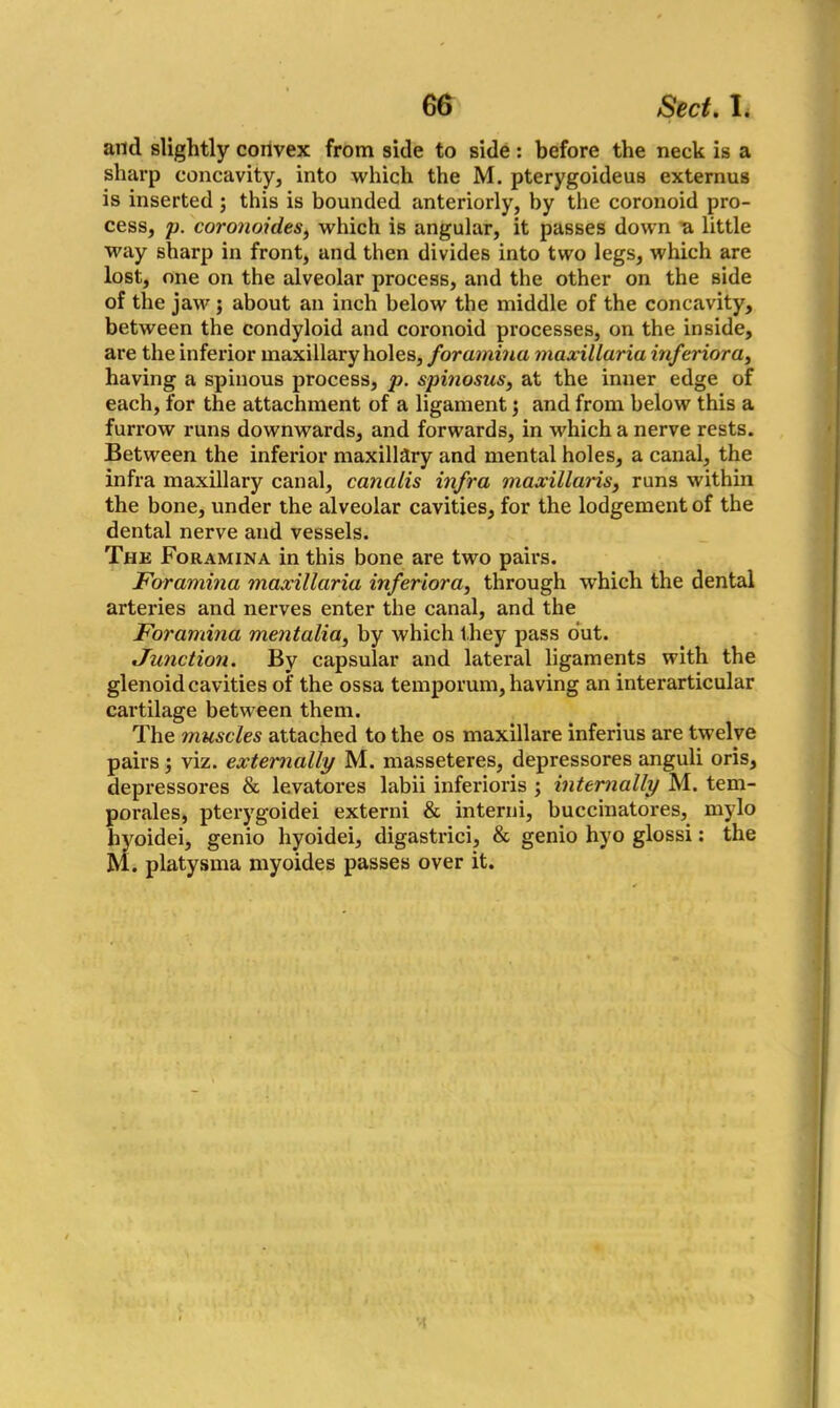 and slightly convex from side to side: before the neck is a sharp concavity, into which the M. pterygoideus externus is inserted ; this is bounded anteriorly, by the coronoid pro- cess, p. coronoid.es, which is angular, it passes down a little way sharp in front, and then divides into two legs, which are lost, one on the alveolar process, and the other on the side of the jaw ; about an inch below the middle of the concavity, between the condyloid and coronoid processes, on the inside, are the inferior maxillary holes, foramina maxillaria inferior a, having a spinous process, p. spinosus, at the inner edge of each, for the attachment of a ligament) and from below this a furrow runs downwards, and forwards, in which a nerve rests. Between the inferior maxillary and mental holes, a canal, the infra maxillary canal, canalis infra maxillaris, runs within the bone, under the alveolar cavities, for the lodgement of the dental nerve and vessels. The Foramina in this bone are two pairs. Foramina maxillaria inferior a, through which the dental arteries and nerves enter the canal, and the Foramina mentalia, by which they pass out. Junction. By capsular and lateral ligaments with the glenoid cavities of the ossa temporum, having an interarticular cartilage between them. The muscles attached to the os maxillare inferius are twelve pairs; viz. externally M. masseteres, depressores anguli oris, depressores & levatores labii inferiors ; internally M. tem- porales, pterygoidei externi & intend, buccinatores, mylo hyoidei, genio hyoidei, digastrici, & genio hyo glossi: the M. platysma myoides passes over it.