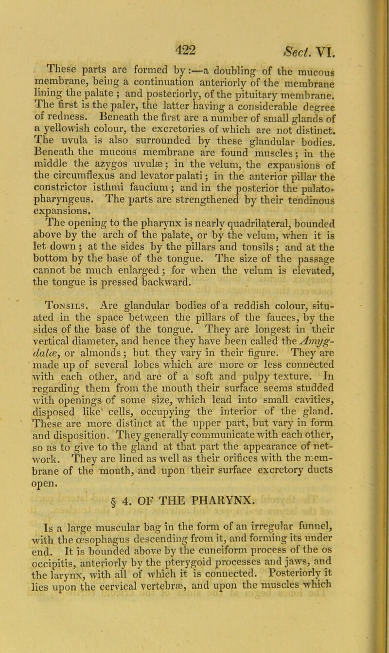 These parts arc formed by:—a doubling of the mucous membrane, being a continuation anteriorly of the membrane lining the palate ; and posteriorly, of the pituitary membrane. The first is the paler, the latter having a considerable degree of redness. Beneath the first are a number of small glands of a yellowish colour, the excretories of which arc not distinct. The uvula is also surrounded by these glandular bodies. Beneath the mucous membrane are found muscles; in the middle the azygos uvulae; in the velum, the expansions of the circumflexus and levator palati; in the anterior pillar the constrictor isthmi faucium; and in the posterior the palato- pharyngeus. The parts are strengthened by their tendinous expansions. The opening to the pharynx is nearly quadrilateral, bounded above by the arch of the palate, or by the velum, when it is let down; at the sides by the pillars and tonsils; and at the bottom by the base of the tongue. The size of the passage cannot be much enlarged; for when the velum is elevated, the tongue is pressed backward. Tonsils. Are glandular bodies of a reddish colour, situ- ated in the space between the pillars of the fauces, by the sides of the base of the tongue. They are longest in their vertical diameter, and hence they have been called the Amyg- dala, or almonds; but they vary in their figure. They are made up of several lobes which are more or less connected with each other, and are of a soft and pulpy texture. In regarding them from the mouth their surface seems studded with openings of some size, which lead into small cavities, disposed like cells, occupying the interior of the gland. These are more distinct at the upper part, but vary in form and disposition. They generally communicate with each other, so as to give to the gland at that part the appearance of net- work. They are lined as -well as their orifices with the mem- brane of the mouth, and upon their surface excretory ducts open. § 4. OF THE PHARYNX. Is a large muscular bag in the form of an irregular funnel, with the oesophagus descending from it, and forming its under end. It is bounded above by the cuneiform process of the os occipitis, anteriorly by the pterygoid processes and jaws, and the larynx, with all of which it is connected. Posteriorly it lies upon the cervical vertebrae, and upon the muscles which