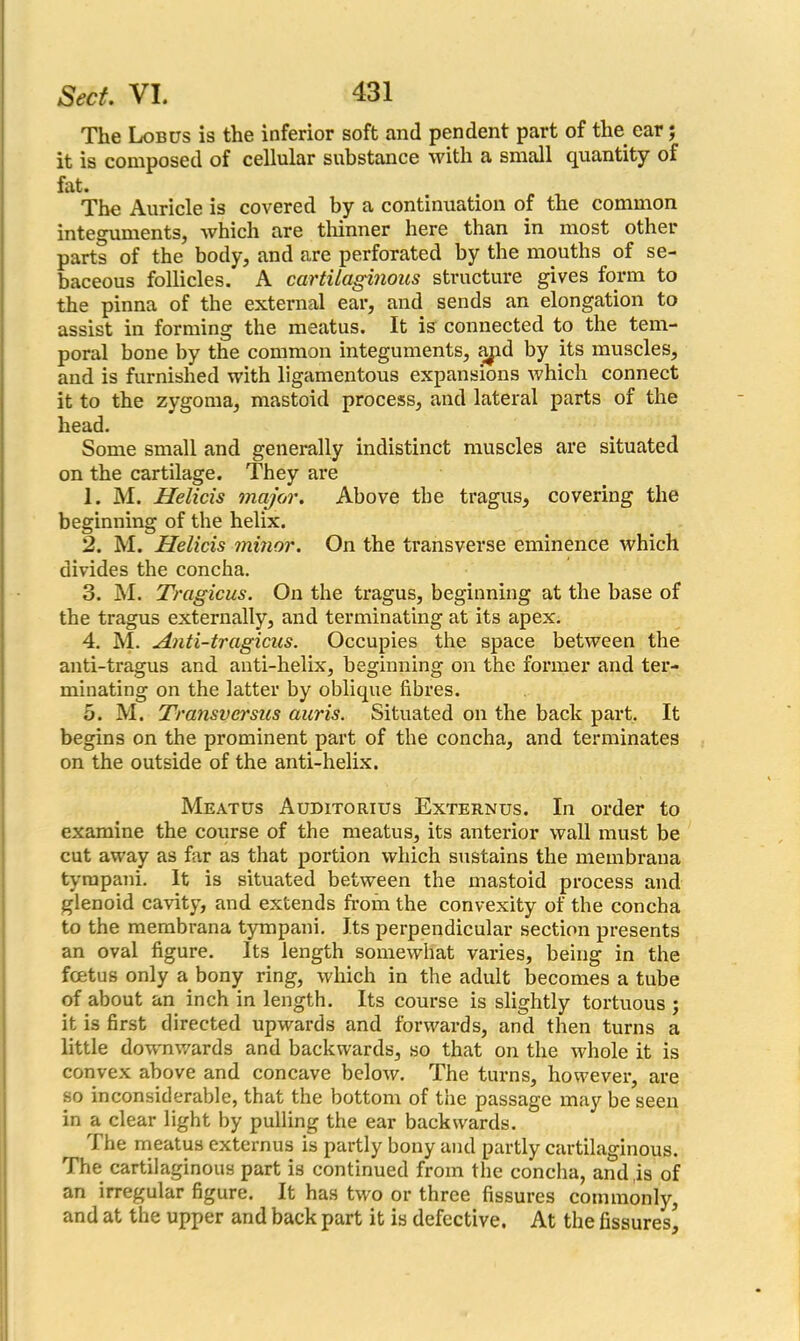 The Lob us is the inferior soft and pendent part of the ear; it is composed of cellular substance with a small quantity of fat. The Auricle is covered by a continuation of the common integuments, which are thinner here than in most other parts of the body, and are perforated by the mouths of se- baceous follicles. A cartilaginous structure gives form to the pinna of the external ear, and sends an elongation to assist in forming the meatus. It is connected to the tem- poral bone by the common integuments, apd by its muscles, and is furnished with ligamentous expansions which connect it to the zygoma, mastoid process, and lateral parts of the head. Some small and generally indistinct muscles are situated on the cartilage. They are 1. M. Helicis major. Above the tragus, covering the beginning of the helix. 2. M. Helicis minor. On the transverse eminence which divides the concha. 3. M. Tragicus. On the tragus, beginning at the base of the tragus externally, and terminating at its apex. 4. M. Anti-tragicus. Occupies the space between the anti-tragus and anti-helix, beginning on the former and ter- minating on the latter by oblique fibres. 5. M. Transversus auris. Situated on the back part. It begins on the prominent part of the concha, and terminates on the outside of the anti-helix. Meatus Auditorius Externus. In order to examine the course of the meatus, its anterior wall must be cut away as far as that portion which sustains the membrana tyrapani. It is situated between the mastoid process and glenoid cavity, and extends from the convexity of the concha to the membrana tympani. Its perpendicular section presents an oval figure. Its length somewhat varies, being in the foetus only a bony ring, which in the adult becomes a tube of about an inch in length. Its course is slightly tortuous ; it is first directed upwards and forwards, and then turns a little downwards and backwards, so that on the whole it is convex above and concave below. The turns, however, are so inconsiderable, that the bottom of the passage may be seen in a clear light by pulling the ear backwards. The meatus externus is partly bony and partly cartilaginous. The cartilaginous part is continued from the concha, and,is of an irregular figure. It has two or three fissures commonly, and at the upper and back part it is defective. At the fissures’